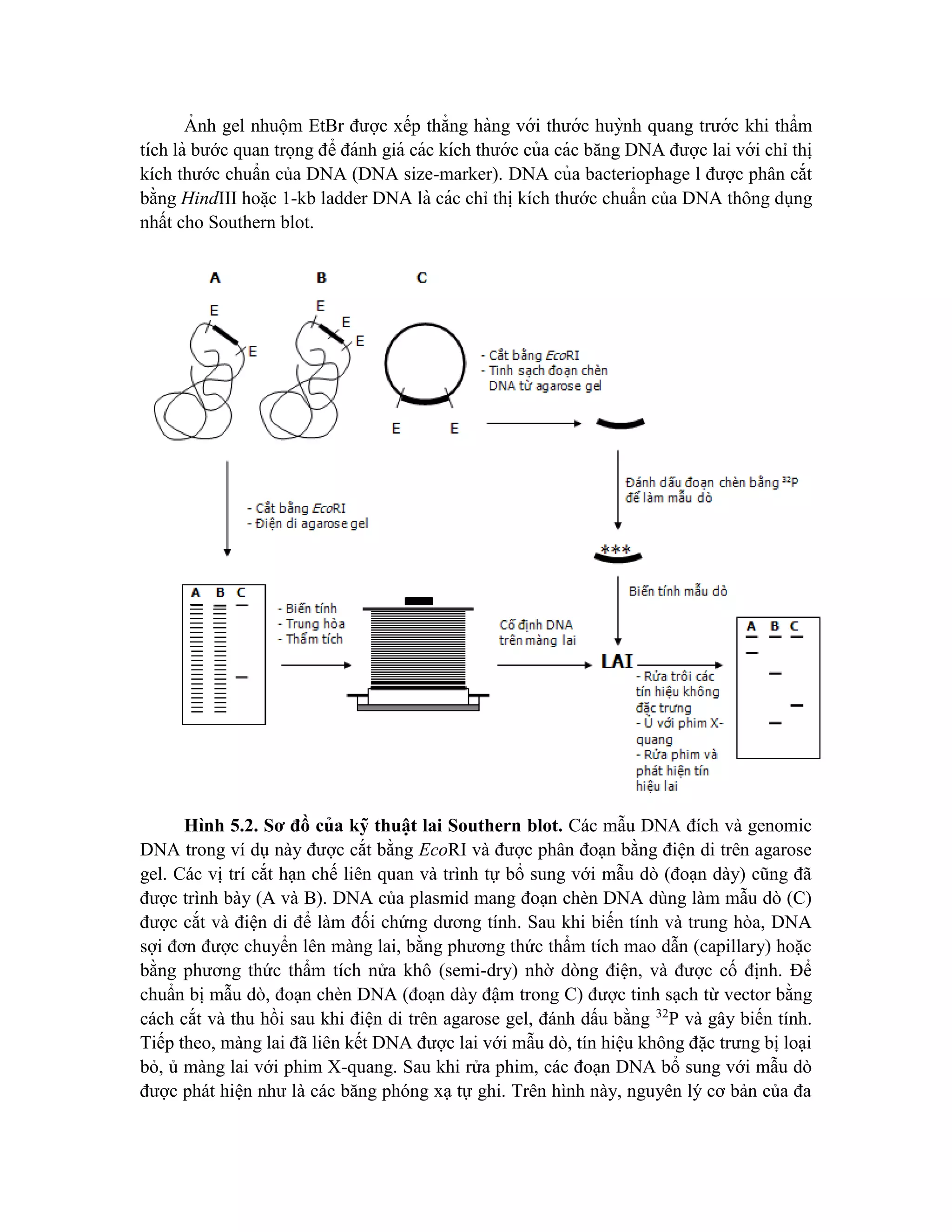 A
̉ nh gel nhuộm EtBr được xếp thẳng hàng với thước huỳnh quang trước khi thẩm
tích là bước quan trọng để đánh giá các kích thước của các băng DNA được lai với chỉ thị
kích thước chuẩn của DNA (DNA size-marker). DNA của bacteriophage l được phân cắt
bằng HindIII hoă ̣c 1-kb ladder DNA là các chỉ thị kích thước chuẩn của DNA thông dụng
nhất cho Southern blot.
Hình 5.2. Sơ đồ củ a kỹ thuâ ̣t lai Southern blot. Các mẫu DNA đích và genomic
DNA trong ví dụ này được cắt bằng EcoRI và được phân đoạn bằng điện di trên agarose
gel. Các vị trí cắt hạn chế liên quan và trình tự bổ sung với mẫu dò (đoạn dày) cũng đã
được trình bày (A và B). DNA của plasmid mang đoạn chèn DNA dùng làm mẫu dò (C)
được cắt và điện di để làm đối chứng dương tính. Sau khi biến tính và trung hòa, DNA
sợi đơn được chuyển lên màng lai, bằng phương thức thẩm tích mao dẫn (capillary) hoặc
bằng phương thức thẩm tích nửa khô (semi-dry) nhờ dòng điện, và được cố định. Để
chuẩn bị mẫu dò, đoạn chèn DNA (đoạn dày đậm trong C) được tinh sạch từ vector bằng
cách cắt và thu hồi sau khi điện di trên agarose gel, đánh dấu bằng 32
P và gây biến tính.
Tiếp theo, màng lai đã liên kết DNA được lai với mẫu dò, tín hiệu không đặc trưng bị loại
bỏ, ủ màng lai với phim X-quang. Sau khi rửa phim, các đoạn DNA bổ sung với mẫu dò
được phát hiện như là các băng phóng xạ tự ghi. Trên hình này, nguyên lý cơ bản của đa
 