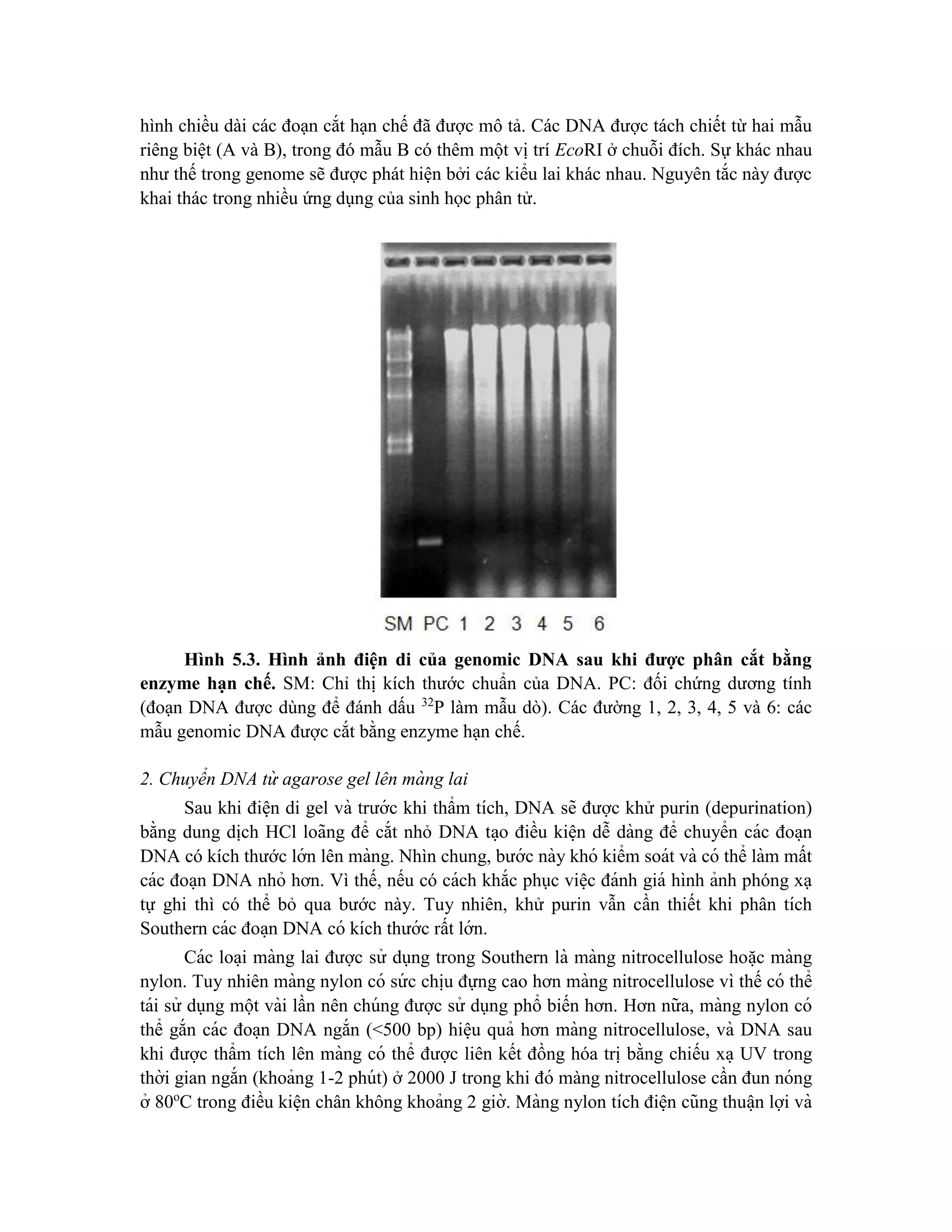 hình chiều dài các đoạn cắt hạn chế đã được mô tả. Các DNA được tách chiết từ hai mẫu
riêng biệt (A và B), trong đó mẫu B có thêm một vị trí EcoRI ở chuỗi đích. Sự khác nhau
như thế trong genome sẽ được phát hiện bởi các kiểu lai khác nhau. Nguyên tắc này được
khai thác trong nhiều ứng dụng của sinh học phân tử.
Hình 5.3. Hình ảnh điện di của genomic DNA sau khi được phân cắt bằng
enzyme hạn chế. SM: Chỉ thị kích thước chuẩn của DNA. PC: đối chứng dương tính
(đoạn DNA được dùng để đánh dấu 32
P làm mẫu dò). Các đường 1, 2, 3, 4, 5 và 6: các
mẫu genomic DNA được cắt bằng enzyme hạn chế.
2. Chuyển DNA từ agarose gel lên mà ng lai
Sau khi điê ̣n di gel và trước khi thẩm tích, DNA sẽ được khử purin (depurination)
bằng dung dịch HCl loãng để cắt nhỏ DNA ta ̣o điều kiê ̣n dễ dàng để chuyển các đoa ̣n
DNA có kích thước lớn lên màng. Nhìn chung, bước này khó kiểm soát và có thể làm mất
các đoa ̣n DNA nhỏ hơn. Vì thế, nếu có cách khắc phục viê ̣c đánh giá hình ảnh phóng xạ
tự ghi thì có thể bỏ qua bước này. Tuy nhiên, khử purin vẫn cần thiết khi phân tích
Southern các đoa ̣n DNA có kích thước rất lớn.
Các loa ̣i màng lai được sử dụng trong Southern là màng nitrocellulose hoă ̣c màng
nylon. Tuy nhiên màng nylon có sứ c chi ̣
u đựng cao hơn màng nitrocellulose vì thế có thể
tái sử dụng một vài lần nên chúng được sử dụng phổ biến hơn. Hơn nữa, màng nylon có
thể gắn các đoa ̣n DNA ngắn (<500 bp) hiê ̣u quả hơn màng nitrocellulose, và DNA sau
khi được thẩm tích lên màng có thể được liên kết đồng hóa tri ̣bằng chiếu xa ̣ UV trong
thời gian ngắn (khoảng 1-2 phút) ở 2000 J trong khi đó màng nitrocellulose cần đun nóng
ở 80o
C trong điều kiê ̣n chân không khoảng 2 giờ. Màng nylon tích điê ̣n cũng thuâ ̣n lợi và
 