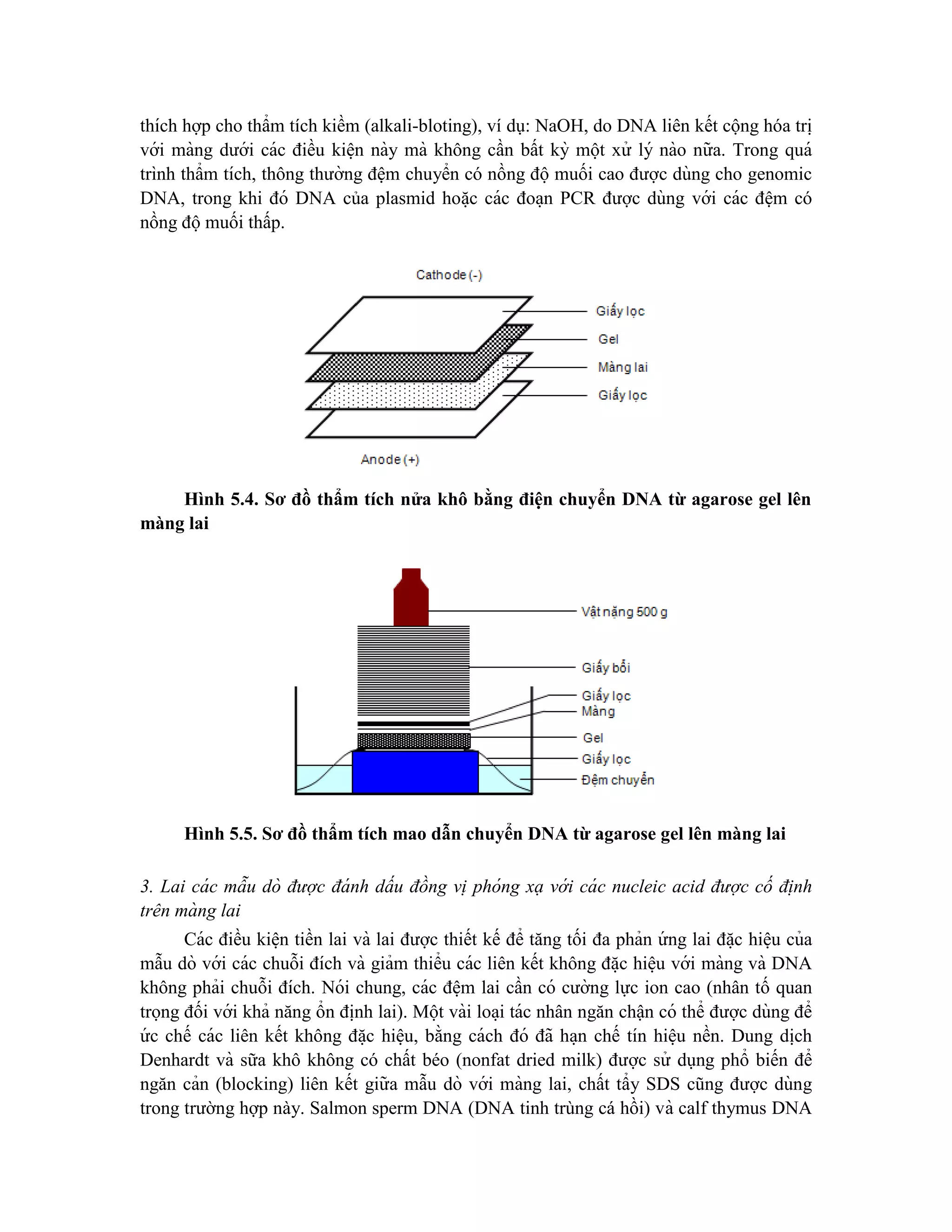 thích hợp cho thẩm tích kiềm (alkali-bloting), ví dụ: NaOH, do DNA liên kết cộng hóa tri ̣
với màng dưới các điều kiê ̣n này mà không cần bất kỳ một xử lý nào nữa. Trong quá
trình thẩm tích, thông thường đệm chuyển có nồng độmuối cao được dùng cho genomic
DNA, trong khi đó DNA của plasmid hoă ̣c các đoa ̣n PCR được dùng với các đệm có
nồng độmuối thấp.
Hình 5.4. Sơ đồ thẩm tích nửa khô bằng điện chuyển DNA từ agarose gel lên
màng lai
Hình 5.5. Sơ đồ thẩm tích mao dẫn chuyển DNA từ agarose gel lên màng lai
3. Lai cá c mẫu dò được đá nh dấu đồng vi ̣ phóng xạ vớ i cá c nucleic acid được cố đi ̣nh
trên mà ng lai
Các điều kiê ̣n tiền lai và lai được thiết kế để tăng tối đa phản ứ ng lai đă ̣c hiê ̣u của
mẫu dò với các chuỗi đích và giảm thiểu các liên kết không đă ̣c hiê ̣u với màng và DNA
không phải chuỗi đích. Nói chung, các đê ̣m lai cần có cường lực ion cao (nhân tố quan
trọng đối với khả năng ổn đi ̣
nh lai). Một vài loa ̣i tác nhân ngăn chận có thể được dùng để
ứ c chế các liên kết không đă ̣c hiê ̣u, bằng cách đó đã ha ̣n chế tín hiê ̣u nền. Dung di ̣
ch
Denhardt và sữa khô không có chất béo (nonfat dried milk) được sử dụng phổ biến để
ngăn cản (blocking) liên kết giữa mẫu dò với màng lai, chất tẩy SDS cũng được dùng
trong trường hợp này. Salmon sperm DNA (DNA tinh trùng cá hồi) và calf thymus DNA
 