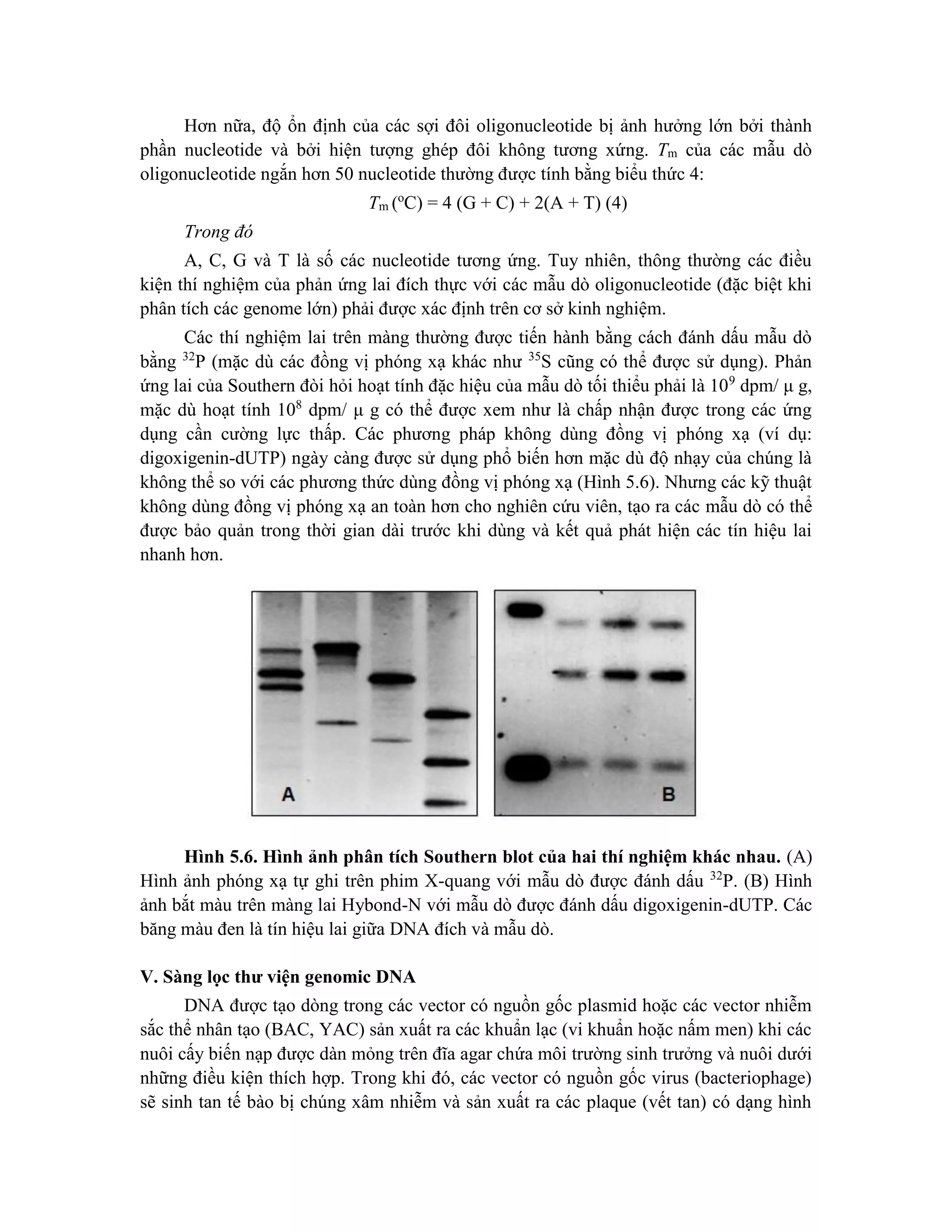 Hơn nữa, độ ổn định của các sợi đôi oligonucleotide bị ảnh hưởng lớn bởi thành
phần nucleotide và bởi hiện tượng ghép đôi không tương xứng. Tm của các mẫu dò
oligonucleotide ngắn hơn 50 nucleotide thường được tính bằng biểu thức 4:
Tm (o
C) = 4 (G + C) + 2(A + T) (4)
Trong đó
A, C, G và T là số các nucleotide tương ứng. Tuy nhiên, thông thường các điều
kiện thí nghiệm của phản ứng lai đích thực với các mẫu dò oligonucleotide (đặc biệt khi
phân tích các genome lớn) phải được xác định trên cơ sở kinh nghiệm.
Các thí nghiệm lai trên màng thường được tiến hành bằng cách đánh dấu mẫu dò
bằng 32
P (mặc dù các đồng vị phóng xạ khác như 35
S cũng có thể được sử dụng). Phản
ứng lai của Southern đòi hỏi hoạt tính đặc hiệu của mẫu dò tối thiểu phải là 109
dpm/ μ g,
mặc dù hoạt tính 108
dpm/ μ g có thể được xem như là chấp nhận được trong các ứng
dụng cần cường lực thấp. Các phương pháp không dùng đồng vị phóng xạ (ví dụ:
digoxigenin-dUTP) ngày càng được sử dụng phổ biến hơn mặc dù độ nhạy của chúng là
không thể so với các phương thức dùng đồng vị phóng xạ (Hình 5.6). Nhưng các kỹ thuật
không dùng đồng vị phóng xạ an toàn hơn cho nghiên cứu viên, tạo ra các mẫu dò có thể
được bảo quản trong thời gian dài trước khi dùng và kết quả phát hiện các tín hiệu lai
nhanh hơn.
Hình 5.6. Hình ảnh phân tích Southern blot của hai thí nghiệm khác nhau. (A)
Hình ảnh phóng xạ tự ghi trên phim X-quang với mẫu dò được đánh dấu 32
P. (B) Hình
ảnh bắt màu trên màng lai Hybond-N với mẫu dò được đánh dấu digoxigenin-dUTP. Các
băng màu đen là tín hiệu lai giữa DNA đích và mẫu dò.
V. Sàng lọc thư viện genomic DNA
DNA được tạo dòng trong các vector có nguồn gốc plasmid hoặc các vector nhiễm
sắc thể nhân tạo (BAC, YAC) sản xuất ra các khuẩn lạc (vi khuẩn hoặc nấm men) khi các
nuôi cấy biến nạp được dàn mỏng trên đĩa agar chứa môi trường sinh trưởng và nuôi dưới
những điều kiện thích hợp. Trong khi đó, các vector có nguồn gốc virus (bacteriophage)
sẽ sinh tan tế bào bị chúng xâm nhiễm và sản xuất ra các plaque (vết tan) có dạng hình
 