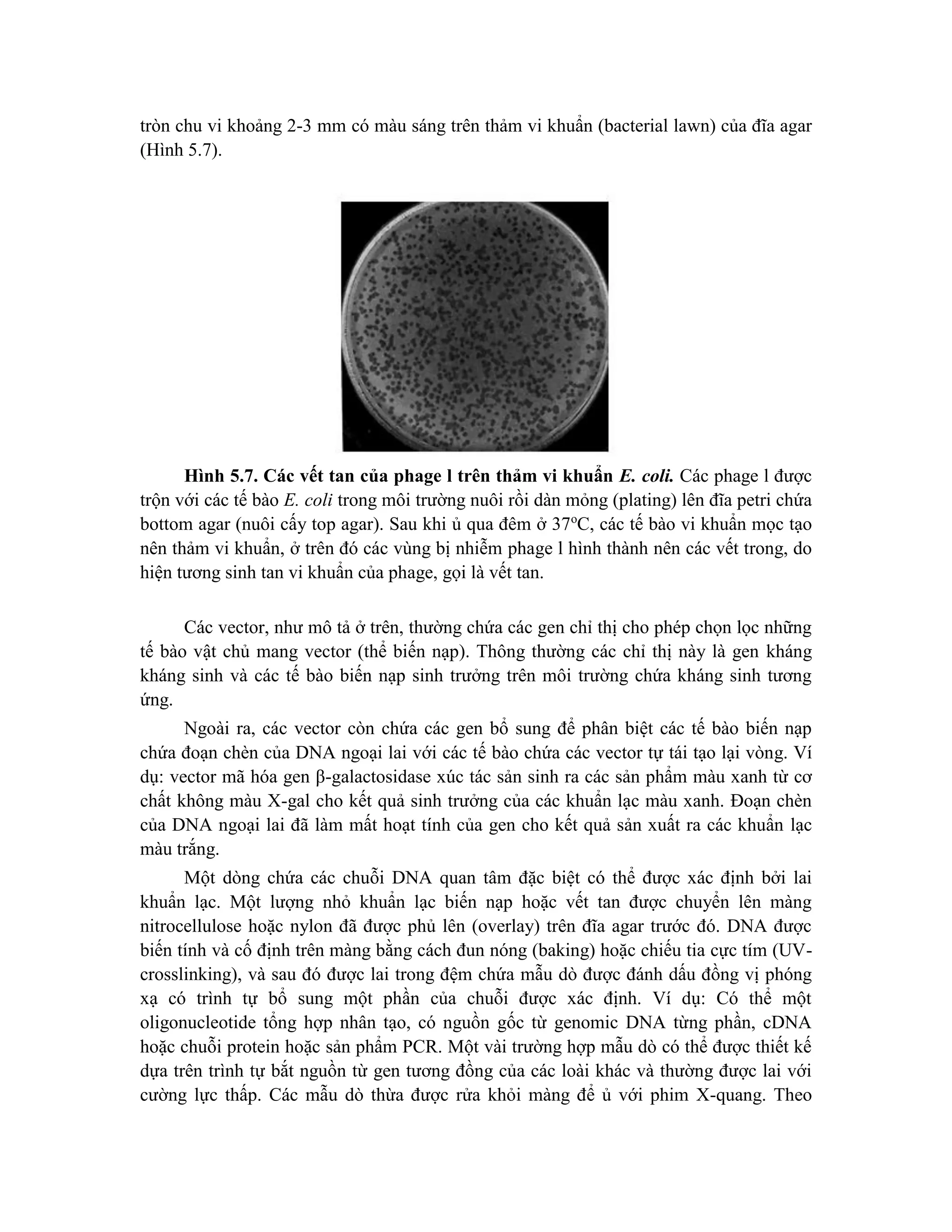 tròn chu vi khoảng 2-3 mm có màu sáng trên thảm vi khuẩn (bacterial lawn) của đĩa agar
(Hình 5.7).
Hình 5.7. Các vết tan của phage l trên thảm vi khuẩn E. coli. Các phage l được
trộn với các tế bào E. coli trong môi trường nuôi rồi dàn mỏng (plating) lên đĩa petri chứa
bottom agar (nuôi cấy top agar). Sau khi ủ qua đêm ở 37o
C, các tế bào vi khuẩn mọc tạo
nên thảm vi khuẩn, ở trên đó các vùng bị nhiễm phage l hình thành nên các vết trong, do
hiện tương sinh tan vi khuẩn của phage, gọi là vết tan.
Các vector, như mô tả ở trên, thường chứa các gen chỉ thị cho phép chọn lọc những
tế bào vật chủ mang vector (thể biến nạp). Thông thường các chỉ thị này là gen kháng
kháng sinh và các tế bào biến nạp sinh trưởng trên môi trường chứa kháng sinh tương
ứng.
Ngoài ra, các vector còn chứa các gen bổ sung để phân biệt các tế bào biến nạp
chứa đoạn chèn của DNA ngoại lai với các tế bào chứa các vector tự tái tạo lại vòng. Ví
dụ: vector mã hóa gen β-galactosidase xúc tác sản sinh ra các sản phẩm màu xanh từ cơ
chất không màu X-gal cho kết quả sinh trưởng của các khuẩn lạc màu xanh. Đoạn chèn
của DNA ngoại lai đã làm mất hoạt tính của gen cho kết quả sản xuất ra các khuẩn lạc
màu trắng.
Một dòng chứa các chuỗi DNA quan tâm đặc biệt có thể được xác định bởi lai
khuẩn lạc. Một lượng nhỏ khuẩn lạc biến nạp hoặc vết tan được chuyển lên màng
nitrocellulose hoặc nylon đã được phủ lên (overlay) trên đĩa agar trước đó. DNA được
biến tính và cố định trên màng bằng cách đun nóng (baking) hoặc chiếu tia cực tím (UV-
crosslinking), và sau đó được lai trong đệm chứa mẫu dò được đánh dấu đồng vị phóng
xạ có trình tự bổ sung một phần của chuỗi được xác định. Ví dụ: Có thể một
oligonucleotide tổng hợp nhân tạo, có nguồn gốc từ genomic DNA từng phần, cDNA
hoặc chuỗi protein hoặc sản phẩm PCR. Một vài trường hợp mẫu dò có thể được thiết kế
dựa trên trình tự bắt nguồn từ gen tương đồng của các loài khác và thường được lai với
cường lực thấp. Các mẫu dò thừa được rửa khỏi màng để ủ với phim X-quang. Theo
 
