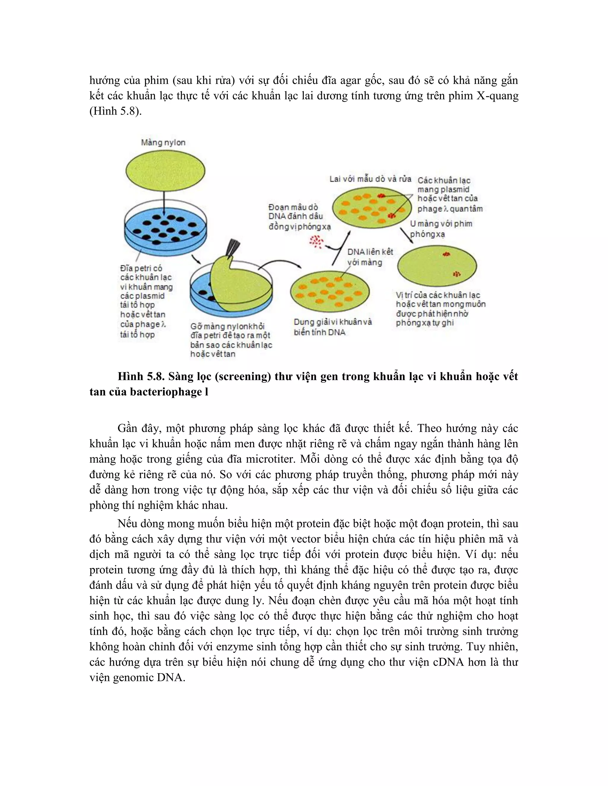 hướng của phim (sau khi rửa) với sự đối chiếu đĩa agar gốc, sau đó sẽ có khả năng gắn
kết các khuẩn lạc thực tế với các khuẩn lạc lai dương tính tương ứng trên phim X-quang
(Hình 5.8).
Hình 5.8. Sàng lọc (screening) thư viện gen trong khuẩn lạc vi khuẩn hoặc vết
tan của bacteriophage l
Gần đây, một phương pháp sàng lọc khác đã được thiết kế. Theo hướng này các
khuẩn lạc vi khuẩn hoặc nấm men được nhặt riêng rẽ và chấm ngay ngắn thành hàng lên
màng hoặc trong giếng của đĩa microtiter. Mỗi dòng có thể được xác định bằng tọa độ
đường kẻ riêng rẽ của nó. So với các phương pháp truyền thống, phương pháp mới này
dễ dàng hơn trong việc tự động hóa, sắp xếp các thư viện và đối chiếu số liệu giữa các
phòng thí nghiệm khác nhau.
Nếu dòng mong muốn biểu hiện một protein đặc biệt hoặc một đoạn protein, thì sau
đó bằng cách xây dựng thư viện với một vector biểu hiện chứa các tín hiệu phiên mã và
dịch mã người ta có thể sàng lọc trực tiếp đối với protein được biểu hiện. Ví dụ: nếu
protein tương ứng đầy đủ là thích hợp, thì kháng thể đặc hiệu có thể được tạo ra, được
đánh dấu và sử dụng để phát hiện yếu tố quyết định kháng nguyên trên protein được biểu
hiện từ các khuẩn lạc được dung ly. Nếu đoạn chèn được yêu cầu mã hóa một hoạt tính
sinh học, thì sau đó việc sàng lọc có thể được thực hiện bằng các thử nghiệm cho hoạt
tính đó, hoặc bằng cách chọn lọc trực tiếp, ví dụ: chọn lọc trên môi trường sinh trưởng
không hoàn chỉnh đối với enzyme sinh tổng hợp cần thiết cho sự sinh trưởng. Tuy nhiên,
các hướng dựa trên sự biểu hiện nói chung dễ ứng dụng cho thư viện cDNA hơn là thư
viện genomic DNA.
 