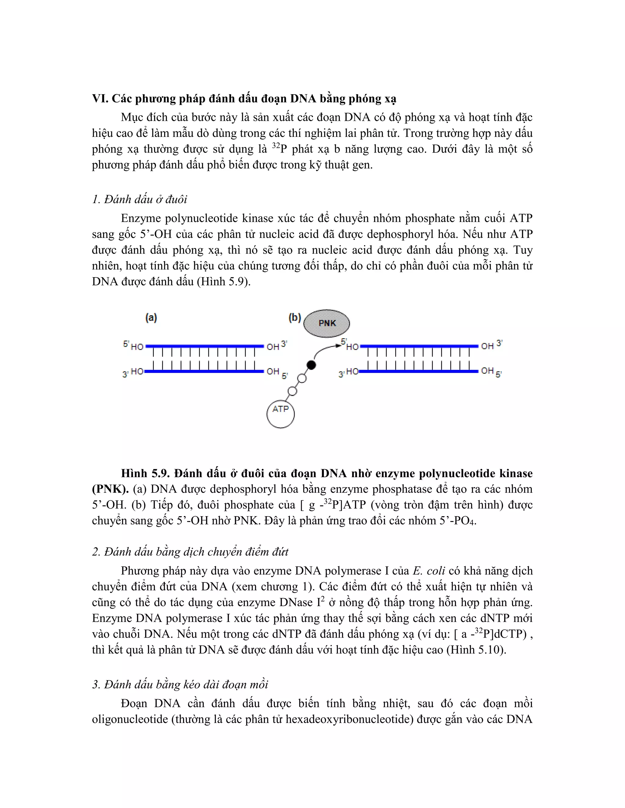 VI. Các phương pháp đánh dấu đoạn DNA bằng phóng xạ
Mục đích của bước này là sản xuất các đoạn DNA có độ phóng xạ và hoạt tính đặc
hiệu cao để làm mẫu dò dùng trong các thí nghiệm lai phân tử. Trong trường hợp này dấu
phóng xạ thường được sử dụng là 32
P phát xạ b năng lượng cao. Dưới đây là một số
phương pháp đánh dấu phổ biến được trong kỹ thuật gen.
1. Đánh dấu ở đuôi
Enzyme polynucleotide kinase xúc tác để chuyển nhóm phosphate nằm cuối ATP
sang gốc 5’-OH của các phân tử nucleic acid đã được dephosphoryl hóa. Nếu như ATP
được đánh dấu phóng xạ, thì nó sẽ tạo ra nucleic acid được đánh dấu phóng xạ. Tuy
nhiên, hoạt tính đặc hiệu của chúng tương đối thấp, do chỉ có phần đuôi của mỗi phân tử
DNA được đánh dấu (Hình 5.9).
Hình 5.9. Đánh dấu ở đuôi của đoạn DNA nhờ enzyme polynucleotide kinase
(PNK). (a) DNA được dephosphoryl hóa bằng enzyme phosphatase để tạo ra các nhóm
5’-OH. (b) Tiếp đó, đuôi phosphate của [ g -32
P]ATP (vòng tròn đậm trên hình) được
chuyển sang gốc 5’-OH nhờ PNK. Đây là phản ứng trao đổi các nhóm 5’-PO4.
2. Đánh dấu bằng dịch chuyển điểm đứt
Phương pháp này dựa vào enzyme DNA polymerase I của E. coli có khả năng di ̣
ch
chuyển điểm đứ t của DNA (xem chương 1). Các điểm đứt có thể xuất hiện tự nhiên và
cũng có thể do tác dụng của enzyme DNase I2
ở nồng độ thấp trong hỗn hợp phản ứng.
Enzyme DNA polymerase I xúc tác phản ứng thay thế sợi bằng cách xen các dNTP mới
vào chuỗi DNA. Nếu một trong các dNTP đã đánh dấu phóng xạ (ví dụ: [ a -32
P]dCTP) ,
thì kết quả là phân tử DNA sẽ được đánh dấu với hoạt tính đặc hiệu cao (Hình 5.10).
3. Đánh dấu bằng kéo dài đoạn mồi
Đoạn DNA cần đánh dấu được biến tính bằng nhiệt, sau đó các đoạn mồi
oligonucleotide (thường là các phân tử hexadeoxyribonucleotide) được gắn vào các DNA
 