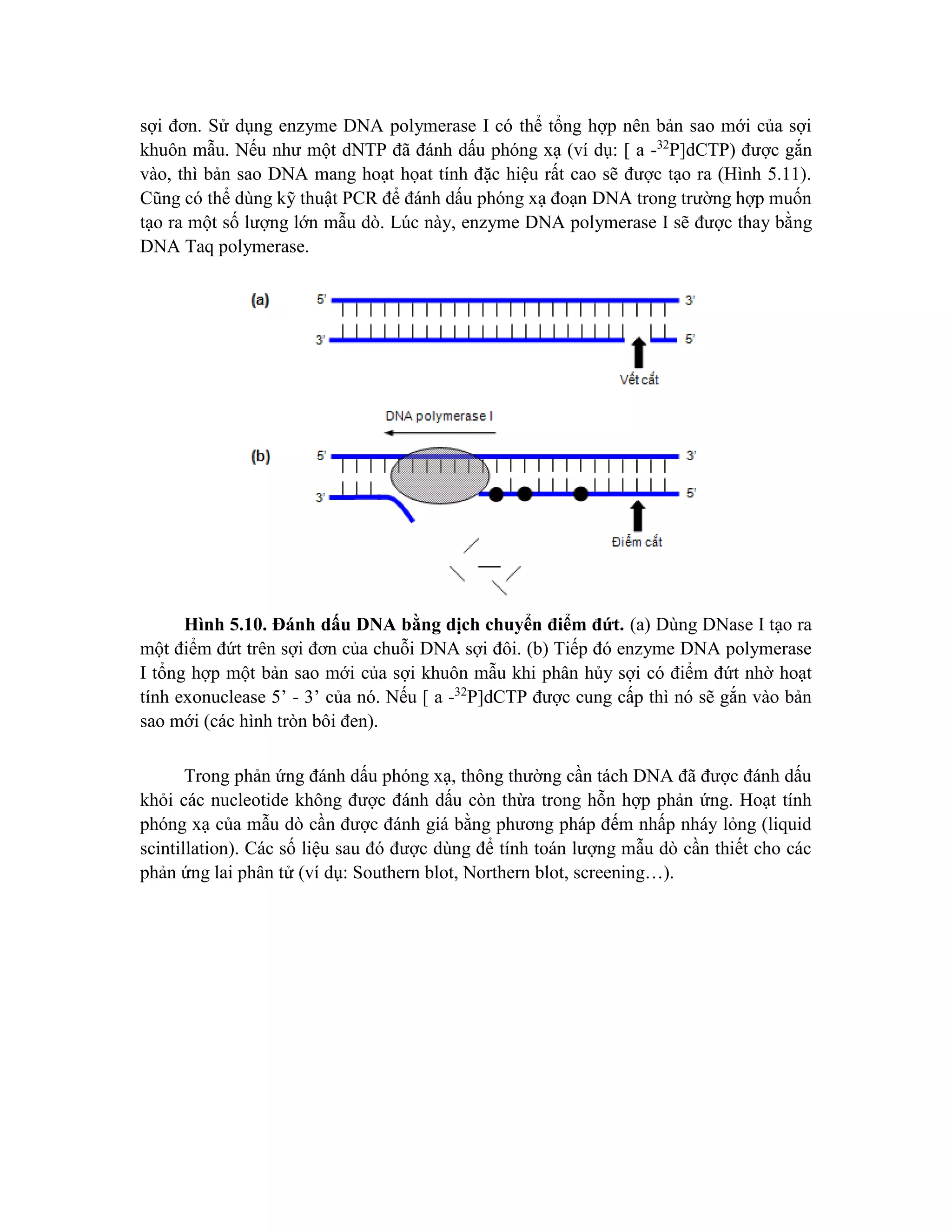 sợi đơn. Sử dụng enzyme DNA polymerase I có thể tổng hợp nên bản sao mới của sợi
khuôn mẫu. Nếu như một dNTP đã đánh dấu phóng xạ (ví dụ: [ a -32
P]dCTP) được gắn
vào, thì bản sao DNA mang hoạt họat tính đặc hiệu rất cao sẽ được tạo ra (Hình 5.11).
Cũng có thể dùng kỹ thuật PCR để đánh dấu phóng xạ đoạn DNA trong trường hợp muốn
tạo ra một số lượng lớn mẫu dò. Lúc này, enzyme DNA polymerase I sẽ được thay bằng
DNA Taq polymerase.
Hình 5.10. Đánh dấu DNA bằng dịch chuyển điểm đứt. (a) Dùng DNase I tạo ra
một điểm đứt trên sợi đơn của chuỗi DNA sợi đôi. (b) Tiếp đó enzyme DNA polymerase
I tổng hợp một bản sao mới của sợi khuôn mẫu khi phân hủy sợi có điểm đứt nhờ hoạt
tính exonuclease 5’ - 3’ của nó. Nếu [ a -32
P]dCTP được cung cấp thì nó sẽ gắn vào bản
sao mới (các hình tròn bôi đen).
Trong phản ứng đánh dấu phóng xạ, thông thường cần tách DNA đã được đánh dấu
khỏi các nucleotide không được đánh dấu còn thừa trong hỗn hợp phản ứng. Hoạt tính
phóng xạ của mẫu dò cần được đánh giá bằng phương pháp đếm nhấp nháy lỏng (liquid
scintillation). Các số liệu sau đó được dùng để tính toán lượng mẫu dò cần thiết cho các
phản ứng lai phân tử (ví dụ: Southern blot, Northern blot, screening…).
 