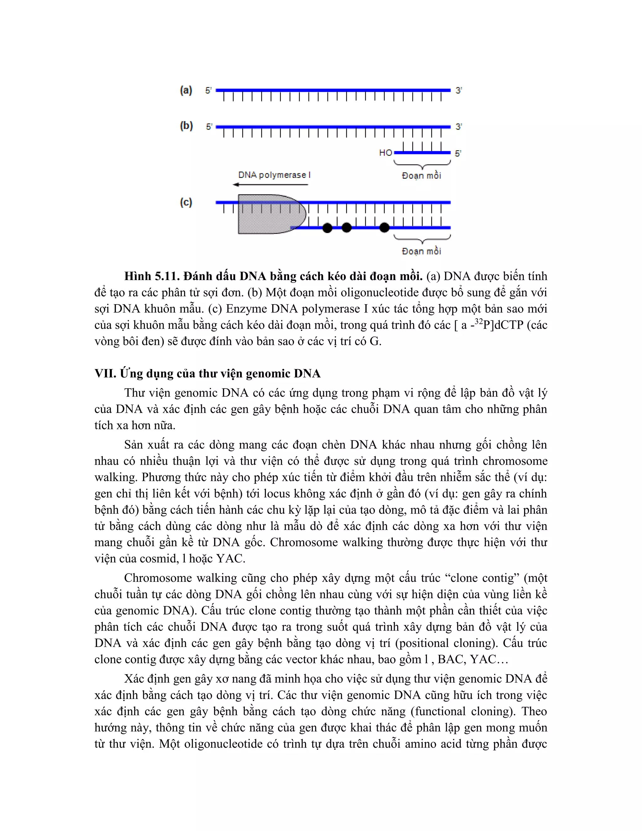 Hình 5.11. Đánh dấu DNA bằng cách kéo dài đoạn mồi. (a) DNA được biến tính
để tạo ra các phân tử sợi đơn. (b) Một đoạn mồi oligonucleotide được bổ sung để gắn với
sợi DNA khuôn mẫu. (c) Enzyme DNA polymerase I xúc tác tổng hợp một bản sao mới
của sợi khuôn mẫu bằng cách kéo dài đoạn mồi, trong quá trình đó các [ a -32
P]dCTP (các
vòng bôi đen) sẽ được đính vào bản sao ở các vị trí có G.
VII. Ứng dụng của thư viện genomic DNA
Thư viện genomic DNA có các ứng dụng trong phạm vi rộng để lập bản đồ vật lý
của DNA và xác định các gen gây bệnh hoặc các chuỗi DNA quan tâm cho những phân
tích xa hơn nữa.
Sản xuất ra các dòng mang các đoạn chèn DNA khác nhau nhưng gối chồng lên
nhau có nhiều thuận lợi và thư viện có thể được sử dụng trong quá trình chromosome
walking. Phương thức này cho phép xúc tiến từ điểm khởi đầu trên nhiễm sắc thể (ví dụ:
gen chỉ thị liên kết với bệnh) tới locus không xác định ở gần đó (ví dụ: gen gây ra chính
bệnh đó) bằng cách tiến hành các chu kỳ lặp lại của tạo dòng, mô tả đặc điểm và lai phân
tử bằng cách dùng các dòng như là mẫu dò để xác định các dòng xa hơn với thư viện
mang chuỗi gần kề từ DNA gốc. Chromosome walking thường được thực hiện với thư
viện của cosmid, l hoặc YAC.
Chromosome walking cũng cho phép xây dựng một cấu trúc “clone contig” (một
chuỗi tuần tự các dòng DNA gối chồng lên nhau cùng với sự hiện diện của vùng liền kề
của genomic DNA). Cấu trúc clone contig thường tạo thành một phần cần thiết của việc
phân tích các chuỗi DNA được tạo ra trong suốt quá trình xây dựng bản đồ vật lý của
DNA và xác định các gen gây bệnh bằng tạo dòng vị trí (positional cloning). Cấu trúc
clone contig được xây dựng bằng các vector khác nhau, bao gồm l , BAC, YAC…
Xác định gen gây xơ nang đã minh họa cho việc sử dụng thư viện genomic DNA để
xác định bằng cách tạo dòng vị trí. Các thư viện genomic DNA cũng hữu ích trong việc
xác định các gen gây bệnh bằng cách tạo dòng chức năng (functional cloning). Theo
hướng này, thông tin về chức năng của gen được khai thác để phân lập gen mong muốn
từ thư viện. Một oligonucleotide có trình tự dựa trên chuỗi amino acid từng phần được
 