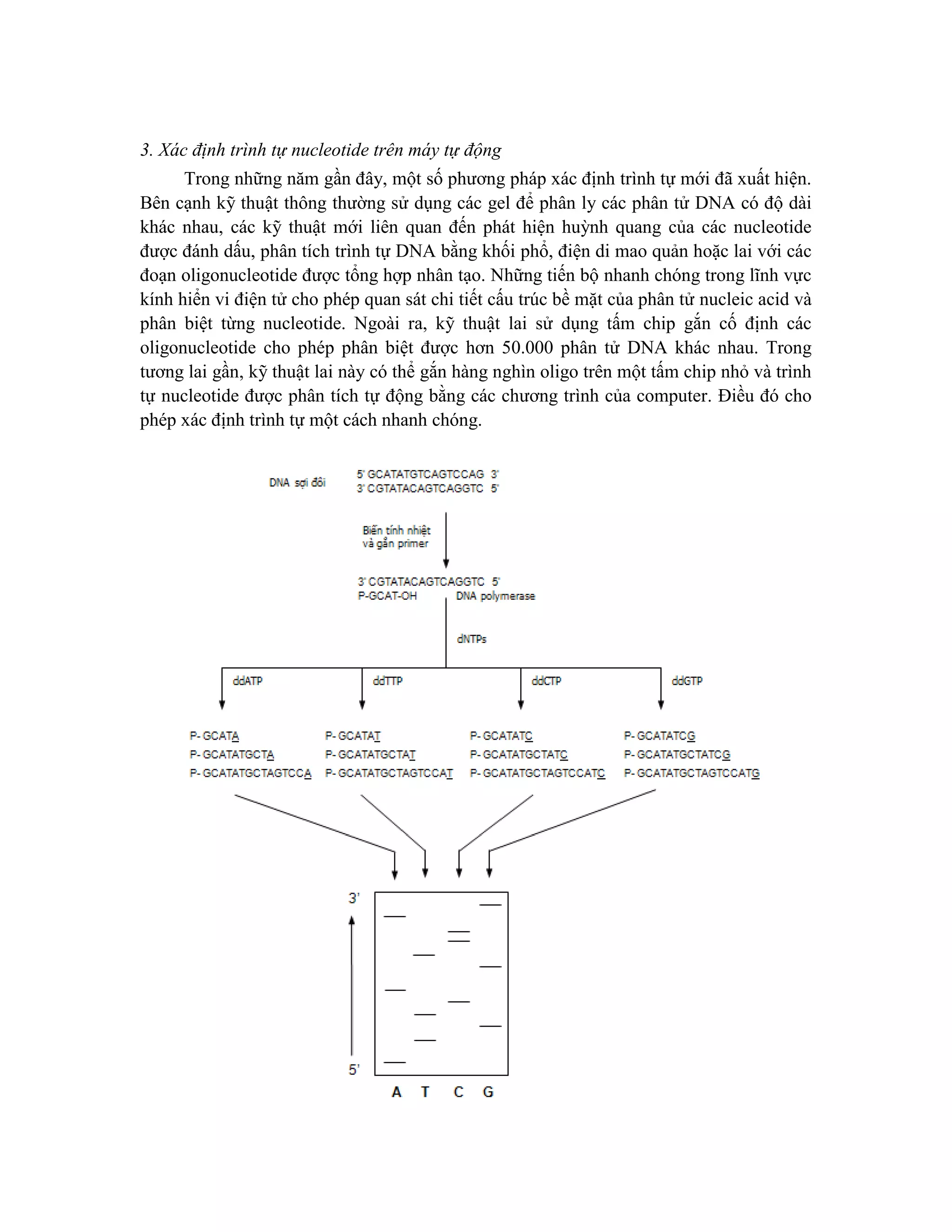 3. Xác định trình tự nucleotide trên máy tự động
Trong những năm gần đây, một số phương pháp xác định trình tự mới đã xuất hiện.
Bên cạnh kỹ thuật thông thường sử dụng các gel để phân ly các phân tử DNA có độ dài
khác nhau, các kỹ thuật mới liên quan đến phát hiện huỳnh quang của các nucleotide
được đánh dấu, phân tích trình tự DNA bằng khối phổ, điện di mao quản hoặc lai với các
đoạn oligonucleotide được tổng hợp nhân tạo. Những tiến bộ nhanh chóng trong lĩnh vực
kính hiển vi điện tử cho phép quan sát chi tiết cấu trúc bề mặt của phân tử nucleic acid và
phân biệt từng nucleotide. Ngoài ra, kỹ thuật lai sử dụng tấm chip gắn cố định các
oligonucleotide cho phép phân biệt được hơn 50.000 phân tử DNA khác nhau. Trong
tương lai gần, kỹ thuật lai này có thể gắn hàng nghìn oligo trên một tấm chip nhỏ và trình
tự nucleotide được phân tích tự động bằng các chương trình của computer. Điều đó cho
phép xác định trình tự một cách nhanh chóng.
 