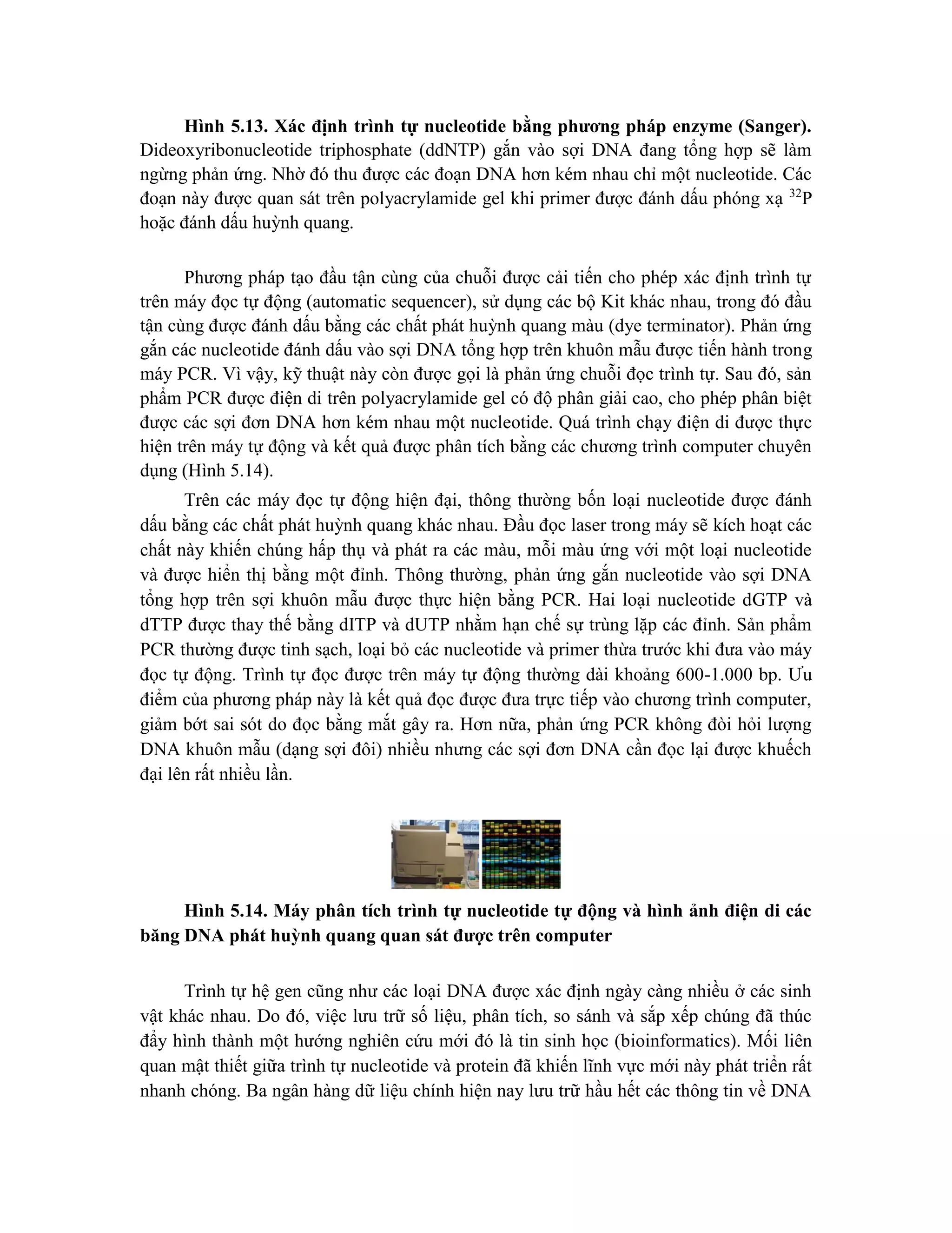 Hình 5.13. Xác định trình tự nucleotide bằng phương pháp enzyme (Sanger).
Dideoxyribonucleotide triphosphate (ddNTP) gắn vào sợi DNA đang tổng hợp sẽ làm
ngừng phản ứng. Nhờ đó thu được các đoạn DNA hơn kém nhau chỉ một nucleotide. Các
đoạn này được quan sát trên polyacrylamide gel khi primer được đánh dấu phóng xạ 32
P
hoặc đánh dấu huỳnh quang.
Phương pháp tạo đầu tận cùng của chuỗi được cải tiến cho phép xác định trình tự
trên máy đọc tự động (automatic sequencer), sử dụng các bộ Kit khác nhau, trong đó đầu
tận cùng được đánh dấu bằng các chất phát huỳnh quang màu (dye terminator). Phản ứng
gắn các nucleotide đánh dấu vào sợi DNA tổng hợp trên khuôn mẫu được tiến hành trong
máy PCR. Vì vậy, kỹ thuật này còn được gọi là phản ứng chuỗi đọc trình tự. Sau đó, sản
phẩm PCR được điện di trên polyacrylamide gel có độ phân giải cao, cho phép phân biệt
được các sợi đơn DNA hơn kém nhau một nucleotide. Quá trình chạy điện di được thực
hiện trên máy tự động và kết quả được phân tích bằng các chương trình computer chuyên
dụng (Hình 5.14).
Trên các máy đọc tự động hiện đại, thông thường bốn loại nucleotide được đánh
dấu bằng các chất phát huỳnh quang khác nhau. Đầu đọc laser trong máy sẽ kích hoạt các
chất này khiến chúng hấp thụ và phát ra các màu, mỗi màu ứng với một loại nucleotide
và được hiển thị bằng một đỉnh. Thông thường, phản ứng gắn nucleotide vào sợi DNA
tổng hợp trên sợi khuôn mẫu được thực hiện bằng PCR. Hai loại nucleotide dGTP và
dTTP được thay thế bằng dITP và dUTP nhằm hạn chế sự trùng lặp các đỉnh. Sản phẩm
PCR thường được tinh sạch, loại bỏ các nucleotide và primer thừa trước khi đưa vào máy
đọc tự động. Trình tự đọc được trên máy tự động thường dài khoảng 600-1.000 bp. Ưu
điểm của phương pháp này là kết quả đọc được đưa trực tiếp vào chương trình computer,
giảm bớt sai sót do đọc bằng mắt gây ra. Hơn nữa, phản ứng PCR không đòi hỏi lượng
DNA khuôn mẫu (dạng sợi đôi) nhiều nhưng các sợi đơn DNA cần đọc lại được khuếch
đại lên rất nhiều lần.
Hình 5.14. Máy phân tích trình tự nucleotide tự động và hình ảnh điện di các
băng DNA phát huỳnh quang quan sát được trên computer
Trình tự hệ gen cũng như các loại DNA được xác định ngày càng nhiều ở các sinh
vật khác nhau. Do đó, việc lưu trữ số liệu, phân tích, so sánh và sắp xếp chúng đã thúc
đẩy hình thành một hướng nghiên cứu mới đó là tin sinh học (bioinformatics). Mối liên
quan mật thiết giữa trình tự nucleotide và protein đã khiến lĩnh vực mới này phát triển rất
nhanh chóng. Ba ngân hàng dữ liệu chính hiện nay lưu trữ hầu hết các thông tin về DNA
 