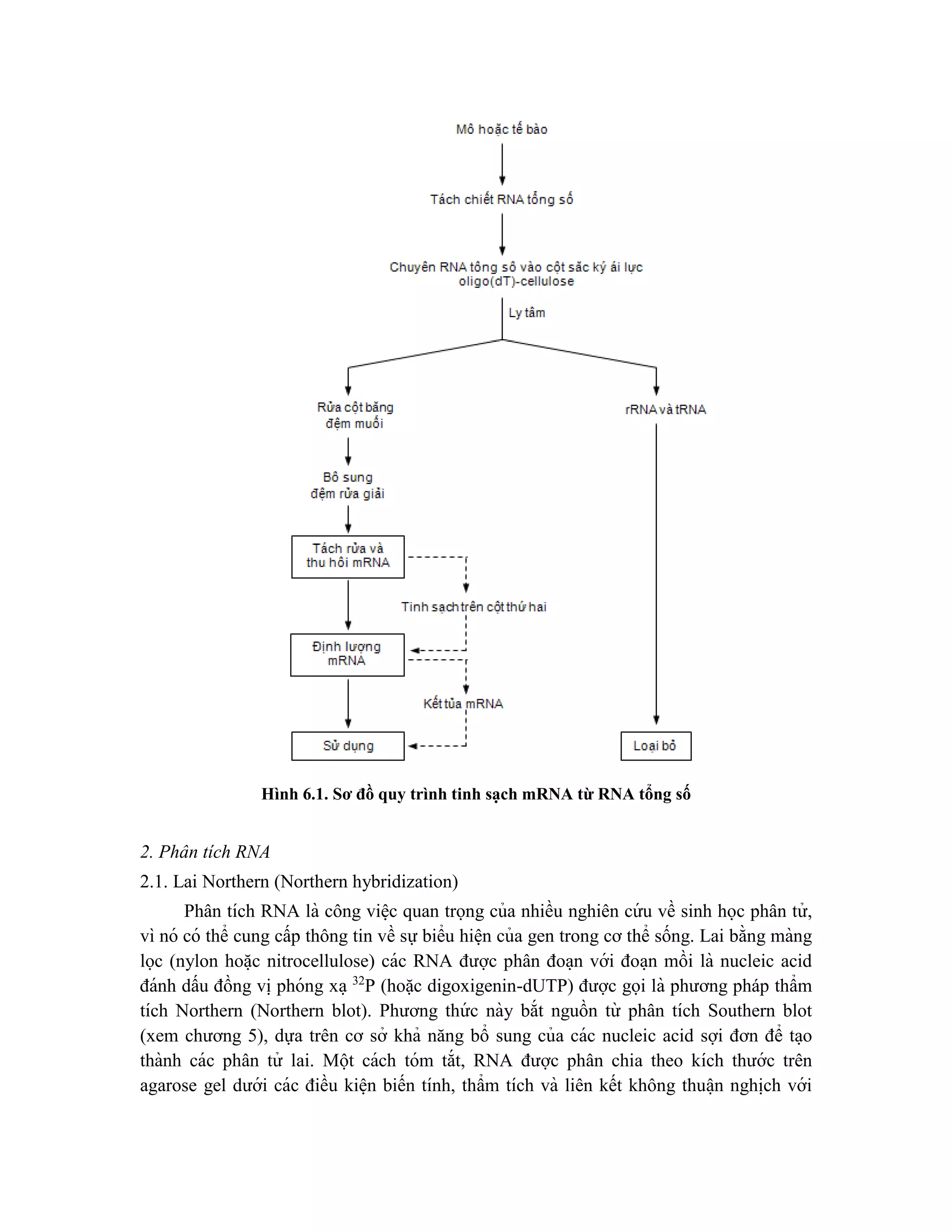 Hình 6.1. Sơ đồ quy trình tinh sạch mRNA từ RNA tổng số
2. Phân tích RNA
2.1. Lai Northern (Northern hybridization)
Phân tích RNA là công viê ̣c quan trọng của nhiều nghiên cứ u về sinh học phân tử ,
vì nó có thể cung cấp thông tin về sự biểu hiê ̣n của gen trong cơ thể sống. Lai bằng màng
lọc (nylon hoă ̣c nitrocellulose) các RNA được phân đoa ̣n với đoa ̣n mồi là nucleic acid
đánh dấu đồng vi ̣phóng xa ̣32
P (hoặc digoxigenin-dUTP) được gọi là phương pháp thẩm
tích Northern (Northern blot). Phương thứ c này bắt nguồn từ phân tích Southern blot
(xem chương 5), dựa trên cơ sở khả năng bổ sung của các nucleic acid sợi đơn để ta ̣o
thành các phân tử lai. Một cách tóm tắt, RNA được phân chia theo kích thước trên
agarose gel dưới các điều kiê ̣n biến tính, thẩm tích và liên kết không thuâ ̣n nghi ̣
ch với
 