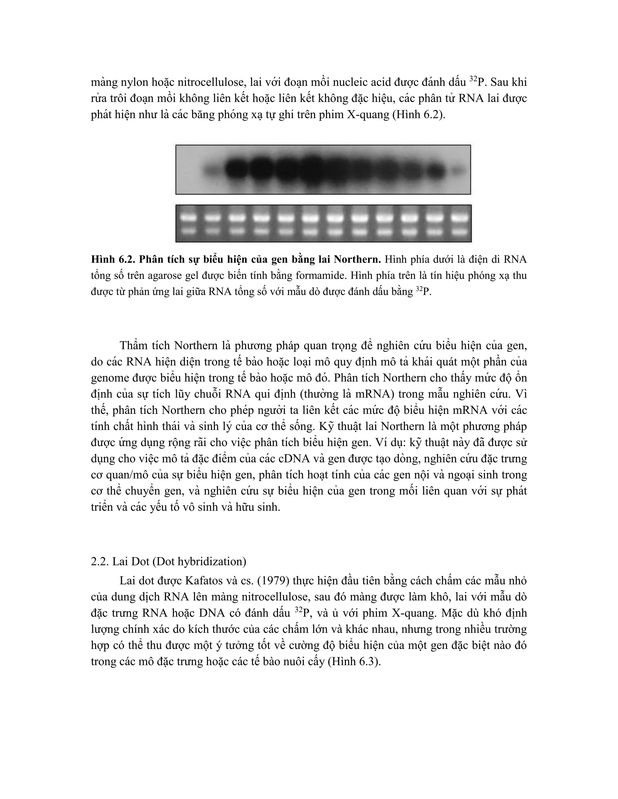 màng nylon hoă ̣c nitrocellulose, lai với đoa ̣n mồi nucleic acid được đánh dấu 32
P. Sau khi
rử a trôi đoa ̣n mồi không liên kết hoă ̣c liên kết không đă ̣c hiê ̣u, các phân tử RNA lai được
phát hiê ̣n như là các băng phóng xa ̣tự ghi trên phim X-quang (Hình 6.2).
Hình 6.2. Phân tích sự biểu hiện của gen bằng lai Northern. Hình phía dưới là điện di RNA
tổng số trên agarose gel được biến tính bằng formamide. Hình phía trên là tín hiệu phóng xạ thu
được từ phản ứng lai giữa RNA tổng số với mẫu dò được đánh dấu bằng 32
P.
Thẩm tích Northern là phương pháp quan trọng để nghiên cứ u biểu hiê ̣n của gen,
do các RNA hiê ̣n diê ̣n trong tế bào hoă ̣c loa ̣i mô quy đi ̣
nh mô tả khái quát một phần của
genome được biểu hiê ̣n trong tế bào hoă ̣c mô đó. Phân tích Northern cho thấy mứ c độ ổn
đi ̣
nh của sự tích lũy chuỗi RNA qui đi ̣
nh (thường là mRNA) trong mẫu nghiên cứ u. Vì
thế, phân tích Northern cho phép người ta liên kết các mứ c độ biểu hiện mRNA với các
tính chất hình thái và sinh lý của cơ thể sống. Kỹ thuâ ̣t lai Northern là một phương pháp
được ứ ng dụng rộng rãi cho viê ̣c phân tích biểu hiê ̣n gen. Ví dụ: kỹ thuâ ̣t này đã được sử
dụng cho viê ̣c mô tả đă ̣c điểm của các cDNA và gen được ta ̣o dòng, nghiên cứ u đă ̣c trưng
cơ quan/mô của sự biểu hiê ̣n gen, phân tích hoa ̣t tính của các gen nội và ngoa ̣i sinh trong
cơ thể chuyển gen, và nghiên cứ u sự biểu hiê ̣n của gen trong mối liên quan với sự phát
triển và các yếu tố vô sinh và hữu sinh.
2.2. Lai Dot (Dot hybridization)
Lai dot được Kafatos và cs. (1979) thực hiện đầu tiên bằng cách chấm các mẫu nhỏ
của dung dịch RNA lên màng nitrocellulose, sau đó màng được làm khô, lai với mẫu dò
đặc trưng RNA hoặc DNA có đánh dấu 32
P, và ủ với phim X-quang. Mặc dù khó định
lượng chính xác do kích thước của các chấm lớn và khác nhau, nhưng trong nhiều trường
hợp có thể thu được một ý tưởng tốt về cường độ biểu hiện của một gen đặc biệt nào đó
trong các mô đặc trưng hoặc các tế bào nuôi cấy (Hình 6.3).
 