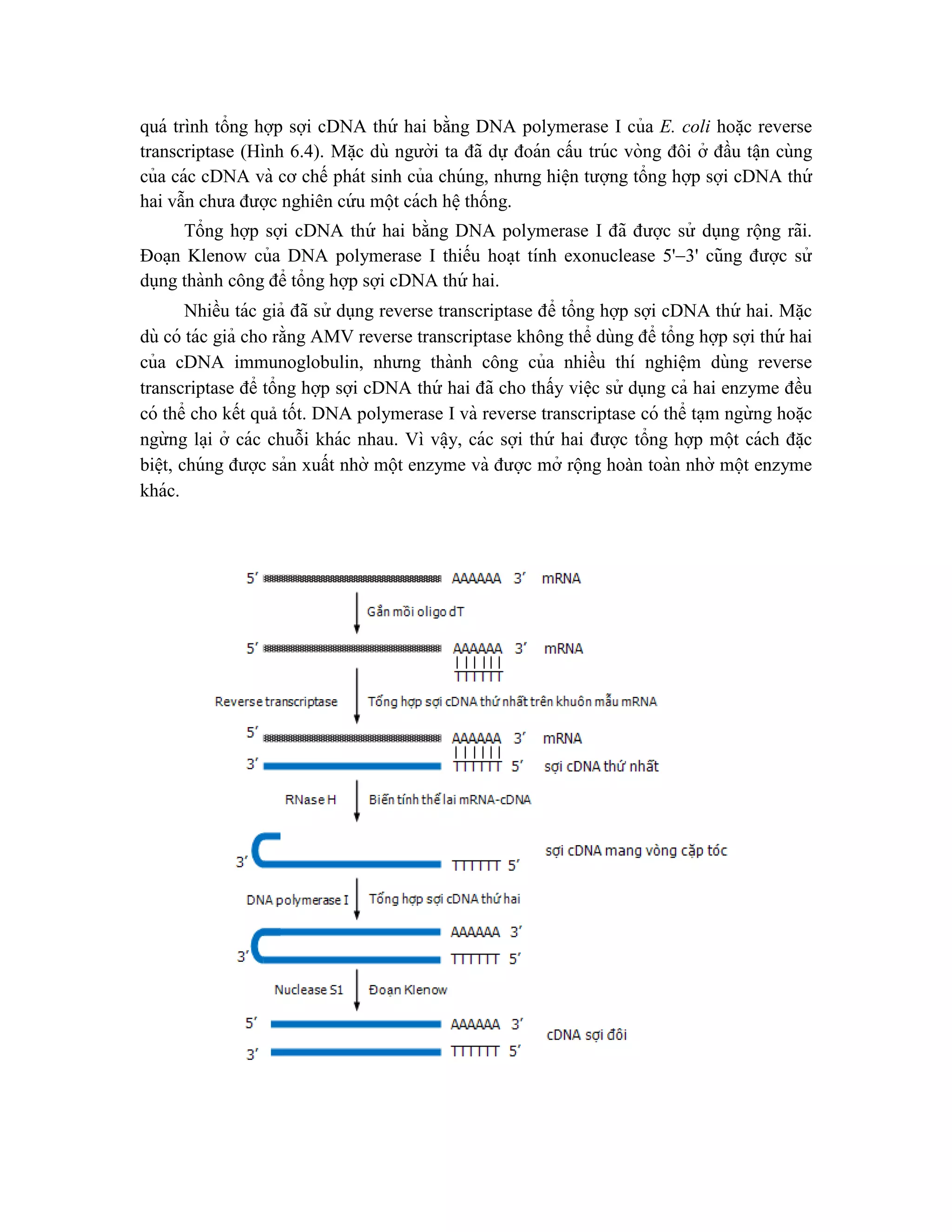 quá trình tổng hợp sợi cDNA thứ hai bằng DNA polymerase I của E. coli hoă ̣c reverse
transcriptase (Hình 6.4). Mă ̣c dù người ta đã dự đoán cấu trúc vòng đôi ở đầu tâ ̣n cùng
của các cDNA và cơ chế phát sinh của chúng, nhưng hiê ̣n tượng tổng hợp sợi cDNA thứ
hai vẫn chưa được nghiên cứ u một cách hê ̣thống.
Tổng hợp sợi cDNA thứ hai bằng DNA polymerase I đã được sử dụng rộng rãi.
Đoa ̣n Klenow của DNA polymerase I thiếu hoa ̣t tính exonuclease 5'3' cũng được sử
dụng thành công để tổng hợp sợi cDNA thứ hai.
Nhiều tác giả đã sử dụng reverse transcriptase để tổng hợp sợi cDNA thứ hai. Mă ̣c
dù có tác giả cho rằng AMV reverse transcriptase không thể dùng để tổng hợp sợi thứ hai
của cDNA immunoglobulin, nhưng thành công của nhiều thí nghiê ̣m dùng reverse
transcriptase để tổng hợp sợi cDNA thứ hai đã cho thấy viê ̣c sử dụng cả hai enzyme đều
có thể cho kết quả tốt. DNA polymerase I và reverse transcriptase có thể ta ̣m ngừ ng hoă ̣c
ngừ ng la ̣i ở các chuỗi khác nhau. Vì vâ ̣y, các sợi thứ hai được tổng hợp một cách đă ̣c
biê ̣t, chúng được sản xuất nhờ một enzyme và được mở rộng hoàn toàn nhờ một enzyme
khác.
 