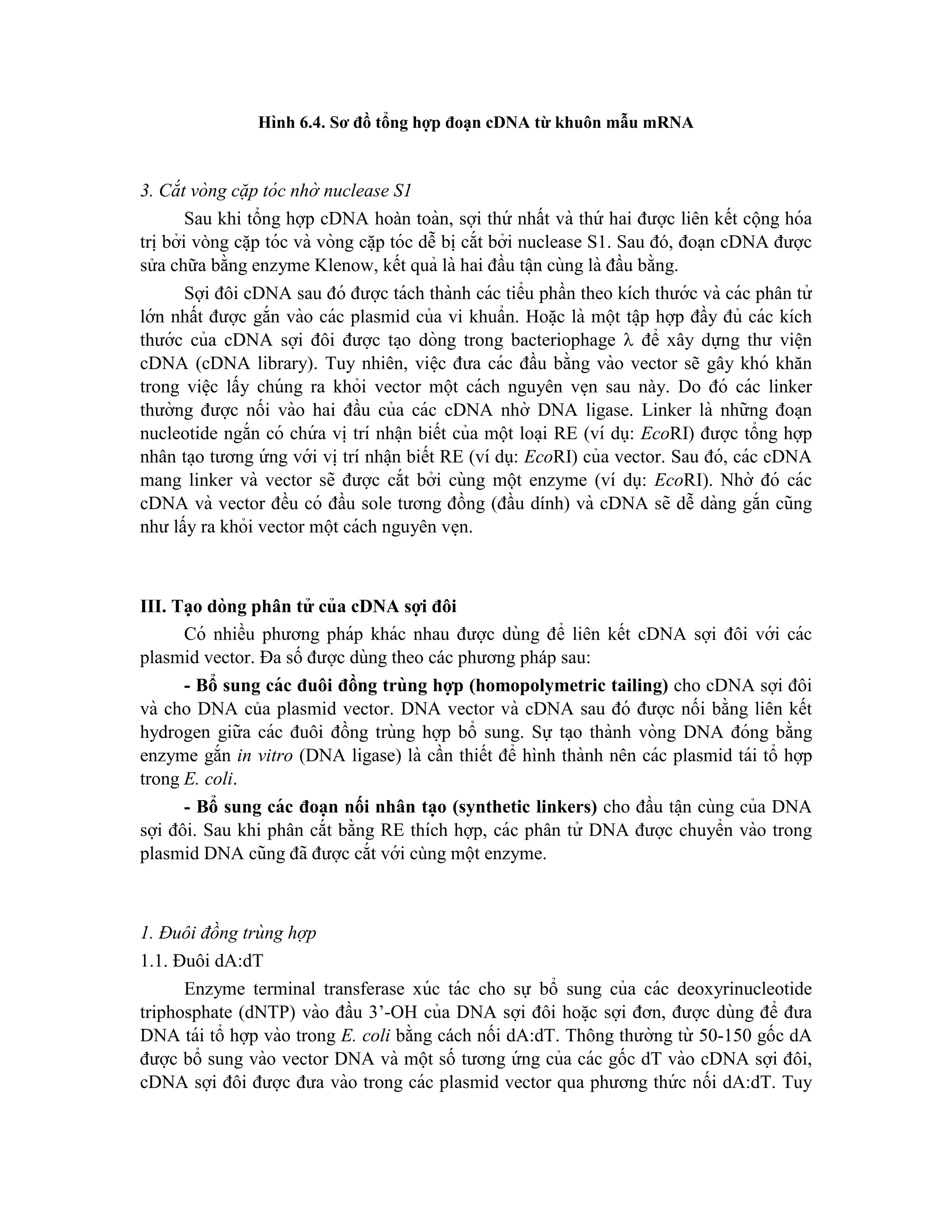 Hình 6.4. Sơ đồ tổng hợp đoạn cDNA từ khuôn mẫu mRNA
3. Cắt vòng cặp tóc nhờ nuclease S1
Sau khi tổng hợp cDNA hoàn toàn, sợi thứ nhất và thứ hai được liên kết cộng hóa
tri ̣bởi vòng că ̣p tóc và vòng că ̣p tóc dễ bi ̣cắt bởi nuclease S1. Sau đó, đoạn cDNA được
sửa chữa bằng enzyme Klenow, kết quả là hai đầu tâ ̣n cùng là đầu bằng.
Sợi đôi cDNA sau đó được tách thành các tiểu phần theo kích thước và các phân tử
lớn nhất được gắn vào các plasmid của vi khuẩn. Hoă ̣c là một tâ ̣p hợp đầy đủ các kích
thước của cDNA sợi đôi được ta ̣o dòng trong bacteriophage  để xây dựng thư viê ̣n
cDNA (cDNA library). Tuy nhiên, viê ̣c đưa các đầu bằng vào vector sẽ gây khó khăn
trong viê ̣c lấy chúng ra khỏi vector một cách nguyên ve ̣n sau này. Do đó các linker
thường được nối vào hai đầu của các cDNA nhờ DNA ligase. Linker là những đoa ̣n
nucleotide ngắn có chứ a vi ̣trí nhâ ̣n biết của một loa ̣i RE (ví dụ: EcoRI) được tổng hợp
nhân ta ̣o tương ứ ng với vi ̣trí nhâ ̣n biết RE (ví dụ: EcoRI) của vector. Sau đó, các cDNA
mang linker và vector sẽ được cắt bởi cùng một enzyme (ví dụ: EcoRI). Nhờ đó các
cDNA và vector đều có đầu sole tương đồng (đầu dính) và cDNA sẽ dễ dàng gắn cũng
như lấy ra khỏi vector một cách nguyên ve ̣n.
III. Ta ̣o dòng phân tử của cDNA sợi đôi
Có nhiều phương pháp khác nhau được dùng để liên kết cDNA sợi đôi với các
plasmid vector. Đa số được dùng theo các phương pháp sau:
- Bổ sung các đuôi đồng trùng hợp (homopolymetric tailing) cho cDNA sợi đôi
và cho DNA của plasmid vector. DNA vector và cDNA sau đó được nối bằng liên kết
hydrogen giữa các đuôi đồng trùng hợp bổ sung. Sự ta ̣o thành vòng DNA đóng bằng
enzyme gắn in vitro (DNA ligase) là cần thiết để hình thành nên các plasmid tái tổ hợp
trong E. coli.
- Bổ sung các đoạn nối nhân ta ̣o (synthetic linkers) cho đầu tâ ̣n cùng của DNA
sợi đôi. Sau khi phân cắt bằng RE thích hợp, các phân tử DNA được chuyển vào trong
plasmid DNA cũng đã được cắt với cùng một enzyme.
1. Đuôi đồng trùng hợp
1.1. Đuôi dA:dT
Enzyme terminal transferase xúc tác cho sự bổ sung của các deoxyrinucleotide
triphosphate (dNTP) vào đầu 3’-OH của DNA sợi đôi hoă ̣c sợi đơn, được dùng để đưa
DNA tái tổ hợp vào trong E. coli bằng cách nối dA:dT. Thông thường từ 50-150 gốc dA
được bổ sung vào vector DNA và một số tương ứ ng của các gốc dT vào cDNA sợi đôi,
cDNA sợi đôi được đưa vào trong các plasmid vector qua phương thứ c nối dA:dT. Tuy
 