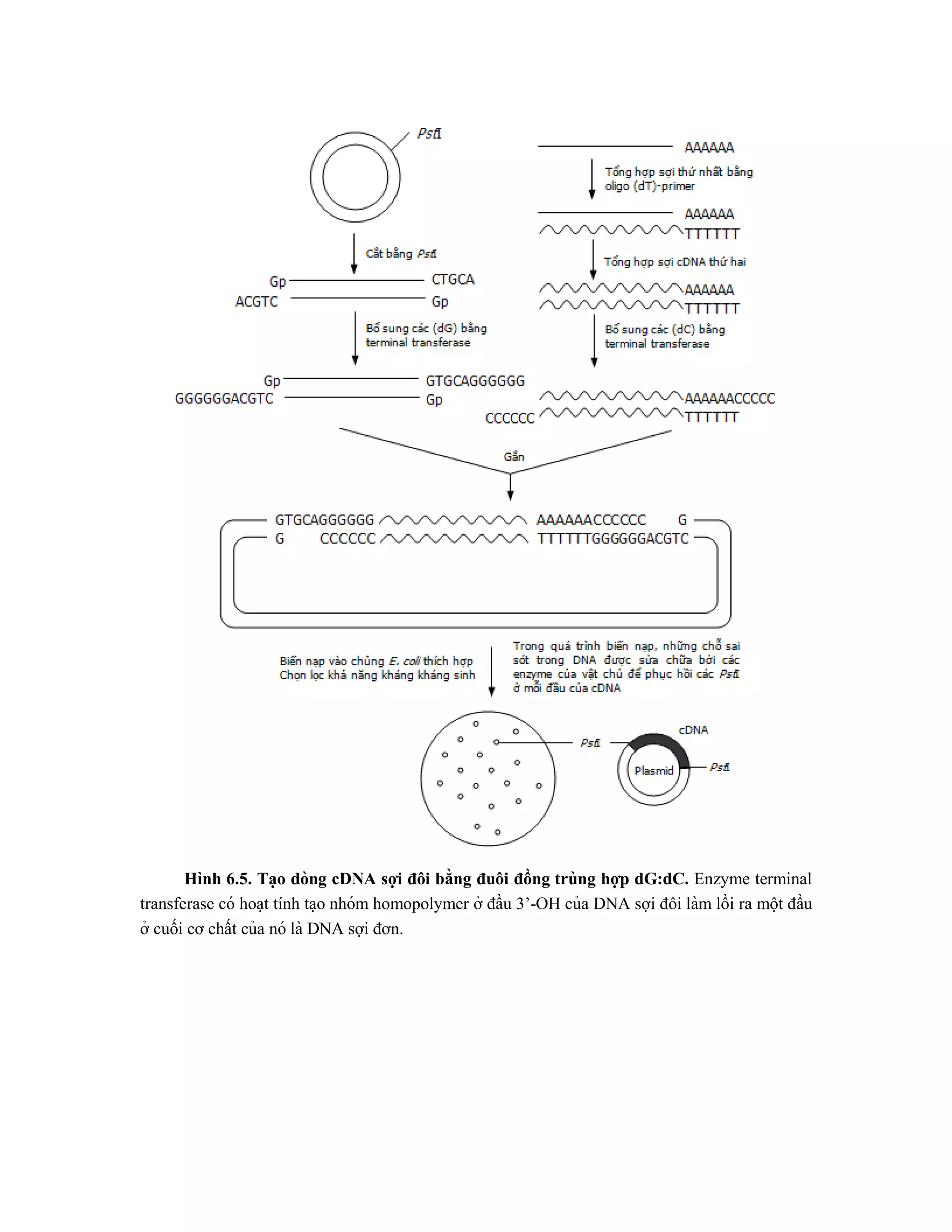 Hình 6.5. Ta ̣o dòng cDNA sợi đôi bằng đuôi đồng trùng hợp dG:dC. Enzyme terminal
transferase có hoa ̣t tính ta ̣o nhóm homopolymer ở đầu 3’-OH của DNA sợi đôi làm lồi ra một đầu
ở cuối cơ chất của nó là DNA sợi đơn.
 
