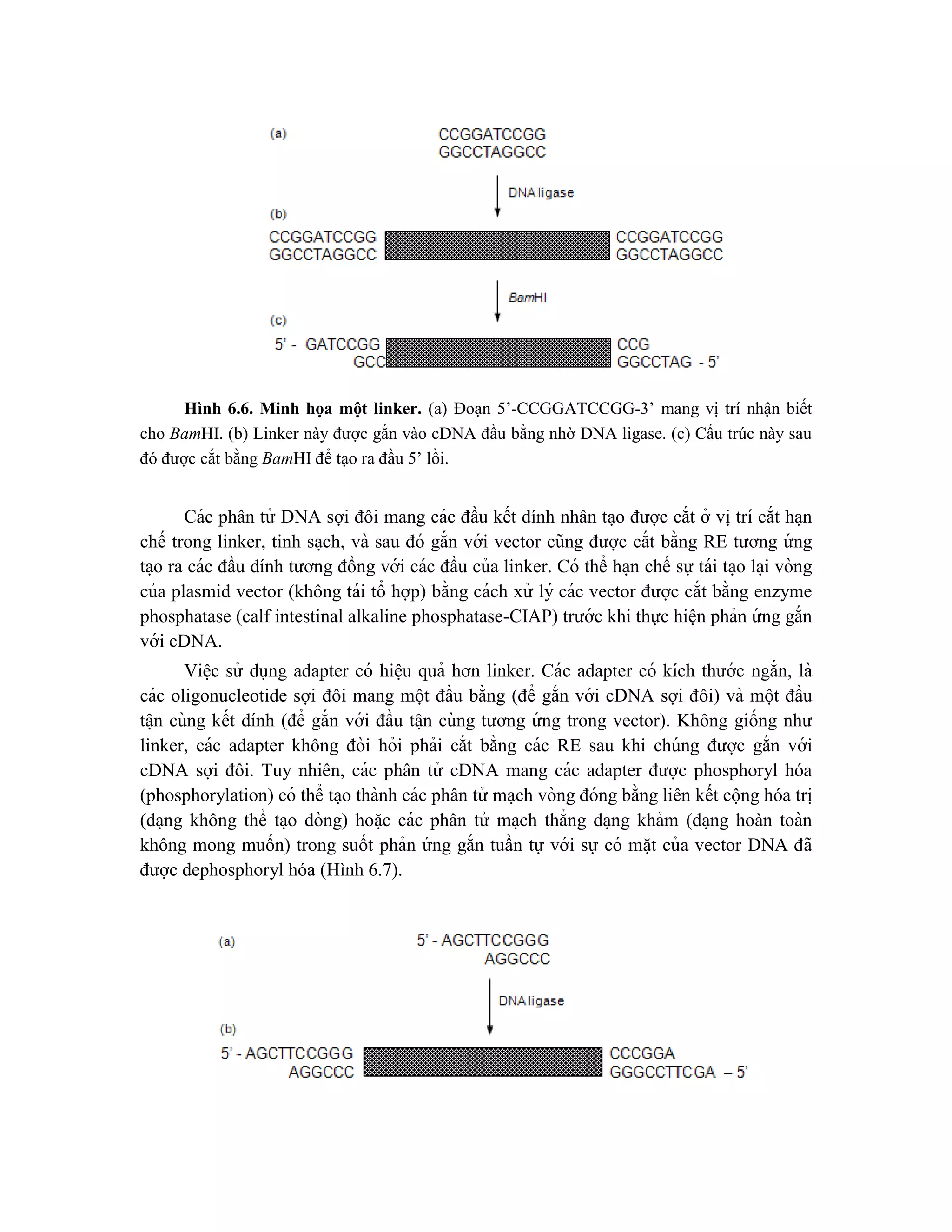 Hình 6.6. Minh họa một linker. (a) Đoạn 5’-CCGGATCCGG-3’ mang vị trí nhận biết
cho BamHI. (b) Linker này được gắn vào cDNA đầu bằng nhờ DNA ligase. (c) Cấu trúc này sau
đó được cắt bằng BamHI để tạo ra đầu 5’ lồi.
Các phân tử DNA sợi đôi mang các đầu kết dính nhân ta ̣o được cắt ở vi ̣trí cắt ha ̣n
chế trong linker, tinh sa ̣ch, và sau đó gắn với vector cũng được cắt bằng RE tương ứ ng
ta ̣o ra các đầu dính tương đồng với các đầu của linker. Có thể ha ̣n chế sự tái ta ̣o la ̣i vòng
của plasmid vector (không tái tổ hợp) bằng cách xử lý các vector được cắt bằng enzyme
phosphatase (calf intestinal alkaline phosphatase-CIAP) trước khi thực hiê ̣n phản ứ ng gắn
với cDNA.
Viê ̣c sử dụng adapter có hiê ̣u quả hơn linker. Các adapter có kích thước ngắn, là
các oligonucleotide sợi đôi mang một đầu bằng (để gắn với cDNA sợi đôi) và một đầu
tâ ̣n cùng kết dính (để gắn với đầu tâ ̣n cùng tương ứ ng trong vector). Không giống như
linker, các adapter không đòi hỏi phải cắt bằng các RE sau khi chúng được gắn với
cDNA sợi đôi. Tuy nhiên, các phân tử cDNA mang các adapter được phosphoryl hóa
(phosphorylation) có thể ta ̣o thành các phân tử ma ̣ch vòng đóng bằng liên kết cộng hóa tri ̣
(da ̣ng không thể ta ̣o dòng) hoă ̣c các phân tử ma ̣ch thẳng da ̣ng khảm (da ̣ng hoàn toàn
không mong muốn) trong suốt phản ứ ng gắn tuần tự với sự có mă ̣t của vector DNA đã
được dephosphoryl hóa (Hình 6.7).
 