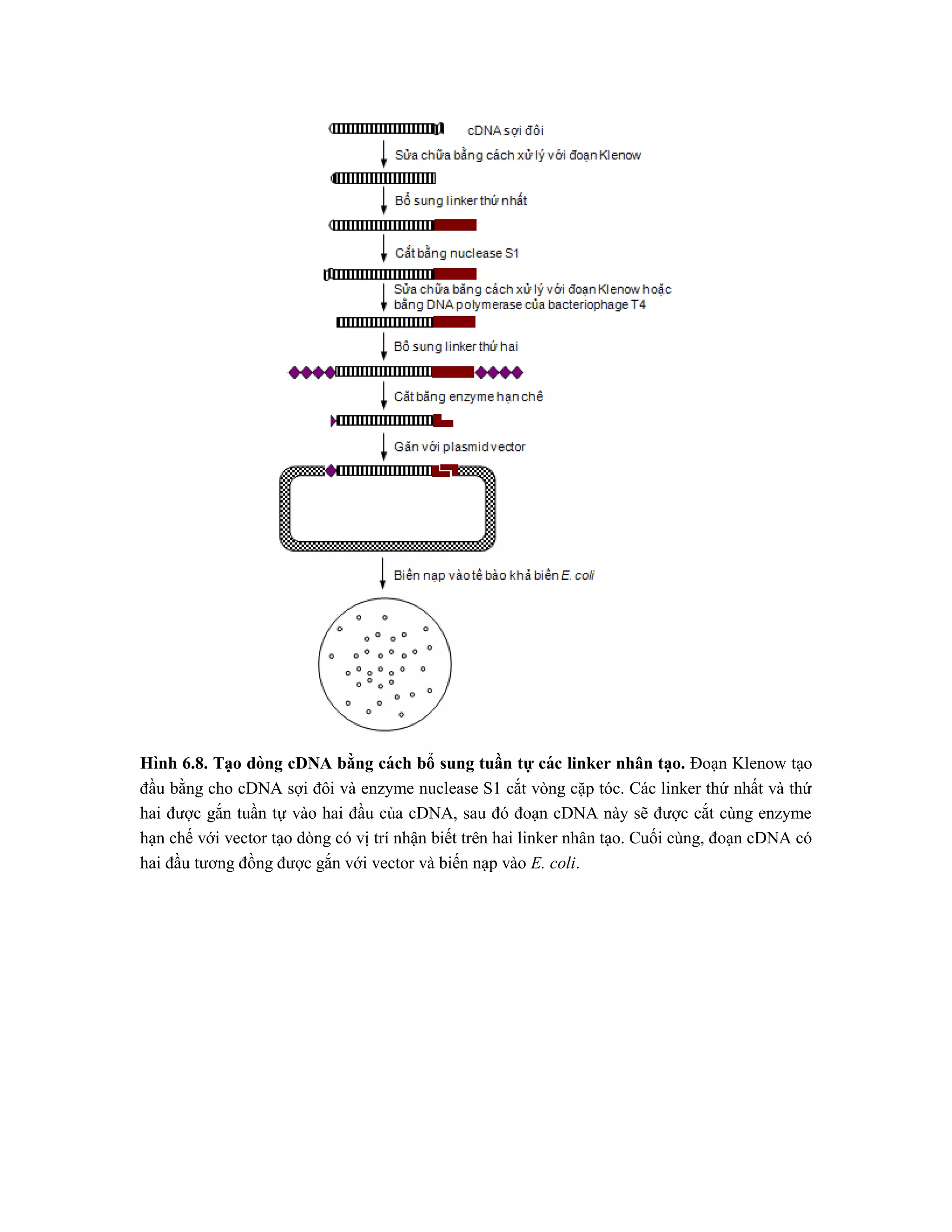 Hình 6.8. Tạo dòng cDNA bằng cách bổ sung tuần tự các linker nhân ta ̣o. Đoạn Klenow tạo
đầu bằng cho cDNA sợi đôi và enzyme nuclease S1 cắt vòng cặp tóc. Các linker thứ nhất và thứ
hai được gắn tuần tự vào hai đầu của cDNA, sau đó đoạn cDNA này sẽ được cắt cùng enzyme
hạn chế với vector tạo dòng có vị trí nhận biết trên hai linker nhân tạo. Cuối cùng, đoạn cDNA có
hai đầu tương đồng được gắn với vector và biến nạp vào E. coli.
 