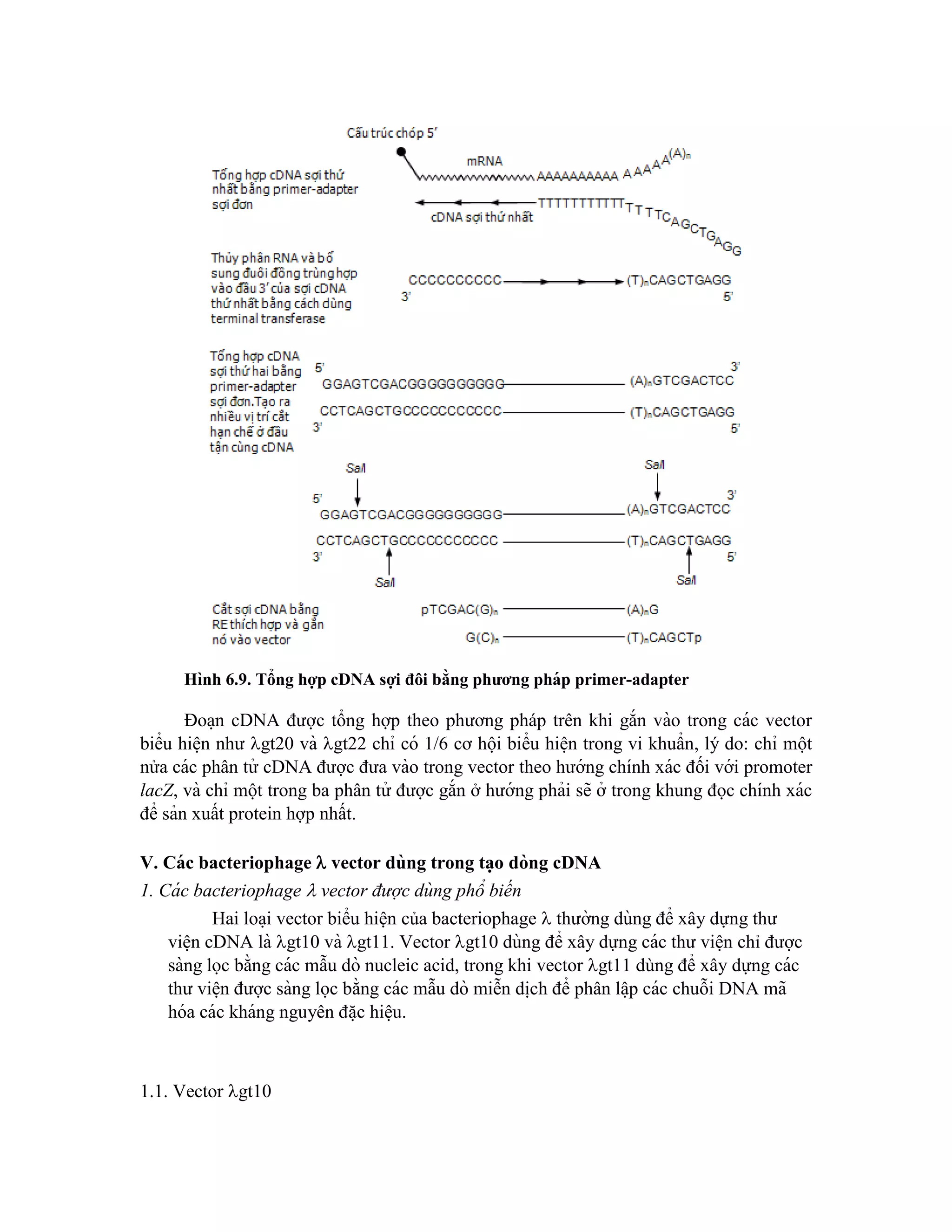 Hình 6.9. Tổng hợp cDNA sợi đôi bằng phương pháp primer-adapter
Đoa ̣n cDNA được tổng hợp theo phương pháp trên khi gắn vào trong các vector
biểu hiê ̣n như gt20 và gt22 chỉ có 1/6 cơ hội biểu hiê ̣n trong vi khuẩn, lý do: chỉ một
nửa các phân tử cDNA được đưa vào trong vector theo hướng chính xác đối với promoter
lacZ, và chỉ một trong ba phân tử được gắn ở hướng phải sẽ ở trong khung đọc chính xác
để sản xuất protein hợp nhất.
V. Các bacteriophage  vector dùng trong ta ̣o dòng cDNA
1. Cá c bacteriophage  vector được dùng phổ biến
Hai loa ̣i vector biểu hiện của bacteriophage  thường dùng để xây dựng thư
viê ̣n cDNA là gt10 và gt11. Vector gt10 dùng để xây dựng các thư viê ̣n chỉ được
sàng lọc bằng các mẫu dò nucleic acid, trong khi vector gt11 dùng để xây dựng các
thư viê ̣n được sàng lọc bằng các mẫu dò miễn di ̣
ch để phân lâ ̣p các chuỗi DNA mã
hóa các kháng nguyên đă ̣c hiê ̣u.
1.1. Vector gt10
 