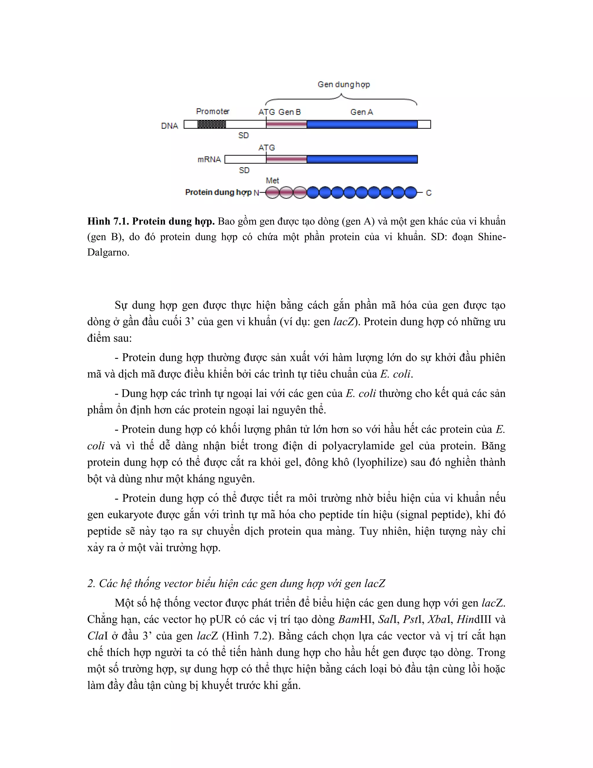Hình 7.1. Protein dung hợp. Bao gồm gen được tạo dòng (gen A) và một gen khác của vi khuẩn
(gen B), do đó protein dung hợp có chứa một phần protein của vi khuẩn. SD: đoạn Shine-
Dalgarno.
Sự dung hợp gen được thực hiện bằng cách gắn phần mã hóa của gen được tạo
dòng ở gần đầu cuối 3’ của gen vi khuẩn (ví dụ: gen lacZ). Protein dung hợp có những ưu
điểm sau:
- Protein dung hợp thường được sản xuất với hàm lượng lớn do sự khởi đầu phiên
mã và dịch mã được điều khiển bởi các trình tự tiêu chuẩn của E. coli.
- Dung hợp các trình tự ngoại lai với các gen của E. coli thường cho kết quả các sản
phẩm ổn định hơn các protein ngoại lai nguyên thể.
- Protein dung hợp có khối lượng phân tử lớn hơn so với hầu hết các protein của E.
coli và vì thế dễ dàng nhận biết trong điện di polyacrylamide gel của protein. Băng
protein dung hợp có thể được cắt ra khỏi gel, đông khô (lyophilize) sau đó nghiền thành
bột và dùng như một kháng nguyên.
- Protein dung hợp có thể được tiết ra môi trường nhờ biểu hiê ̣n của vi khuẩn nếu
gen eukaryote được gắn với trình tự mã hóa cho peptide tín hiê ̣u (signal peptide), khi đó
peptide sẽ này ta ̣o ra sự chuyển di ̣
ch protein qua màng. Tuy nhiên, hiê ̣n tượng này chỉ
xảy ra ở một vài trường hợp.
2. Các hệ thống vector biểu hiện các gen dung hợp với gen lacZ
Một số hệ thống vector được phát triển để biểu hiện các gen dung hợp với gen lacZ.
Chẳng hạn, các vector họ pUR có các vị trí tạo dòng BamHI, SalI, PstI, XbaI, HindIII và
ClaI ở đầu 3’ của gen lacZ (Hình 7.2). Bằng cách chọn lựa các vector và vị trí cắt hạn
chế thích hợp người ta có thể tiến hành dung hợp cho hầu hết gen được tạo dòng. Trong
một số trường hợp, sự dung hợp có thể thực hiện bằng cách loại bỏ đầu tận cùng lồi hoặc
làm đầy đầu tận cùng bị khuyết trước khi gắn.
 