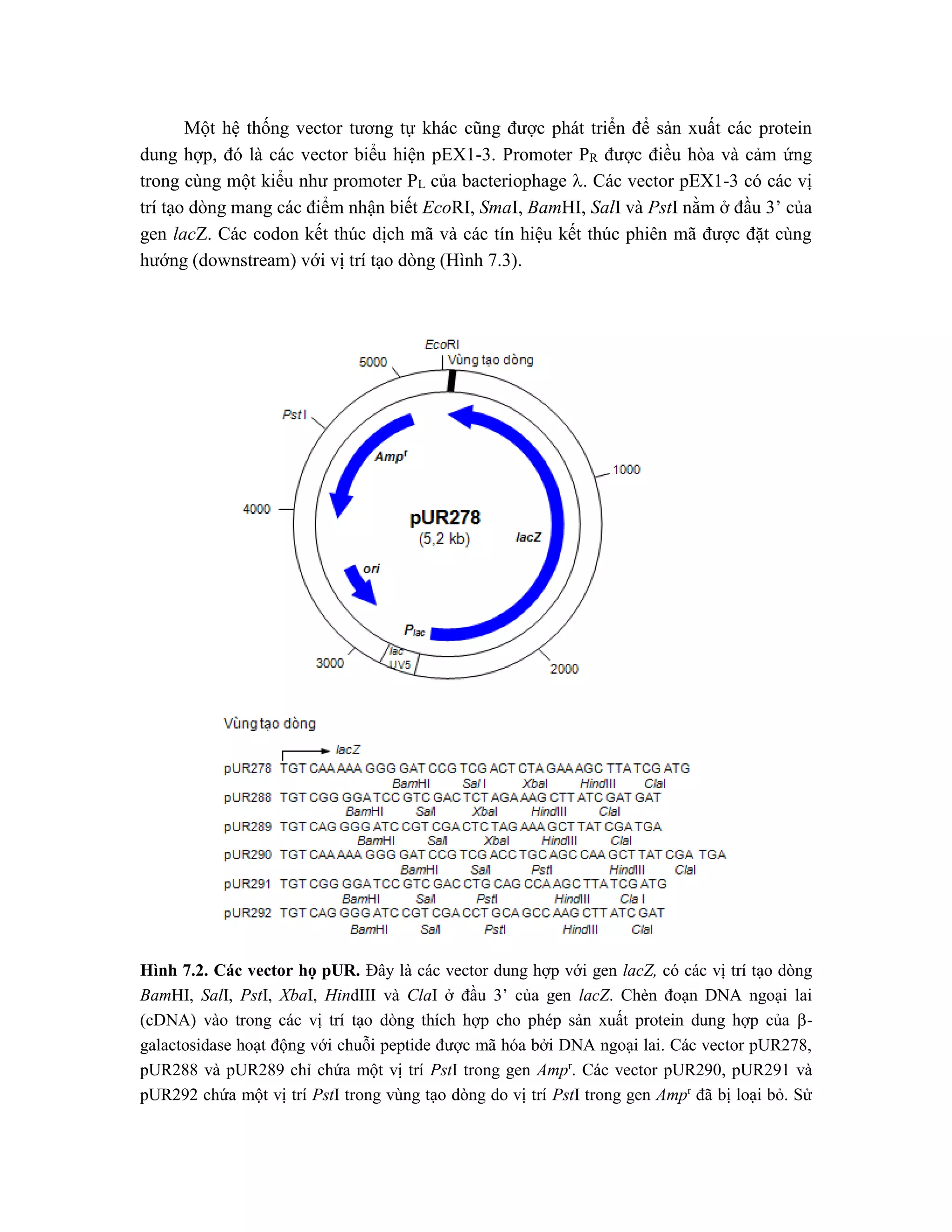 Một hệ thống vector tương tự khác cũng được phát triển để sản xuất các protein
dung hợp, đó là các vector biểu hiện pEX1-3. Promoter PR được điều hòa và cảm ứng
trong cùng một kiểu như promoter PL của bacteriophage . Các vector pEX1-3 có các vị
trí tạo dòng mang các điểm nhận biết EcoRI, SmaI, BamHI, SalI và PstI nằm ở đầu 3’ của
gen lacZ. Các codon kết thúc dịch mã và các tín hiệu kết thúc phiên mã được đặt cùng
hướng (downstream) với vị trí tạo dòng (Hình 7.3).
Hình 7.2. Các vector họ pUR. Đây là các vector dung hợp với gen lacZ, có các vị trí tạo dòng
BamHI, SalI, PstI, XbaI, HindIII và ClaI ở đầu 3’ của gen lacZ. Chèn đoạn DNA ngoại lai
(cDNA) vào trong các vị trí tạo dòng thích hợp cho phép sản xuất protein dung hợp của -
galactosidase hoạt động với chuỗi peptide được mã hóa bởi DNA ngoại lai. Các vector pUR278,
pUR288 và pUR289 chỉ chứa một vị trí PstI trong gen Ampr
. Các vector pUR290, pUR291 và
pUR292 chứa một vị trí PstI trong vùng tạo dòng do vị trí PstI trong gen Ampr
đã bị loại bỏ. Sử
 
