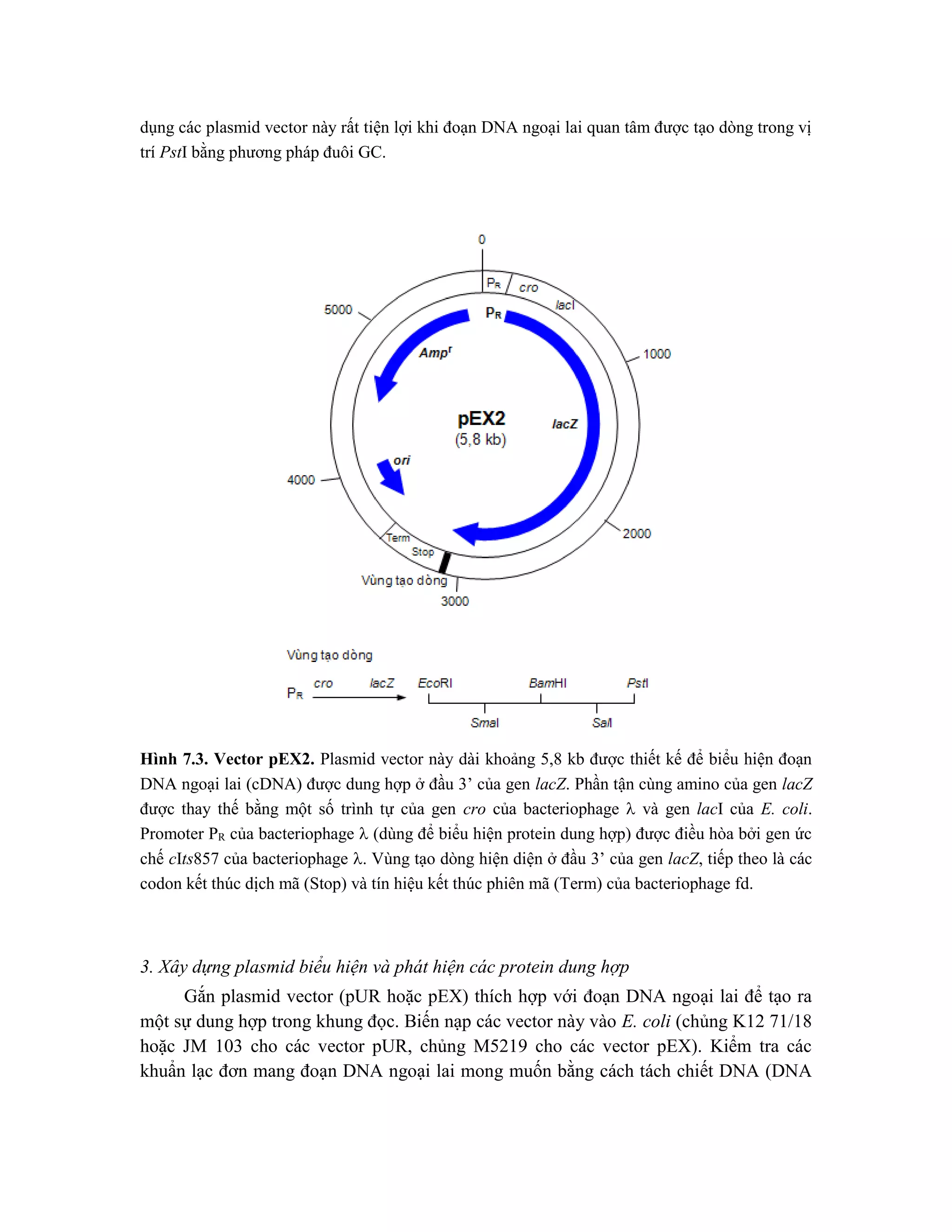 dụng các plasmid vector này rất tiện lợi khi đoạn DNA ngoại lai quan tâm được tạo dòng trong vị
trí PstI bằng phương pháp đuôi GC.
Hình 7.3. Vector pEX2. Plasmid vector này dài khoảng 5,8 kb được thiết kế để biểu hiện đoạn
DNA ngoại lai (cDNA) được dung hợp ở đầu 3’ của gen lacZ. Phần tận cùng amino của gen lacZ
được thay thế bằng một số trình tự của gen cro của bacteriophage  và gen lacI của E. coli.
Promoter PR của bacteriophage  (dùng để biểu hiện protein dung hợp) được điều hòa bởi gen ức
chế cIts857 của bacteriophage . Vùng tạo dòng hiện diện ở đầu 3’ của gen lacZ, tiếp theo là các
codon kết thúc dịch mã (Stop) và tín hiệu kết thúc phiên mã (Term) của bacteriophage fd.
3. Xây dựng plasmid biểu hiện và phát hiện các protein dung hợp
Gắn plasmid vector (pUR hoặc pEX) thích hợp với đoạn DNA ngoại lai để tạo ra
một sự dung hợp trong khung đọc. Biến nạp các vector này vào E. coli (chủng K12 71/18
hoặc JM 103 cho các vector pUR, chủng M5219 cho các vector pEX). Kiểm tra các
khuẩn lạc đơn mang đoạn DNA ngoại lai mong muốn bằng cách tách chiết DNA (DNA
 
