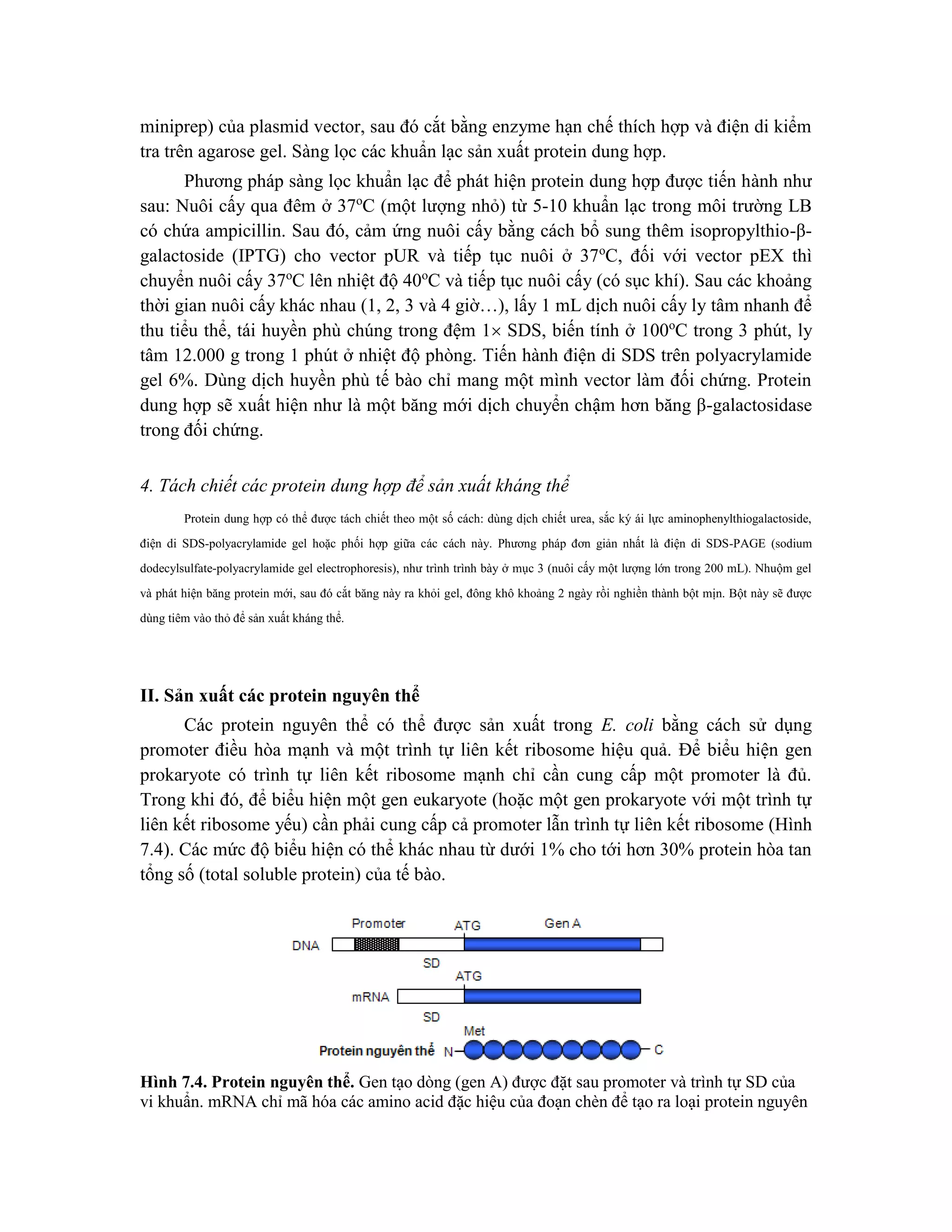 miniprep) của plasmid vector, sau đó cắt bằng enzyme hạn chế thích hợp và điện di kiểm
tra trên agarose gel. Sàng lọc các khuẩn lạc sản xuất protein dung hợp.
Phương pháp sàng lọc khuẩn lạc để phát hiện protein dung hợp được tiến hành như
sau: Nuôi cấy qua đêm ở 37o
C (một lượng nhỏ) từ 5-10 khuẩn lạc trong môi trường LB
có chứa ampicillin. Sau đó, cảm ứng nuôi cấy bằng cách bổ sung thêm isopropylthio-β-
galactoside (IPTG) cho vector pUR và tiếp tục nuôi ở 37o
C, đối với vector pEX thì
chuyển nuôi cấy 37o
C lên nhiệt độ 40o
C và tiếp tục nuôi cấy (có sục khí). Sau các khoảng
thời gian nuôi cấy khác nhau (1, 2, 3 và 4 giờ…), lấy 1 mL dịch nuôi cấy ly tâm nhanh để
thu tiểu thể, tái huyền phù chúng trong đệm 1 SDS, biến tính ở 100o
C trong 3 phút, ly
tâm 12.000 g trong 1 phút ở nhiệt độ phòng. Tiến hành điện di SDS trên polyacrylamide
gel 6%. Dùng dịch huyền phù tế bào chỉ mang một mình vector làm đối chứng. Protein
dung hợp sẽ xuất hiện như là một băng mới dịch chuyển chậm hơn băng β-galactosidase
trong đối chứng.
4. Tách chiết các protein dung hợp để sản xuất kháng thể
Protein dung hợp có thể được tách chiết theo một số cách: dùng dịch chiết urea, sắc ký ái lực aminophenylthiogalactoside,
điện di SDS-polyacrylamide gel hoặc phối hợp giữa các cách này. Phương pháp đơn giản nhất là điện di SDS-PAGE (sodium
dodecylsulfate-polyacrylamide gel electrophoresis), như trình trình bày ở mục 3 (nuôi cấy một lượng lớn trong 200 mL). Nhuộm gel
và phát hiện băng protein mới, sau đó cắt băng này ra khỏi gel, đông khô khoảng 2 ngày rồi nghiền thành bột mịn. Bột này sẽ được
dùng tiêm vào thỏ để sản xuất kháng thể.
II. Sản xuất các protein nguyên thể
Các protein nguyên thể có thể được sản xuất trong E. coli bằng cách sử dụng
promoter điều hòa mạnh và một trình tự liên kết ribosome hiệu quả. Để biểu hiện gen
prokaryote có trình tự liên kết ribosome mạnh chỉ cần cung cấp một promoter là đủ.
Trong khi đó, để biểu hiện một gen eukaryote (hoặc một gen prokaryote với một trình tự
liên kết ribosome yếu) cần phải cung cấp cả promoter lẫn trình tự liên kết ribosome (Hình
7.4). Các mức độ biểu hiện có thể khác nhau từ dưới 1% cho tới hơn 30% protein hòa tan
tổng số (total soluble protein) của tế bào.
Hình 7.4. Protein nguyên thể. Gen tạo dòng (gen A) được đặt sau promoter và trình tự SD của
vi khuẩn. mRNA chỉ mã hóa các amino acid đặc hiệu của đoạn chèn để tạo ra loại protein nguyên
 