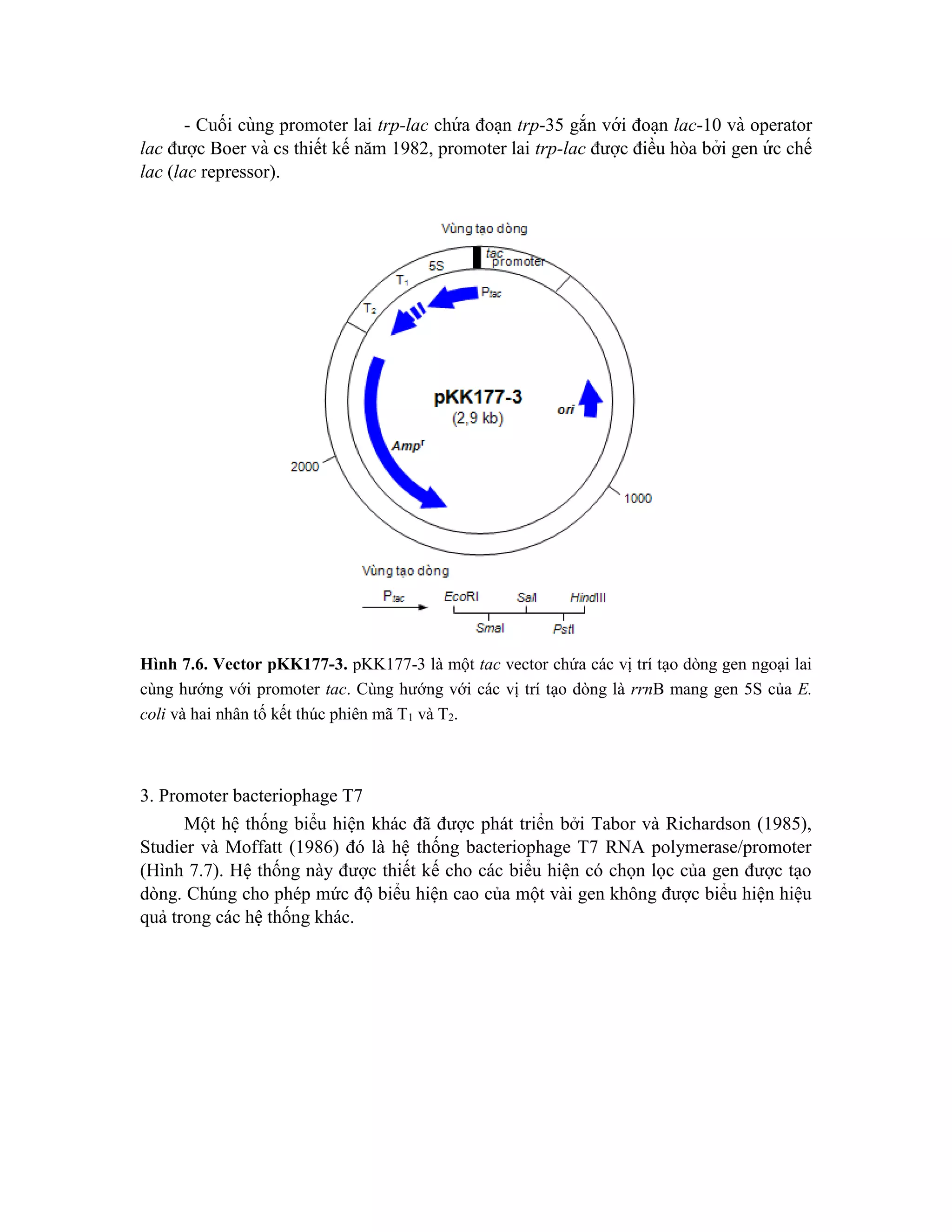 - Cuối cùng promoter lai trp-lac chứ a đoa ̣n trp-35 gắn với đoa ̣n lac-10 và operator
lac được Boer và cs thiết kế năm 1982, promoter lai trp-lac được điều hòa bởi gen ứ c chế
lac (lac repressor).
Hình 7.6. Vector pKK177-3. pKK177-3 là một tac vector chứa các vị trí tạo dòng gen ngoại lai
cùng hướng với promoter tac. Cùng hướng với các vị trí tạo dòng là rrnB mang gen 5S của E.
coli và hai nhân tố kết thúc phiên mã T1 và T2.
3. Promoter bacteriophage T7
Một hệ thống biểu hiện khác đã được phát triển bởi Tabor và Richardson (1985),
Studier và Moffatt (1986) đó là hệ thống bacteriophage T7 RNA polymerase/promoter
(Hình 7.7). Hệ thống này được thiết kế cho các biểu hiện có chọn lọc của gen được tạo
dòng. Chúng cho phép mức độ biểu hiện cao của một vài gen không được biểu hiện hiệu
quả trong các hệ thống khác.
 