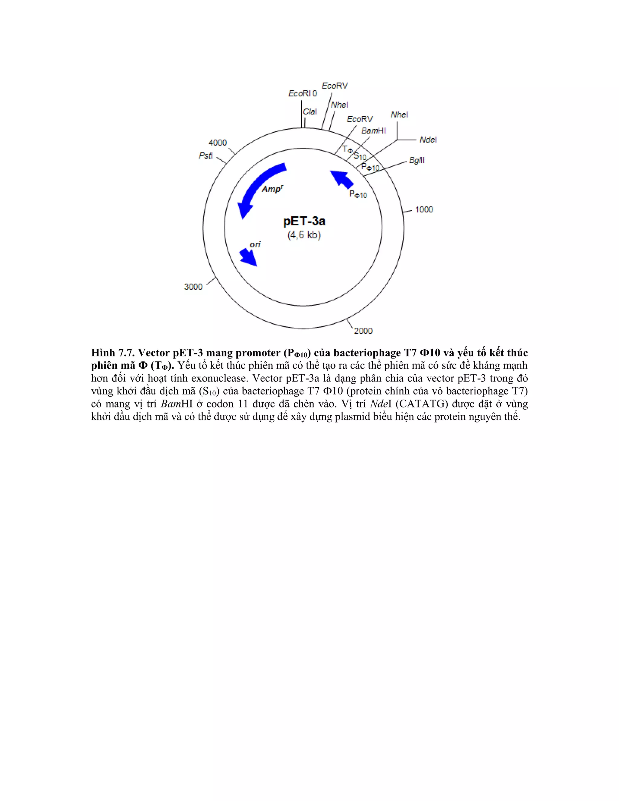 Hình 7.7. Vector pET-3 mang promoter (PФ10) của bacteriophage T7 Ф10 và yếu tố kết thúc
phiên mã Ф (TФ). Yếu tố kết thúc phiên mã có thể tạo ra các thể phiên mã có sức đề kháng mạnh
hơn đối với hoạt tính exonuclease. Vector pET-3a là dạng phân chia của vector pET-3 trong đó
vùng khởi đầu dịch mã (S10) của bacteriophage T7 Ф10 (protein chính của vỏ bacteriophage T7)
có mang vị trí BamHI ở codon 11 được đã chèn vào. Vị trí NdeI (CATATG) được đặt ở vùng
khởi đầu dịch mã và có thể được sử dụng để xây dựng plasmid biểu hiện các protein nguyên thể.
 