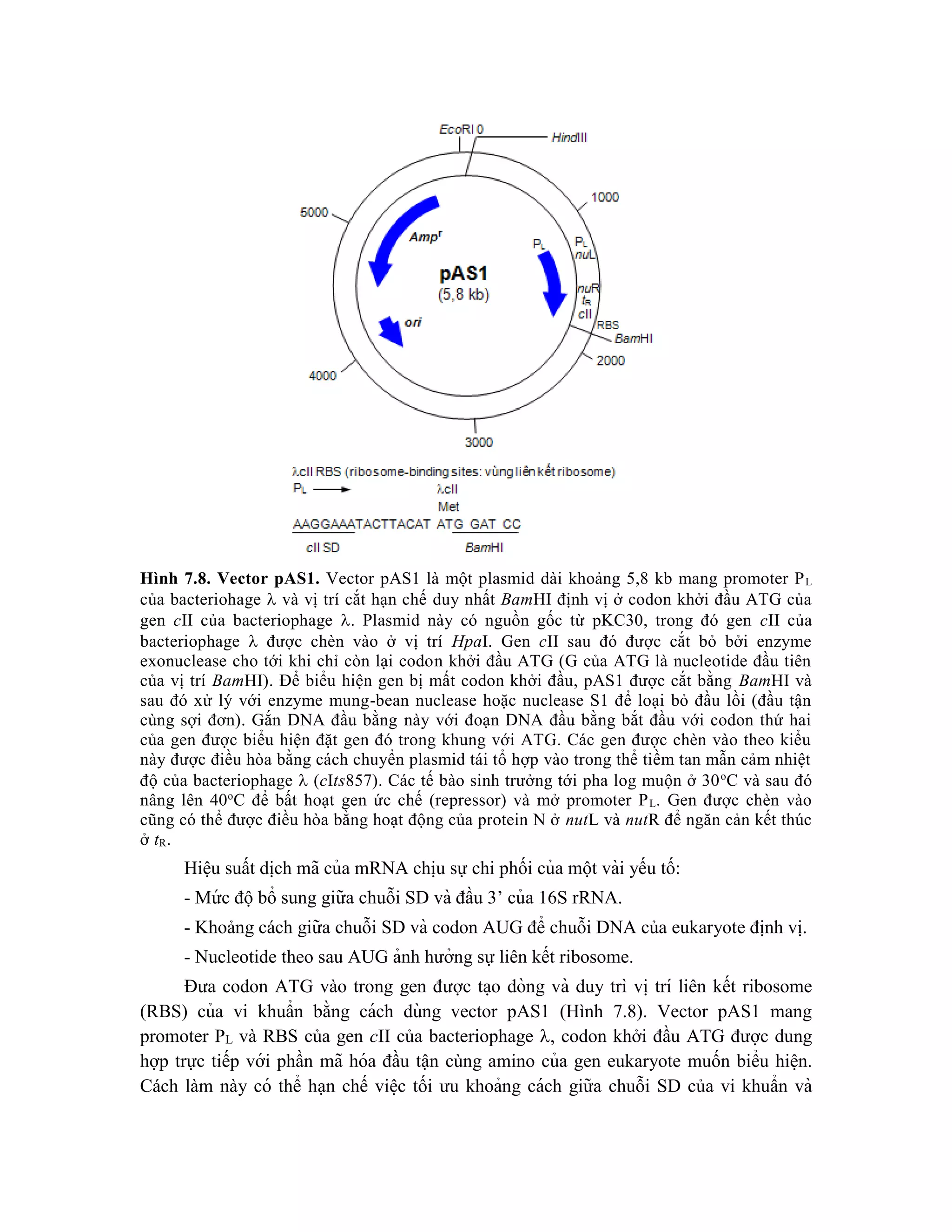 Hình 7.8. Vector pAS1. Vector pAS1 là một plasmid dài khoảng 5,8 kb mang promoter PL
của bacteriohage  và vị trí cắt hạn chế duy nhất BamHI định vị ở codon khởi đầu ATG của
gen cII của bacteriophage . Plasmid này có nguồn gốc từ pKC30, trong đó gen cII của
bacteriophage  được chèn vào ở vị trí HpaI. Gen cII sau đó được cắt bỏ bởi enzyme
exonuclease cho tới khi chỉ còn lại codon khởi đầu ATG (G của ATG là nucleotide đầu tiên
của vị trí BamHI). Để biểu hiện gen bị mất codon khởi đầu, pAS1 được cắt bằng BamHI và
sau đó xử lý với enzyme mung-bean nuclease hoặc nuclease S1 để loại bỏ đầu lồi (đầu tận
cùng sợi đơn). Gắn DNA đầu bằng này với đoạn DNA đầu bằng bắt đầu với codon thứ hai
của gen được biểu hiện đặt gen đó trong khung với ATG. Các gen được chèn vào theo kiểu
này được điều hòa bằng cách chuyển plasmid tái tổ hợp vào trong thể tiềm tan mẫn cảm nhiệt
độ của bacteriophage  (cIts857). Các tế bào sinh trưởng tới pha log muộn ở 30o
C và sau đó
nâng lên 40o
C để bất hoạt gen ức chế (repressor) và mở promoter PL. Gen được chèn vào
cũng có thể được điều hòa bằng hoạt động của protein N ở nutL và nutR để ngăn cản kết thúc
ở tR.
Hiê ̣u suất di ̣
ch mã của mRNA chi ̣
u sự chi phối của một vài yếu tố:
- Mứ c độbổ sung giữa chuỗi SD và đầu 3’ của 16S rRNA.
- Khoảng cách giữa chuỗi SD và codon AUG để chuỗi DNA của eukaryote định vị.
- Nucleotide theo sau AUG ảnh hưởng sự liên kết ribosome.
Đưa codon ATG vào trong gen được ta ̣o dòng và duy trì vi ̣trí liên kết ribosome
(RBS) của vi khuẩn bằng cách dùng vector pAS1 (Hình 7.8). Vector pAS1 mang
promoter PL và RBS của gen cII của bacteriophage , codon khởi đầu ATG được dung
hợp trực tiếp với phần mã hóa đầu tận cùng amino của gen eukaryote muốn biểu hiê ̣n.
Cách làm này có thể hạn chế viê ̣c tối ưu khoảng cách giữa chuỗi SD của vi khuẩn và
 