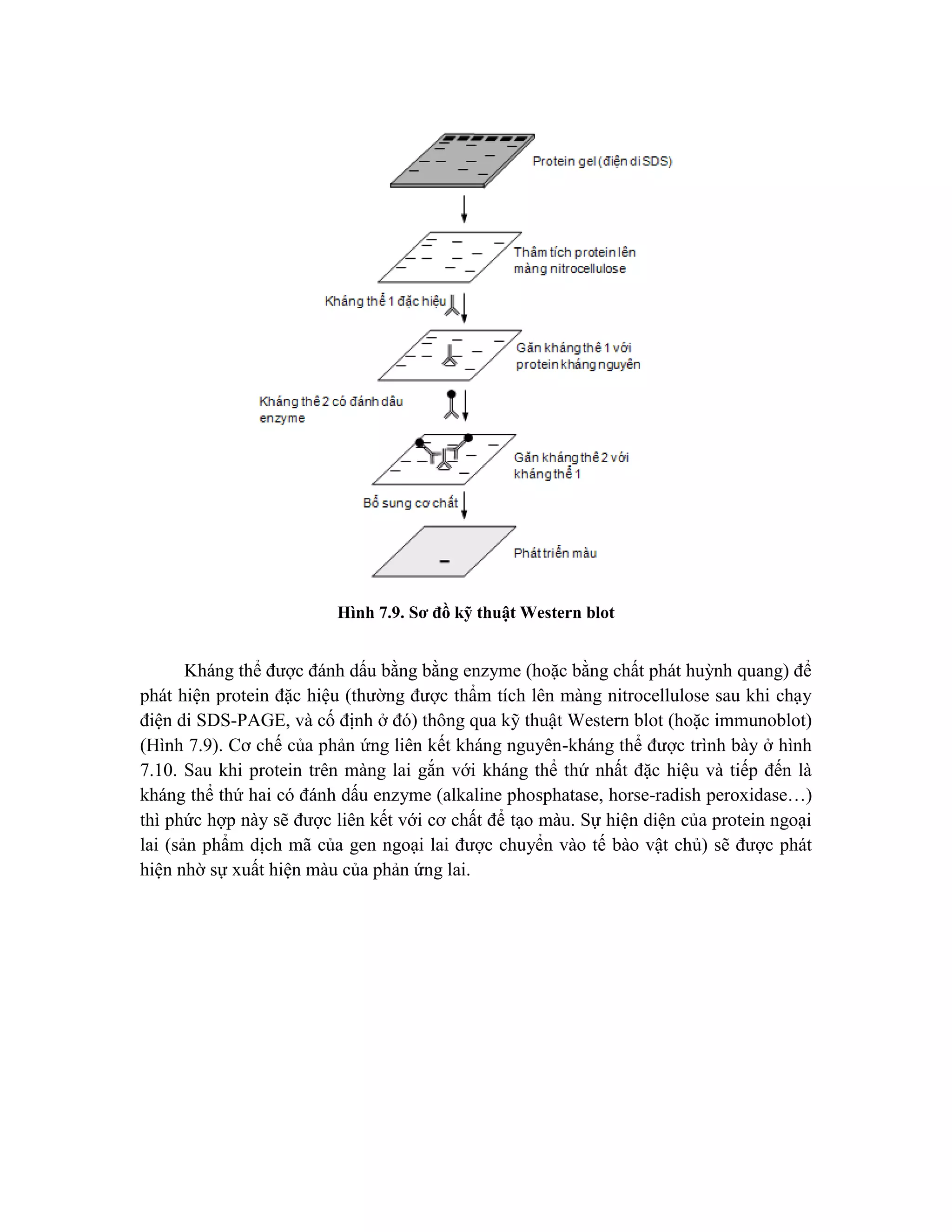 Hình 7.9. Sơ đồ kỹ thuật Western blot
Kháng thể được đánh dấu bằng bằng enzyme (hoặc bằng chất phát huỳnh quang) để
phát hiện protein đặc hiệu (thường được thẩm tích lên màng nitrocellulose sau khi chạy
điện di SDS-PAGE, và cố định ở đó) thông qua kỹ thuật Western blot (hoặc immunoblot)
(Hình 7.9). Cơ chế của phản ứng liên kết kháng nguyên-kháng thể được trình bày ở hình
7.10. Sau khi protein trên màng lai gắn với kháng thể thứ nhất đặc hiệu và tiếp đến là
kháng thể thứ hai có đánh dấu enzyme (alkaline phosphatase, horse-radish peroxidase…)
thì phức hợp này sẽ được liên kết với cơ chất để tạo màu. Sự hiện diện của protein ngoại
lai (sản phẩm dịch mã của gen ngoại lai được chuyển vào tế bào vật chủ) sẽ được phát
hiện nhờ sự xuất hiện màu của phản ứng lai.
 