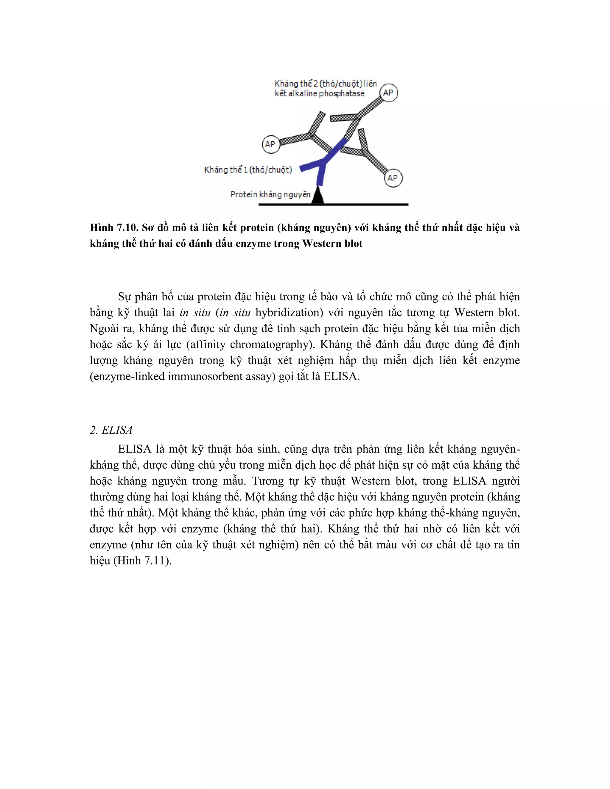 Hình 7.10. Sơ đồ mô tả liên kết protein (kháng nguyên) với kháng thể thứ nhất đặc hiệu và
kháng thể thứ hai có đánh dấu enzyme trong Western blot
Sự phân bố của protein đặc hiệu trong tế bào và tổ chức mô cũng có thể phát hiện
bằng kỹ thuật lai in situ (in situ hybridization) với nguyên tắc tương tự Western blot.
Ngoài ra, kháng thể được sử dụng để tinh sạch protein đặc hiệu bằng kết tủa miễn dịch
hoặc sắc ký ái lực (affinity chromatography). Kháng thể đánh dấu được dùng để định
lượng kháng nguyên trong kỹ thuật xét nghiệm hấp thụ miễn dịch liên kết enzyme
(enzyme-linked immunosorbent assay) gọi tắt là ELISA.
2. ELISA
ELISA là một kỹ thuật hóa sinh, cũng dựa trên phản ứng liên kết kháng nguyên-
kháng thể, được dùng chủ yếu trong miễn dịch học để phát hiện sự có mặt của kháng thể
hoặc kháng nguyên trong mẫu. Tương tự kỹ thuật Western blot, trong ELISA người
thường dùng hai loại kháng thể. Một kháng thể đặc hiệu với kháng nguyên protein (kháng
thể thứ nhất). Một kháng thể khác, phản ứng với các phức hợp kháng thể-kháng nguyên,
được kết hợp với enzyme (kháng thể thứ hai). Kháng thể thứ hai nhờ có liên kết với
enzyme (như tên của kỹ thuật xét nghiệm) nên có thể bắt màu với cơ chất để tạo ra tín
hiệu (Hình 7.11).
 