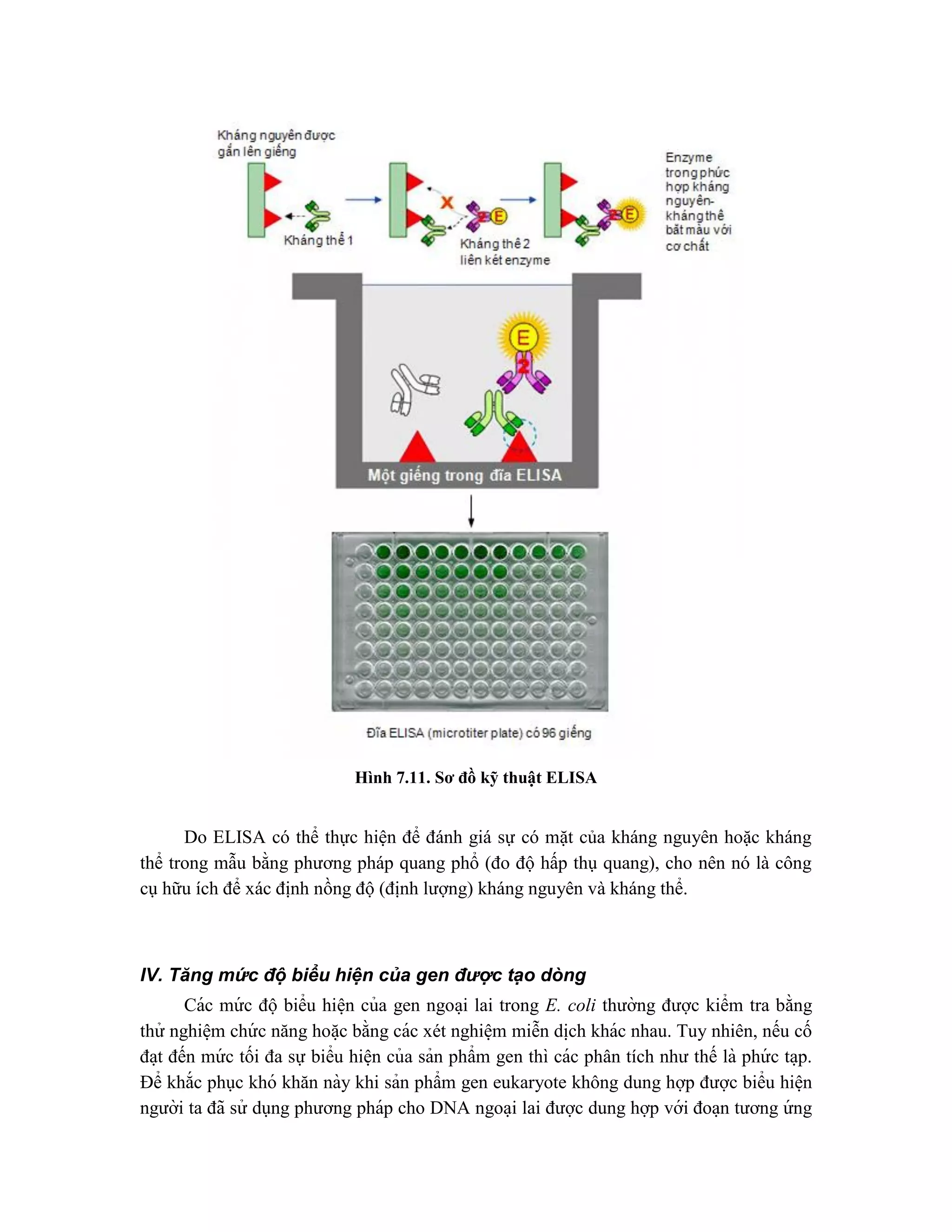 Hình 7.11. Sơ đồ kỹ thuật ELISA
Do ELISA có thể thực hiện để đánh giá sự có mặt của kháng nguyên hoặc kháng
thể trong mẫu bằng phương pháp quang phổ (đo độ hấp thụ quang), cho nên nó là công
cụ hữu ích để xác định nồng độ (định lượng) kháng nguyên và kháng thể.
IV. Tăng mức độ biểu hiện của gen được tạo dòng
Các mứ c độ biểu hiê ̣n của gen ngoa ̣i lai trong E. coli thường được kiểm tra bằng
thử nghiê ̣m chứ c năng hoă ̣c bằng các xét nghiê ̣m miễn di ̣
ch khác nhau. Tuy nhiên, nếu cố
đa ̣t đến mứ c tối đa sự biểu hiê ̣n của sản phẩm gen thì các phân tích như thế là phứ c ta ̣p.
Để khắc phục khó khăn này khi sản phẩm gen eukaryote không dung hợp được biểu hiê ̣n
người ta đã sử dụng phương pháp cho DNA ngoa ̣i lai được dung hợp với đoa ̣n tương ứ ng
 