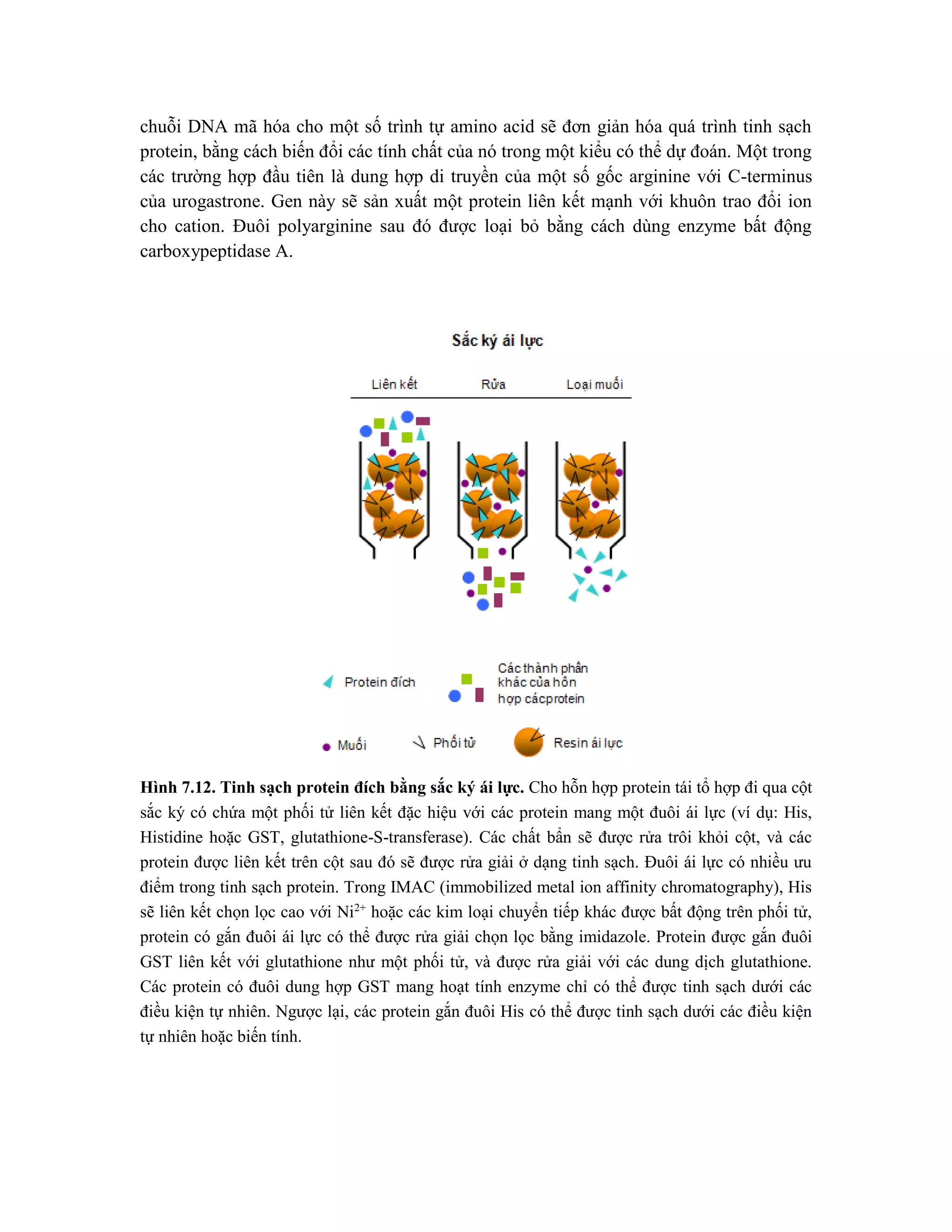 chuỗi DNA mã hóa cho một số trình tự amino acid sẽ đơn giản hóa quá trình tinh sạch
protein, bằng cách biến đổi các tính chất của nó trong một kiểu có thể dự đoán. Một trong
các trường hợp đầu tiên là dung hợp di truyền của một số gốc arginine với C-terminus
của urogastrone. Gen này sẽ sản xuất một protein liên kết mạnh với khuôn trao đổi ion
cho cation. Đuôi polyarginine sau đó được loại bỏ bằng cách dùng enzyme bất động
carboxypeptidase A.
Hình 7.12. Tinh sạch protein đích bằng sắc ký ái lực. Cho hỗn hợp protein tái tổ hợp đi qua cột
sắc ký có chứa một phối tử liên kết đặc hiệu với các protein mang một đuôi ái lực (ví dụ: His,
Histidine hoặc GST, glutathione-S-transferase). Các chất bẩn sẽ được rửa trôi khỏi cột, và các
protein được liên kết trên cột sau đó sẽ được rửa giải ở dạng tinh sạch. Đuôi ái lực có nhiều ưu
điểm trong tinh sạch protein. Trong IMAC (immobilized metal ion affinity chromatography), His
sẽ liên kết chọn lọc cao với Ni2+
hoặc các kim loại chuyển tiếp khác được bất động trên phối tử,
protein có gắn đuôi ái lực có thể được rửa giải chọn lọc bằng imidazole. Protein được gắn đuôi
GST liên kết với glutathione như một phối tử, và được rửa giải với các dung dịch glutathione.
Các protein có đuôi dung hợp GST mang hoạt tính enzyme chỉ có thể được tinh sạch dưới các
điều kiện tự nhiên. Ngược lại, các protein gắn đuôi His có thể được tinh sạch dưới các điều kiện
tự nhiên hoặc biến tính.
 