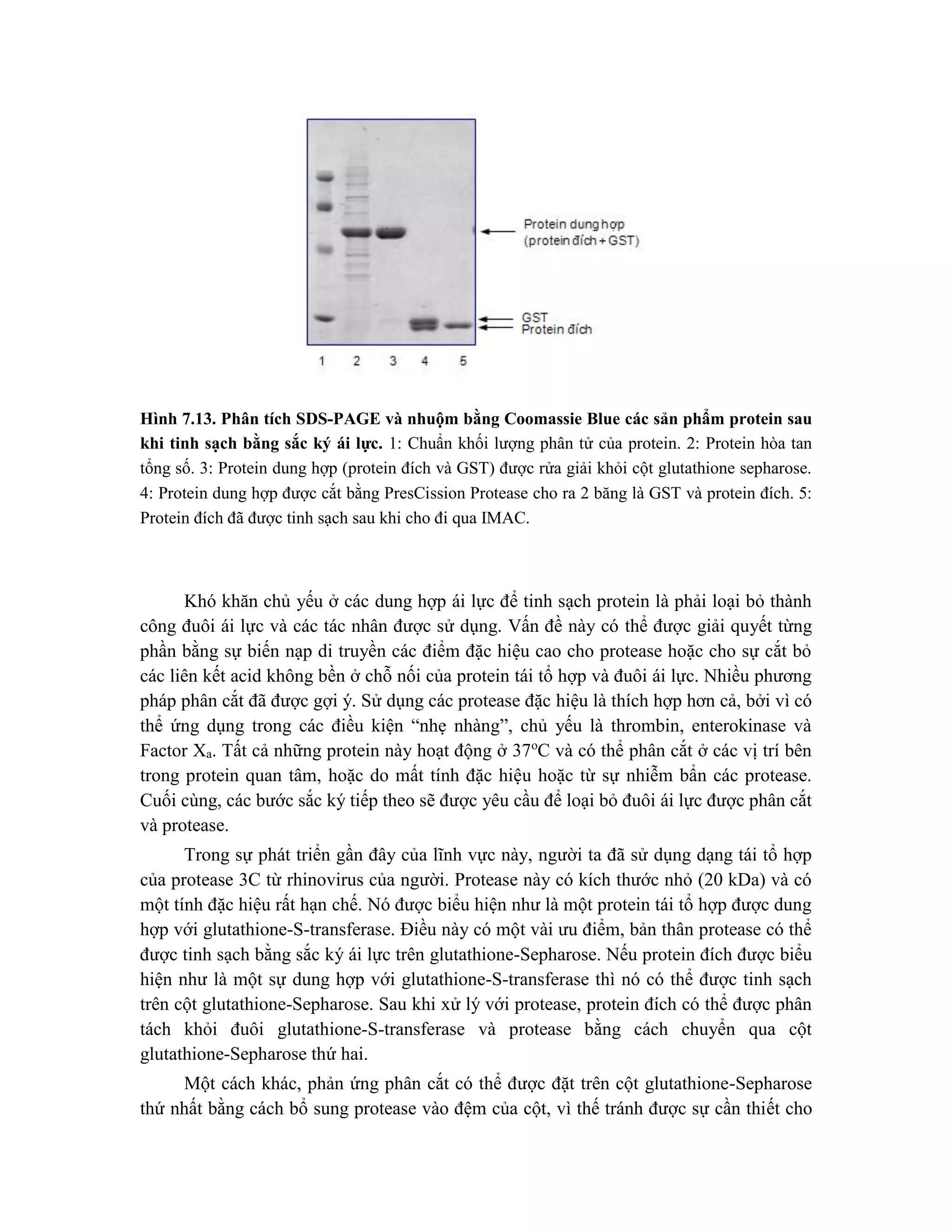 Hình 7.13. Phân tích SDS-PAGE và nhuộm bằng Coomassie Blue các sản phẩm protein sau
khi tinh sạch bằng sắc ký ái lực. 1: Chuẩn khối lượng phân tử của protein. 2: Protein hòa tan
tổng số. 3: Protein dung hợp (protein đích và GST) được rửa giải khỏi cột glutathione sepharose.
4: Protein dung hợp được cắt bằng PresCission Protease cho ra 2 băng là GST và protein đích. 5:
Protein đích đã được tinh sạch sau khi cho đi qua IMAC.
Khó khăn chủ yếu ở các dung hợp ái lực để tinh sạch protein là phải loại bỏ thành
công đuôi ái lực và các tác nhân được sử dụng. Vấn đề này có thể được giải quyết từng
phần bằng sự biến nạp di truyền các điểm đặc hiệu cao cho protease hoặc cho sự cắt bỏ
các liên kết acid không bền ở chỗ nối của protein tái tổ hợp và đuôi ái lực. Nhiều phương
pháp phân cắt đã được gợi ý. Sử dụng các protease đặc hiệu là thích hợp hơn cả, bởi vì có
thể ứng dụng trong các điều kiện “nhẹ nhàng”, chủ yếu là thrombin, enterokinase và
Factor Xa. Tất cả những protein này hoạt động ở 37o
C và có thể phân cắt ở các vị trí bên
trong protein quan tâm, hoặc do mất tính đặc hiệu hoặc từ sự nhiễm bẩn các protease.
Cuối cùng, các bước sắc ký tiếp theo sẽ được yêu cầu để loại bỏ đuôi ái lực được phân cắt
và protease.
Trong sự phát triển gần đây của lĩnh vực này, người ta đã sử dụng dạng tái tổ hợp
của protease 3C từ rhinovirus của người. Protease này có kích thước nhỏ (20 kDa) và có
một tính đặc hiệu rất hạn chế. Nó được biểu hiện như là một protein tái tổ hợp được dung
hợp với glutathione-S-transferase. Điều này có một vài ưu điểm, bản thân protease có thể
được tinh sạch bằng sắc ký ái lực trên glutathione-Sepharose. Nếu protein đích được biểu
hiện như là một sự dung hợp với glutathione-S-transferase thì nó có thể được tinh sạch
trên cột glutathione-Sepharose. Sau khi xử lý với protease, protein đích có thể được phân
tách khỏi đuôi glutathione-S-transferase và protease bằng cách chuyển qua cột
glutathione-Sepharose thứ hai.
Một cách khác, phản ứng phân cắt có thể được đặt trên cột glutathione-Sepharose
thứ nhất bằng cách bổ sung protease vào đệm của cột, vì thế tránh được sự cần thiết cho
 