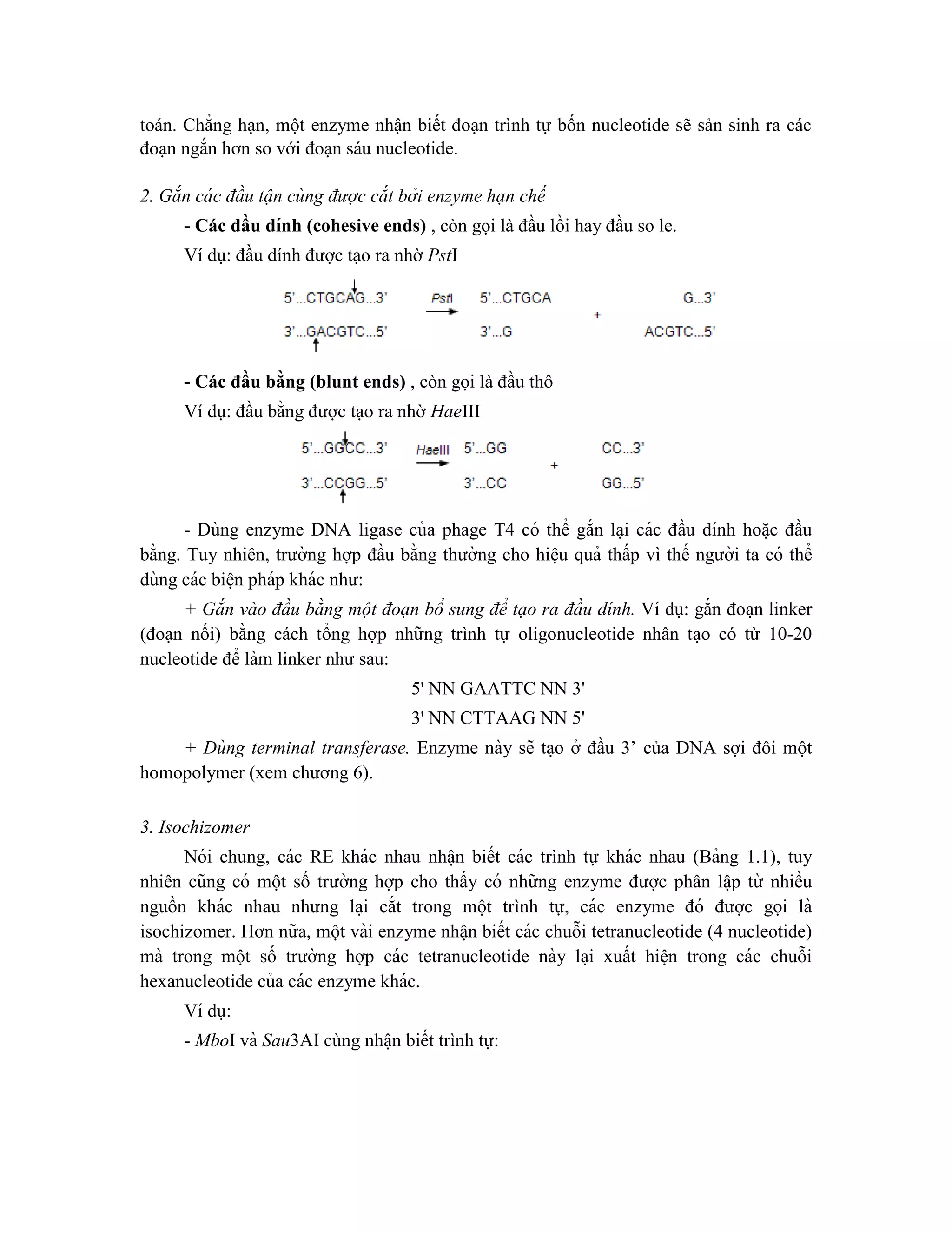 toán. Chẳng hạn, một enzyme nhận biết đoạn trình tự bốn nucleotide sẽ sản sinh ra các
đoạn ngắn hơn so với đoạn sáu nucleotide.
2. Gắn cá c đầu tận cùng được cắt bởi enzyme hạn chế
- Các đầu dính (cohesive ends) , còn gọi là đầu lồi hay đầu so le.
Ví dụ: đầu dính được tạo ra nhờ PstI
- Các đầu bằng (blunt ends) , còn gọi là đầu thô
Ví dụ: đầu bằng được tạo ra nhờ HaeIII
- Dùng enzyme DNA ligase của phage T4 có thể gắn la ̣i các đầu dính hoă ̣c đầu
bằng. Tuy nhiên, trường hợp đầu bằng thường cho hiê ̣u quả thấp vì thế người ta có thể
dùng các biê ̣n pháp khác như:
+ Gắn vào đầu bằng một đoạn bổ sung để tạo ra đầu dính. Ví dụ: gắn đoa ̣n linker
(đoạn nối) bằng cách tổng hợp những trình tự oligonucleotide nhân ta ̣o có từ 10-20
nucleotide để làm linker như sau:
5' NN GAATTC NN 3'
3' NN CTTAAG NN 5'
+ Dùng terminal transferase. Enzyme này sẽ ta ̣o ở đầu 3’ của DNA sợi đôi một
homopolymer (xem chương 6).
3. Isochizomer
Nói chung, các RE khác nhau nhâ ̣n biết các trình tự khác nhau (Bảng 1.1), tuy
nhiên cũng có một số trường hợp cho thấy có những enzyme được phân lâ ̣p từ nhiều
nguồn khác nhau nhưng la ̣i cắt trong một trình tự, các enzyme đó được gọi là
isochizomer. Hơn nữa, một vài enzyme nhâ ̣n biết các chuỗi tetranucleotide (4 nucleotide)
mà trong một số trường hợp các tetranucleotide này la ̣i xuất hiê ̣n trong các chuỗi
hexanucleotide của các enzyme khác.
Ví dụ:
- MboI và Sau3AI cùng nhâ ̣n biết trình tự:
 