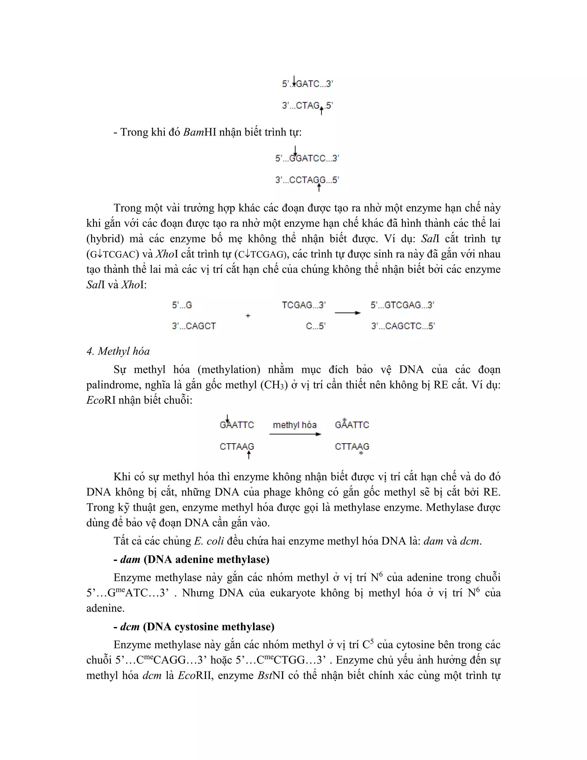 - Trong khi đó BamHI nhâ ̣n biết trình tự:
Trong một vài trường hợp khác các đoa ̣n được ta ̣o ra nhờ một enzyme hạn chế này
khi gắn với các đoa ̣n được ta ̣o ra nhờ một enzyme hạn chế khác đã hình thành các thể lai
(hybrid) mà các enzyme bố me ̣ không thể nhâ ̣n biết được. Ví dụ: SalI cắt trình tự
(GTCGAC) và XhoI cắt trình tự (CTCGAG), các trình tự được sinh ra này đã gắn với nhau
ta ̣o thành thể lai mà các vi ̣trí cắt ha ̣n chế của chúng không thể nhâ ̣n biết bởi các enzyme
SalI và XhoI:
4. Methyl hóa
Sự methyl hóa (methylation) nhằm mục đích bảo vê ̣ DNA của các đoa ̣n
palindrome, nghĩa là gắn gốc methyl (CH3) ở vi ̣trí cần thiết nên không bi ̣RE cắt. Ví dụ:
EcoRI nhâ ̣n biết chuỗi:
Khi có sự methyl hóa thì enzyme không nhâ ̣n biết được vi ̣trí cắt ha ̣n chế và do đó
DNA không bi ̣cắt, những DNA của phage không có gắn gốc methyl sẽ bi ̣cắt bởi RE.
Trong kỹ thuâ ̣t gen, enzyme methyl hóa được gọi là methylase enzyme. Methylase được
dùng để bảo vê ̣đoa ̣n DNA cần gắn vào.
Tất cả các chủng E. coli đều chứ a hai enzyme methyl hóa DNA là: dam và dcm.
- dam (DNA adenine methylase)
Enzyme methylase này gắn các nhóm methyl ở vi ̣trí N6
của adenine trong chuỗi
5’…Gme
ATC…3’ . Nhưng DNA của eukaryote không bi ̣ methyl hóa ở vi ̣ trí N6
của
adenine.
- dcm (DNA cystosine methylase)
Enzyme methylase này gắn các nhóm methyl ở vi ̣trí C5
của cytosine bên trong các
chuỗi 5’…Cme
CAGG…3’ hoă ̣c 5’…Cme
CTGG…3’ . Enzyme chủ yếu ảnh hưởng đến sự
methyl hóa dcm là EcoRII, enzyme BstNI có thể nhâ ̣n biết chính xác cùng một trình tự
 