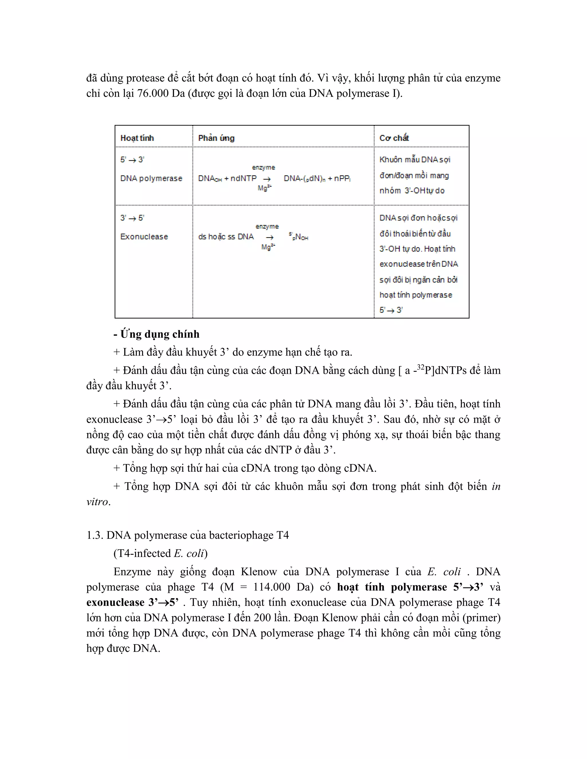 đã dùng protease để cắt bớt đoa ̣n có hoa ̣t tính đó. Vì vâ ̣y, khối lượng phân tử của enzyme
chỉ còn la ̣i 76.000 Da (được gọi là đoa ̣n lớn của DNA polymerase I).
- Ứng dụng chính
+ Làm đầy đầu khuyết 3’ do enzyme hạn chế tạo ra.
+ Đánh dấu đầu tâ ̣n cùng của các đoạn DNA bằng cách dùng [ a -32
P]dNTPs để làm
đầy đầu khuyết 3’.
+ Đánh dấu đầu tận cùng của các phân tử DNA mang đầu lồi 3’. Đầu tiên, hoạt tính
exonuclease 3’5’ loại bỏ đầu lồi 3’ để tạo ra đầu khuyết 3’. Sau đó, nhờ sự có mặt ở
nồng độ cao của một tiền chất được đánh dấu đồng vị phóng xạ, sự thoái biến bậc thang
được cân bằng do sự hợp nhất của các dNTP ở đầu 3’.
+ Tổng hợp sợi thứ hai của cDNA trong tạo dòng cDNA.
+ Tổng hợp DNA sợi đôi từ các khuôn mẫu sợi đơn trong phát sinh đột biến in
vitro.
1.3. DNA polymerase của bacteriophage T4
(T4-infected E. coli)
Enzyme này giống đoa ̣n Klenow của DNA polymerase I của E. coli . DNA
polymerase của phage T4 (M = 114.000 Da) có hoa ̣t tính polymerase 5’3’ và
exonuclease 3’5’ . Tuy nhiên, hoa ̣t tính exonuclease của DNA polymerase phage T4
lớn hơn của DNA polymerase I đến 200 lần. Đoa ̣n Klenow phải cần có đoạn mồi (primer)
mới tổng hợp DNA được, còn DNA polymerase phage T4 thì không cần mồi cũng tổng
hợp được DNA.
 