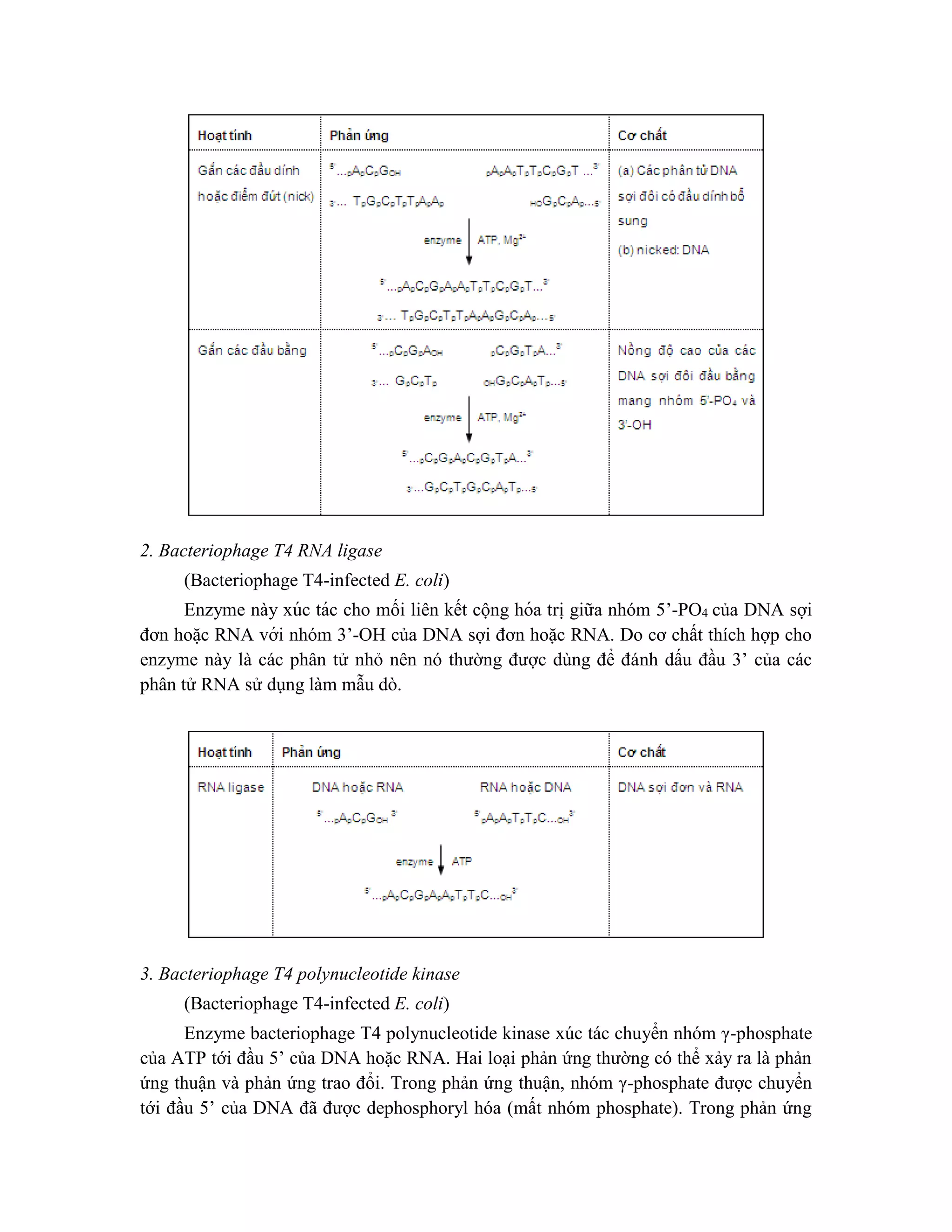 2. Bacteriophage T4 RNA ligase
(Bacteriophage T4-infected E. coli)
Enzyme này xúc tác cho mối liên kết cộng hóa tri ̣giữa nhóm 5’-PO4 của DNA sợi
đơn hoă ̣c RNA với nhóm 3’-OH của DNA sợi đơn hoặc RNA. Do cơ chất thích hợp cho
enzyme này là các phân tử nhỏ nên nó thường được dùng để đánh dấu đầu 3’ của các
phân tử RNA sử dụng làm mẫu dò.
3. Bacteriophage T4 polynucleotide kinase
(Bacteriophage T4-infected E. coli)
Enzyme bacteriophage T4 polynucleotide kinase xúc tác chuyển nhóm γ-phosphate
của ATP tới đầu 5’ của DNA hoặc RNA. Hai loại phản ứng thường có thể xảy ra là phản
ứng thuận và phản ứng trao đổi. Trong phản ứng thuận, nhóm γ-phosphate được chuyển
tới đầu 5’ của DNA đã được dephosphoryl hóa (mất nhóm phosphate). Trong phản ứng
 