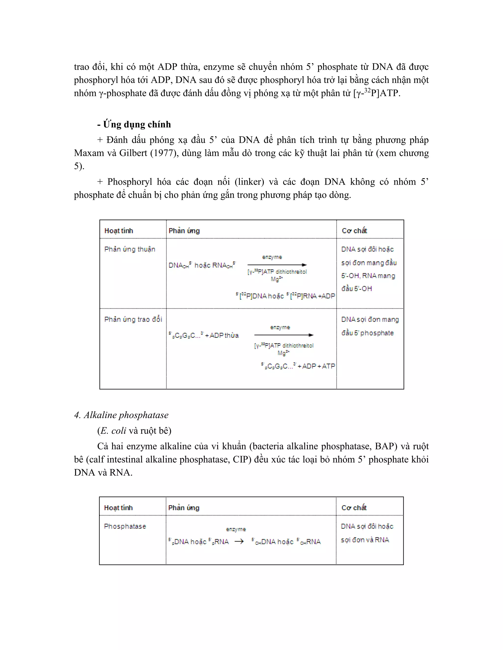 trao đổi, khi có một ADP thừa, enzyme sẽ chuyển nhóm 5’ phosphate từ DNA đã được
phosphoryl hóa tới ADP, DNA sau đó sẽ được phosphoryl hóa trở lại bằng cách nhận một
nhóm γ-phosphate đã được đánh dấu đồng vị phóng xạ từ một phân tử [γ-32
P]ATP.
- Ứng dụng chính
+ Đánh dấu phóng xạ đầu 5’ của DNA để phân tích trình tự bằng phương pháp
Maxam và Gilbert (1977), dùng làm mẫu dò trong các kỹ thuật lai phân tử (xem chương
5).
+ Phosphoryl hóa các đoạn nối (linker) và các đoạn DNA không có nhóm 5’
phosphate để chuẩn bị cho phản ứng gắn trong phương pháp tạo dòng.
4. Alkaline phosphatase
(E. coli và ruột bê)
Cả hai enzyme alkaline của vi khuẩn (bacteria alkaline phosphatase, BAP) và ruột
bê (calf intestinal alkaline phosphatase, CIP) đều xúc tác loại bỏ nhóm 5’ phosphate khỏi
DNA và RNA.
 
