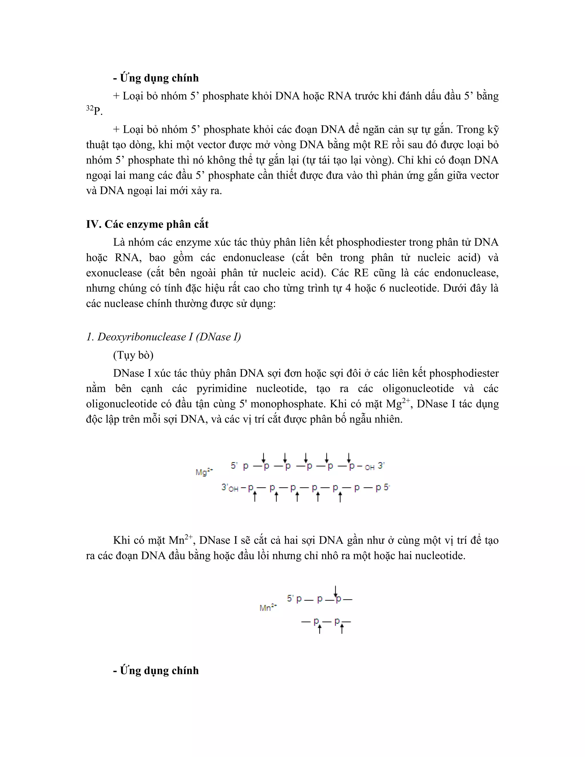 - Ứng dụng chính
+ Loại bỏ nhóm 5’ phosphate khỏi DNA hoặc RNA trước khi đánh dấu đầu 5’ bằng
32
P.
+ Loại bỏ nhóm 5’ phosphate khỏi các đoạn DNA để ngăn cản sự tự gắn. Trong kỹ
thuật tạo dòng, khi một vector được mở vòng DNA bằng một RE rồi sau đó được loại bỏ
nhóm 5’ phosphate thì nó không thể tự gắn lại (tự tái tạo lại vòng). Chỉ khi có đoạn DNA
ngoại lai mang các đầu 5’ phosphate cần thiết được đưa vào thì phản ứng gắn giữa vector
và DNA ngoại lai mới xảy ra.
IV. Các enzyme phân cắt
Là nhóm các enzyme xúc tác thủy phân liên kết phosphodiester trong phân tử DNA
hoặc RNA, bao gồm các endonuclease (cắt bên trong phân tử nucleic acid) và
exonuclease (cắt bên ngoài phân tử nucleic acid). Các RE cũng là các endonuclease,
nhưng chúng có tính đặc hiệu rất cao cho từng trình tự 4 hoặc 6 nucleotide. Dưới đây là
các nuclease chính thường được sử dụng:
1. Deoxyribonuclease I (DNase I)
(Tụy bò)
DNase I xúc tác thủy phân DNA sợi đơn hoặc sợi đôi ở các liên kết phosphodiester
nằm bên cạnh các pyrimidine nucleotide, tạo ra các oligonucleotide và các
oligonucleotide có đầu tận cùng 5' monophosphate. Khi có mặt Mg2+
, DNase I tác dụng
độc lập trên mỗi sợi DNA, và các vị trí cắt được phân bố ngẫu nhiên.
Khi có mặt Mn2+
, DNase I sẽ cắt cả hai sợi DNA gần như ở cùng một vị trí để tạo
ra các đoạn DNA đầu bằng hoặc đầu lồi nhưng chỉ nhô ra một hoặc hai nucleotide.
- Ứng dụng chính
 