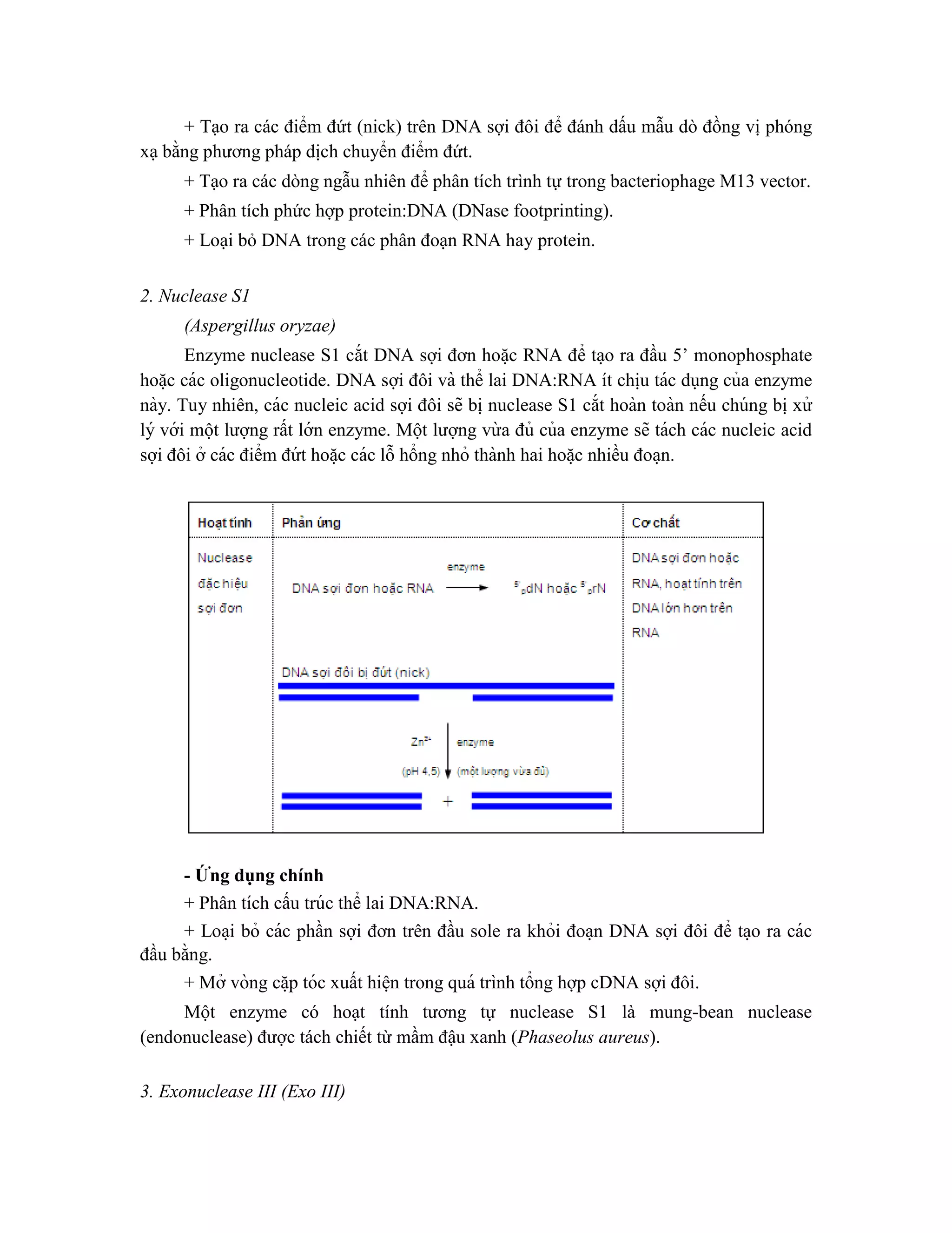 + Tạo ra các điểm đứt (nick) trên DNA sợi đôi để đánh dấu mẫu dò đồng vị phóng
xạ bằng phương pháp dịch chuyển điểm đứt.
+ Tạo ra các dòng ngẫu nhiên để phân tích trình tự trong bacteriophage M13 vector.
+ Phân tích phức hợp protein:DNA (DNase footprinting).
+ Loại bỏ DNA trong các phân đoạn RNA hay protein.
2. Nuclease S1
(Aspergillus oryzae)
Enzyme nuclease S1 cắt DNA sợi đơn hoă ̣c RNA để ta ̣o ra đầu 5’ monophosphate
hoă ̣c các oligonucleotide. DNA sợi đôi và thể lai DNA:RNA ít chi ̣
u tác dụng của enzyme
này. Tuy nhiên, các nucleic acid sợi đôi sẽ bi ̣nuclease S1 cắt hoàn toàn nếu chúng bi ̣xử
lý với một lượng rất lớn enzyme. Một lượng vừ a đủ của enzyme sẽ tách các nucleic acid
sợi đôi ở các điểm đứ t hoă ̣c các lỗ hổng nhỏ thành hai hoă ̣c nhiều đoa ̣n.
- Ứng dụng chính
+ Phân tích cấu trúc thể lai DNA:RNA.
+ Loa ̣i bỏ các phần sợi đơn trên đầu sole ra khỏi đoa ̣n DNA sợi đôi để ta ̣o ra các
đầu bằng.
+ Mở vòng că ̣p tóc xuất hiê ̣n trong quá trình tổng hợp cDNA sợi đôi.
Một enzyme có hoạt tính tương tự nuclease S1 là mung-bean nuclease
(endonuclease) được tách chiết từ mầm đậu xanh (Phaseolus aureus).
3. Exonuclease III (Exo III)
 