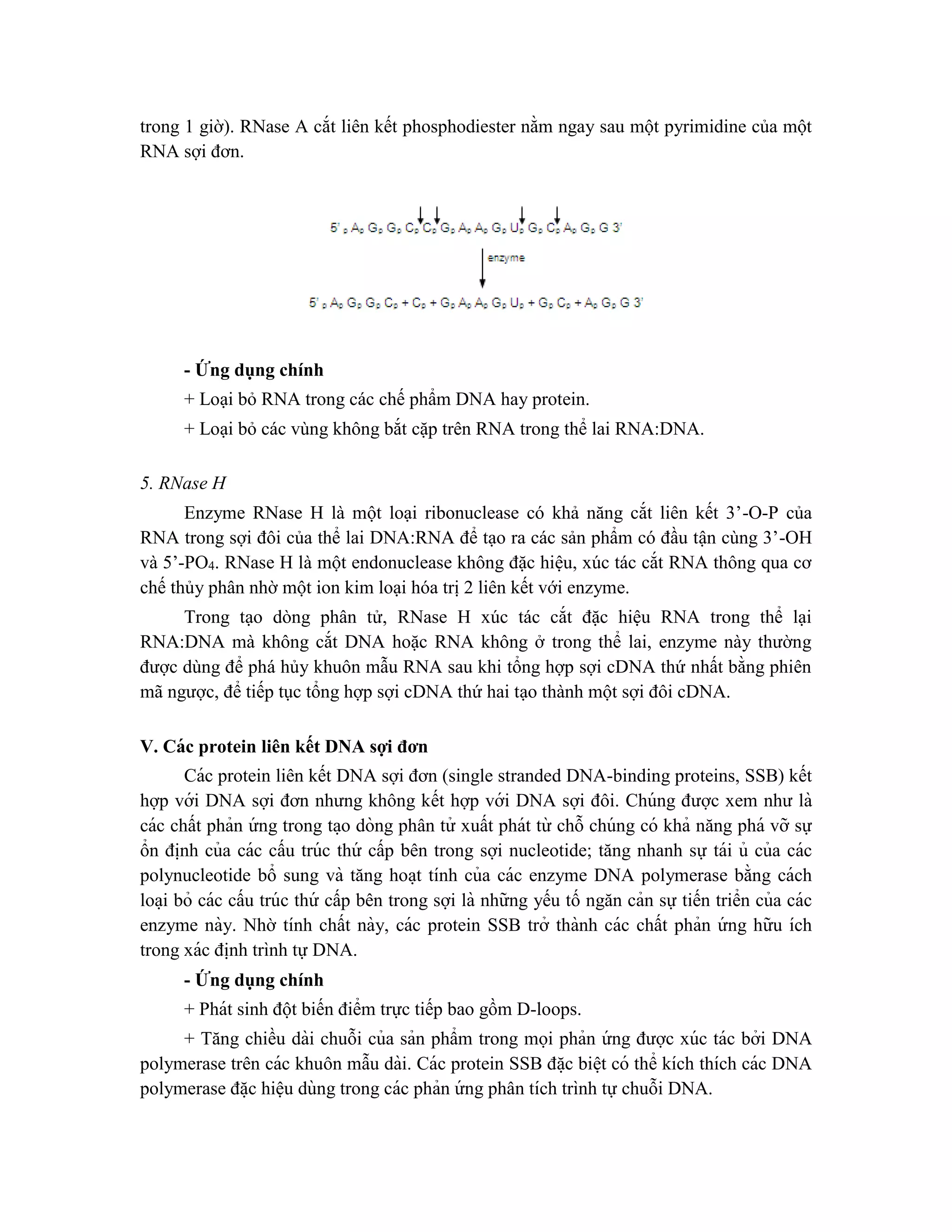 trong 1 giờ). RNase A cắt liên kết phosphodiester nằm ngay sau một pyrimidine của một
RNA sợi đơn.
- Ứng dụng chính
+ Loại bỏ RNA trong các chế phẩm DNA hay protein.
+ Loại bỏ các vùng không bắt cặp trên RNA trong thể lai RNA:DNA.
5. RNase H
Enzyme RNase H là một loại ribonuclease có khả năng cắt liên kết 3’-O-P của
RNA trong sợi đôi của thể lai DNA:RNA để tạo ra các sản phẩm có đầu tận cùng 3’-OH
và 5’-PO4. RNase H là một endonuclease không đặc hiệu, xúc tác cắt RNA thông qua cơ
chế thủy phân nhờ một ion kim loại hóa trị 2 liên kết với enzyme.
Trong tạo dòng phân tử, RNase H xúc tác cắt đặc hiệu RNA trong thể lại
RNA:DNA mà không cắt DNA hoặc RNA không ở trong thể lai, enzyme này thường
được dùng để phá hủy khuôn mẫu RNA sau khi tổng hợp sợi cDNA thứ nhất bằng phiên
mã ngược, để tiếp tục tổng hợp sợi cDNA thứ hai tạo thành một sợi đôi cDNA.
V. Các protein liên kết DNA sợi đơn
Các protein liên kết DNA sợi đơn (single stranded DNA-binding proteins, SSB) kết
hợp với DNA sợi đơn nhưng không kết hợp với DNA sợi đôi. Chúng được xem như là
các chất phản ứ ng trong ta ̣o dòng phân tử xuất phát từ chỗ chúng có khả năng phá vỡ sự
ổn đi ̣
nh của các cấu trúc thứ cấp bên trong sợi nucleotide; tăng nhanh sự tái ủ của các
polynucleotide bổ sung và tăng hoa ̣t tính của các enzyme DNA polymerase bằng cách
loa ̣i bỏ các cấu trúc thứ cấp bên trong sợi là những yếu tố ngăn cản sự tiến triển của các
enzyme này. Nhờ tính chất này, các protein SSB trở thành các chất phản ứ ng hữu ích
trong xác đi ̣
nh trình tự DNA.
- Ứng dụng chính
+ Phát sinh đột biến điểm trực tiếp bao gồm D-loops.
+ Tăng chiều dài chuỗi của sản phẩm trong mọi phản ứ ng được xúc tác bởi DNA
polymerase trên các khuôn mẫu dài. Các protein SSB đă ̣c biê ̣t có thể kích thích các DNA
polymerase đă ̣c hiệu dùng trong các phản ứ ng phân tích trình tự chuỗi DNA.
 