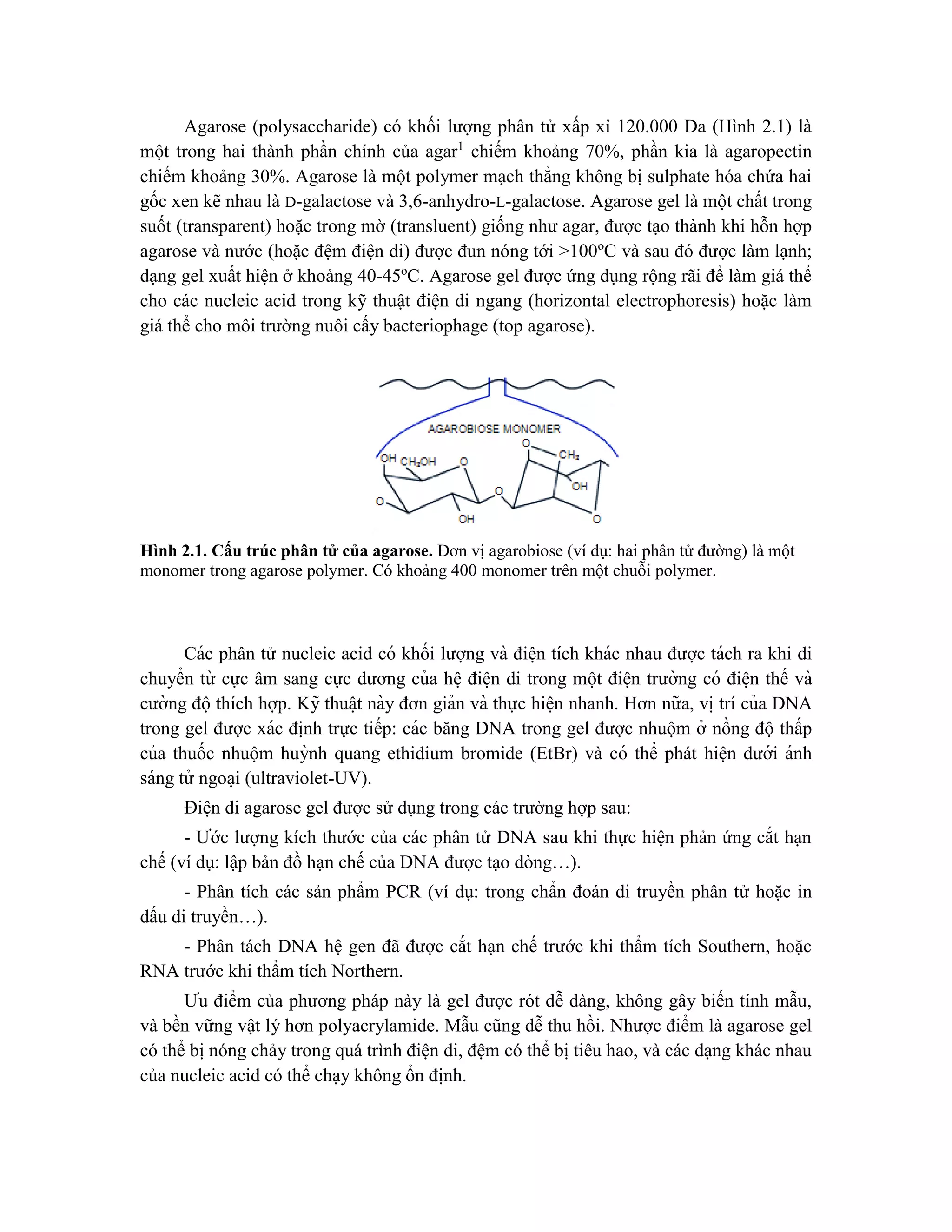 Agarose (polysaccharide) có khối lượng phân tử xấp xỉ 120.000 Da (Hình 2.1) là
một trong hai thành phần chính của agar1
chiếm khoảng 70%, phần kia là agaropectin
chiếm khoảng 30%. Agarose là một polymer mạch thẳng không bị sulphate hóa chứa hai
gốc xen kẽ nhau là D-galactose và 3,6-anhydro-L-galactose. Agarose gel là một chất trong
suốt (transparent) hoặc trong mờ (transluent) giống như agar, được tạo thành khi hỗn hợp
agarose và nước (hoặc đệm điện di) được đun nóng tới >100o
C và sau đó được làm lạnh;
dạng gel xuất hiện ở khoảng 40-45o
C. Agarose gel được ứng dụng rộng rãi để làm giá thể
cho các nucleic acid trong kỹ thuật điện di ngang (horizontal electrophoresis) hoặc làm
giá thể cho môi trường nuôi cấy bacteriophage (top agarose).
Hình 2.1. Cấu trúc phân tử của agarose. Đơn vị agarobiose (ví dụ: hai phân tử đường) là một
monomer trong agarose polymer. Có khoảng 400 monomer trên một chuỗi polymer.
Các phân tử nucleic acid có khối lượng và điê ̣n tích khác nhau được tách ra khi di
chuyển từ cực âm sang cực dương của hê ̣điê ̣n di trong một điê ̣n trường có điê ̣n thế và
cường độthích hợp. Kỹ thuâ ̣t này đơn giản và thực hiê ̣n nhanh. Hơn nữa, vi ̣trí của DNA
trong gel được xác đi ̣
nh trực tiếp: các băng DNA trong gel được nhuộm ở nồng độ thấp
của thuốc nhuộm huỳnh quang ethidium bromide (EtBr) và có thể phát hiện dưới ánh
sáng tử ngoa ̣i (ultraviolet-UV).
Điê ̣n di agarose gel được sử dụng trong các trường hợp sau:
- Ước lượng kích thước của các phân tử DNA sau khi thực hiện phản ứng cắt hạn
chế (ví dụ: lập bản đồ hạn chế của DNA được tạo dòng…).
- Phân tích các sản phẩm PCR (ví dụ: trong chẩn đoán di truyền phân tử hoặc in
dấu di truyền…).
- Phân tách DNA hệ gen đã được cắt hạn chế trước khi thẩm tích Southern, hoặc
RNA trước khi thẩm tích Northern.
Ưu điểm của phương pháp này là gel được rót dễ dàng, không gây biến tính mẫu,
và bền vững vật lý hơn polyacrylamide. Mẫu cũng dễ thu hồi. Nhược điểm là agarose gel
có thể bị nóng chảy trong quá trình điện di, đệm có thể bị tiêu hao, và các dạng khác nhau
của nucleic acid có thể chạy không ổn định.
 