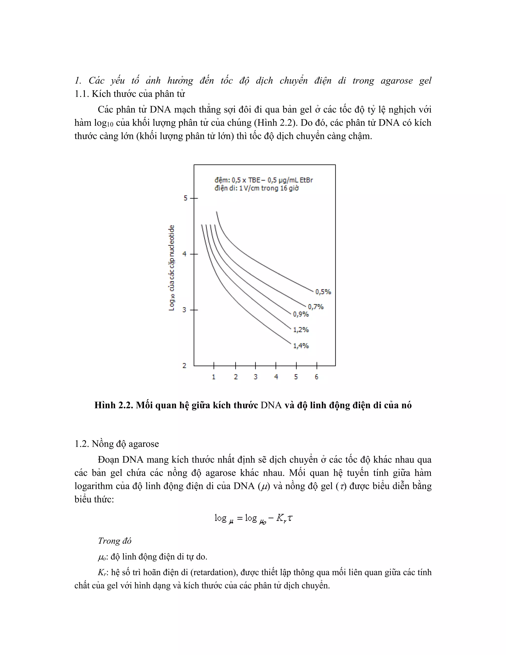1. Cá c yếu tố ảnh hưởng đến tốc độ di ̣ch chuyển điện di trong agarose gel
1.1. Kích thước của phân tử
Các phân tử DNA ma ̣ch thẳng sợi đôi đi qua bản gel ở các tốc độ tỷ lê ̣nghi ̣
ch với
hàm log10 của khối lượng phân tử của chúng (Hình 2.2). Do đó, các phân tử DNA có kích
thước càng lớn (khối lượng phân tử lớn) thì tốc độ dịch chuyển càng chậm.
Hình 2.2. Mối quan hê ̣giữa kích thướ c DNA và độ linh đô ̣ng điê ̣
n di của nó
1.2. Nồng độagarose
Đoa ̣n DNA mang kích thước nhất đi ̣
nh sẽ di ̣
ch chuyển ở các tốc độ khác nhau qua
các bản gel chứ a các nồng độ agarose khác nhau. Mối quan hê ̣ tuyến tính giữa hàm
logarithm của độlinh động điê ̣n di của DNA () và nồng độ gel () được biểu diễn bằng
biểu thức:
Trong đó
o: độlinh động điê ̣n di tự do.
Kr: hê ̣số trì hoãn điện di (retardation), được thiết lâ ̣p thông qua mối liên quan giữa các tính
chất của gel với hình da ̣ng và kích thước của các phân tử di ̣
ch chuyển.
 