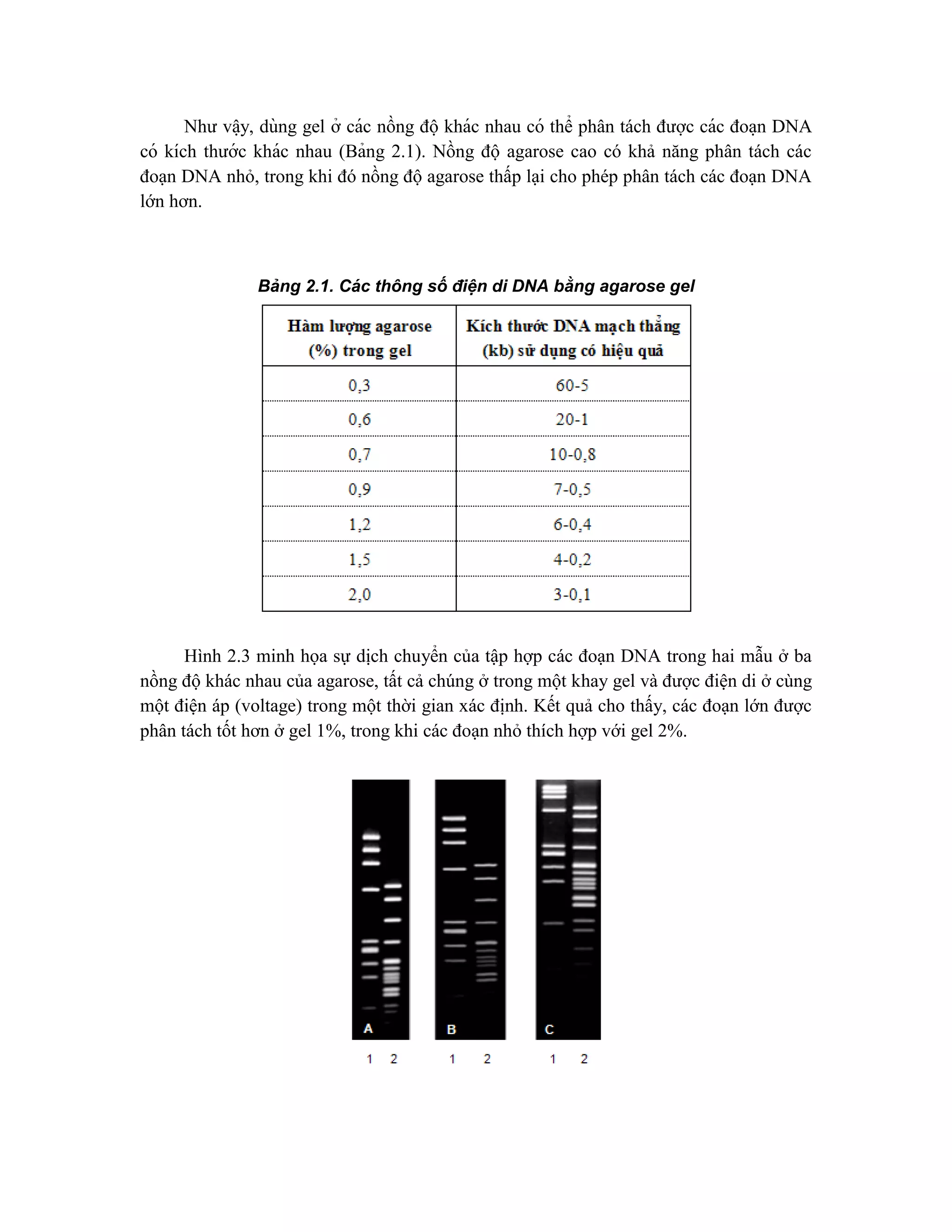 Như vâ ̣y, dùng gel ở các nồng độ khác nhau có thể phân tách được các đoa ̣n DNA
có kích thước khác nhau (Bảng 2.1). Nồng độ agarose cao có khả năng phân tách các
đoạn DNA nhỏ, trong khi đó nồng độ agarose thấp lại cho phép phân tách các đoạn DNA
lớn hơn.
Bả ng 2.1. Cá c thông sô
́ điện di DNA bằng agarose gel
Hình 2.3 minh họa sự dịch chuyển của tập hợp các đoạn DNA trong hai mẫu ở ba
nồng độ khác nhau của agarose, tất cả chúng ở trong một khay gel và được điện di ở cùng
một điện áp (voltage) trong một thời gian xác định. Kết quả cho thấy, các đoạn lớn được
phân tách tốt hơn ở gel 1%, trong khi các đoạn nhỏ thích hợp với gel 2%.
 