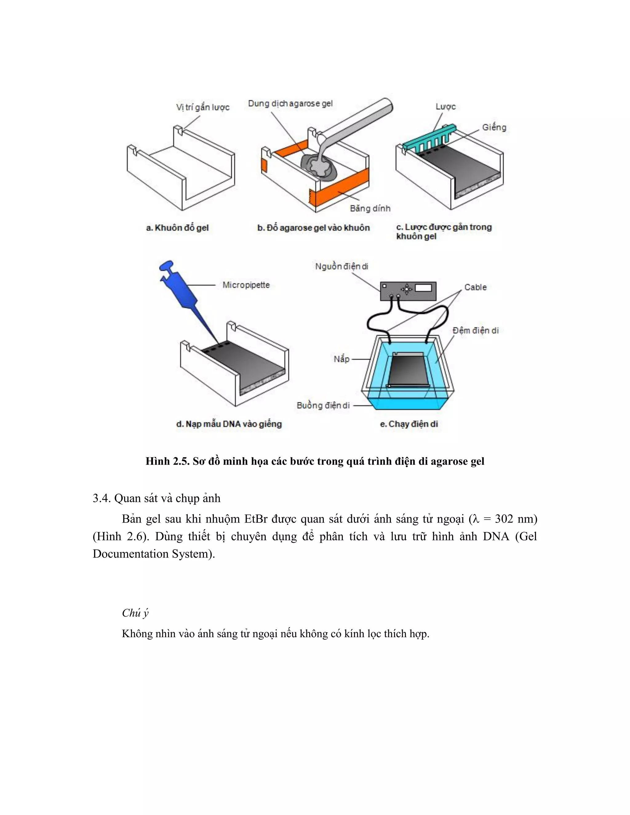 Hình 2.5. Sơ đồ minh họa các bước trong quá trình điện di agarose gel
3.4. Quan sát và chụp ảnh
Bản gel sau khi nhuộm EtBr được quan sát dưới ánh sáng tử ngoa ̣i ( = 302 nm)
(Hình 2.6). Dùng thiết bi ̣ chuyên dụng để phân tích và lưu trữ hình ảnh DNA (Gel
Documentation System).
Chú ý
Không nhìn vào ánh sáng tử ngoa ̣i nếu không có kính lọc thích hợp.
 