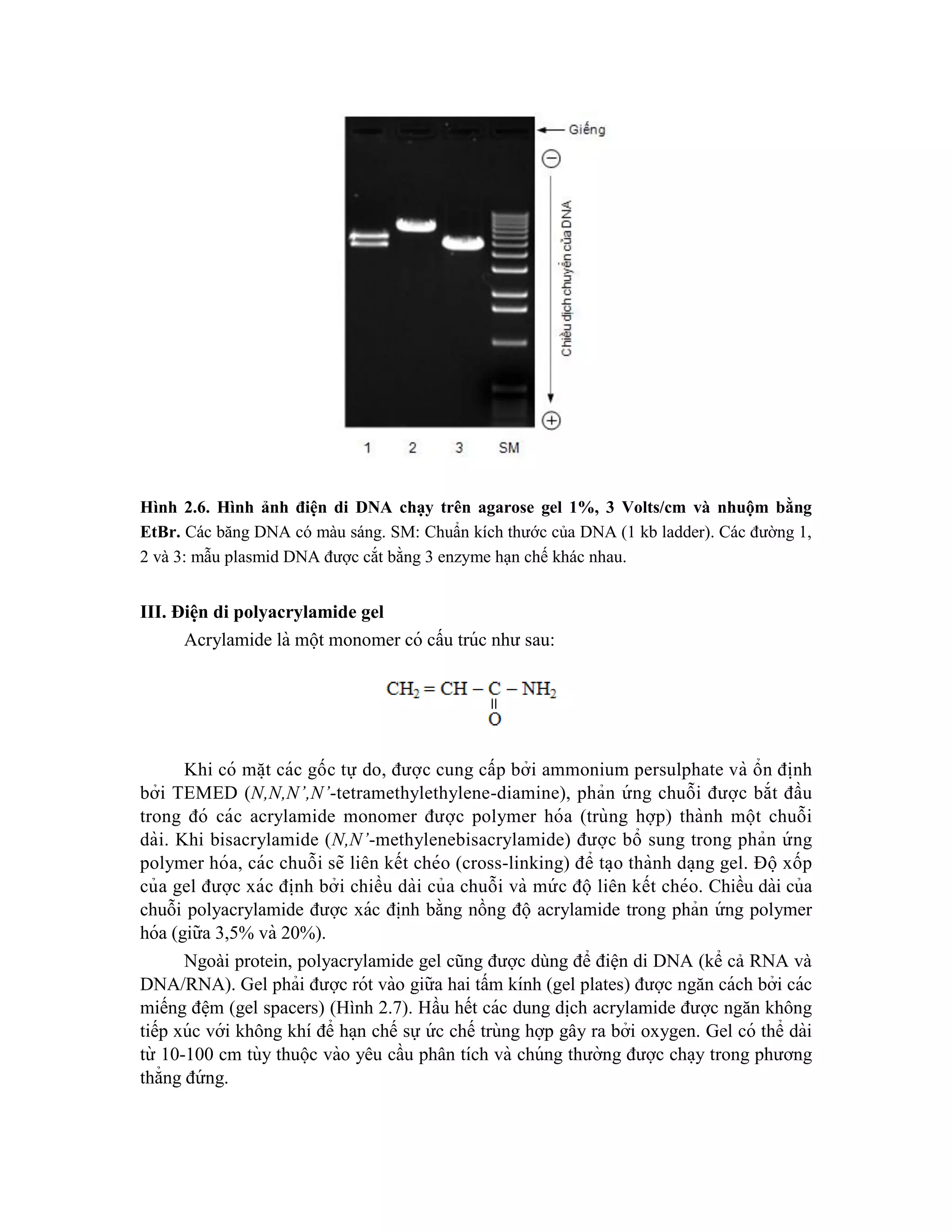 Hình 2.6. Hình ảnh điện di DNA chạy trên agarose gel 1%, 3 Volts/cm và nhuộm bằng
EtBr. Các băng DNA có màu sáng. SM: Chuẩn kích thước của DNA (1 kb ladder). Các đường 1,
2 và 3: mẫu plasmid DNA được cắt bằng 3 enzyme hạn chế khác nhau.
III. Điê ̣
n di polyacrylamide gel
Acrylamide là một monomer có cấu trúc như sau:
Khi có mă ̣t các gốc tự do, được cung cấp bởi ammonium persulphate và ổn đi ̣
nh
bởi TEMED (N,N,N’,N’-tetramethylethylene-diamine), phản ứ ng chuỗi được bắt đầu
trong đó các acrylamide monomer được polymer hóa (trùng hợp) thành một chuỗi
dài. Khi bisacrylamide (N,N’-methylenebisacrylamide) được bổ sung trong phản ứ ng
polymer hóa, các chuỗi sẽ liên kết chéo (cross-linking) để ta ̣o thành da ̣ng gel. Đô ̣xốp
của gel được xác đi ̣
nh bởi chiều dài của chuỗi và mứ c đô ̣ liên kết chéo. Chiều dài của
chuỗi polyacrylamide được xác đi ̣
nh bằng nồng độ acrylamide trong phản ứ ng polymer
hóa (giữa 3,5% và 20%).
Ngoài protein, polyacrylamide gel cũng được dùng để điện di DNA (kể cả RNA và
DNA/RNA). Gel phải được rót vào giữa hai tấm kính (gel plates) được ngăn cách bởi các
miếng đê ̣m (gel spacers) (Hình 2.7). Hầu hết các dung di ̣
ch acrylamide được ngăn không
tiếp xúc với không khí để ha ̣n chế sự ứ c chế trùng hợp gây ra bởi oxygen. Gel có thể dài
từ 10-100 cm tùy thuộc vào yêu cầu phân tích và chúng thường được cha ̣y trong phương
thẳng đứ ng.
 