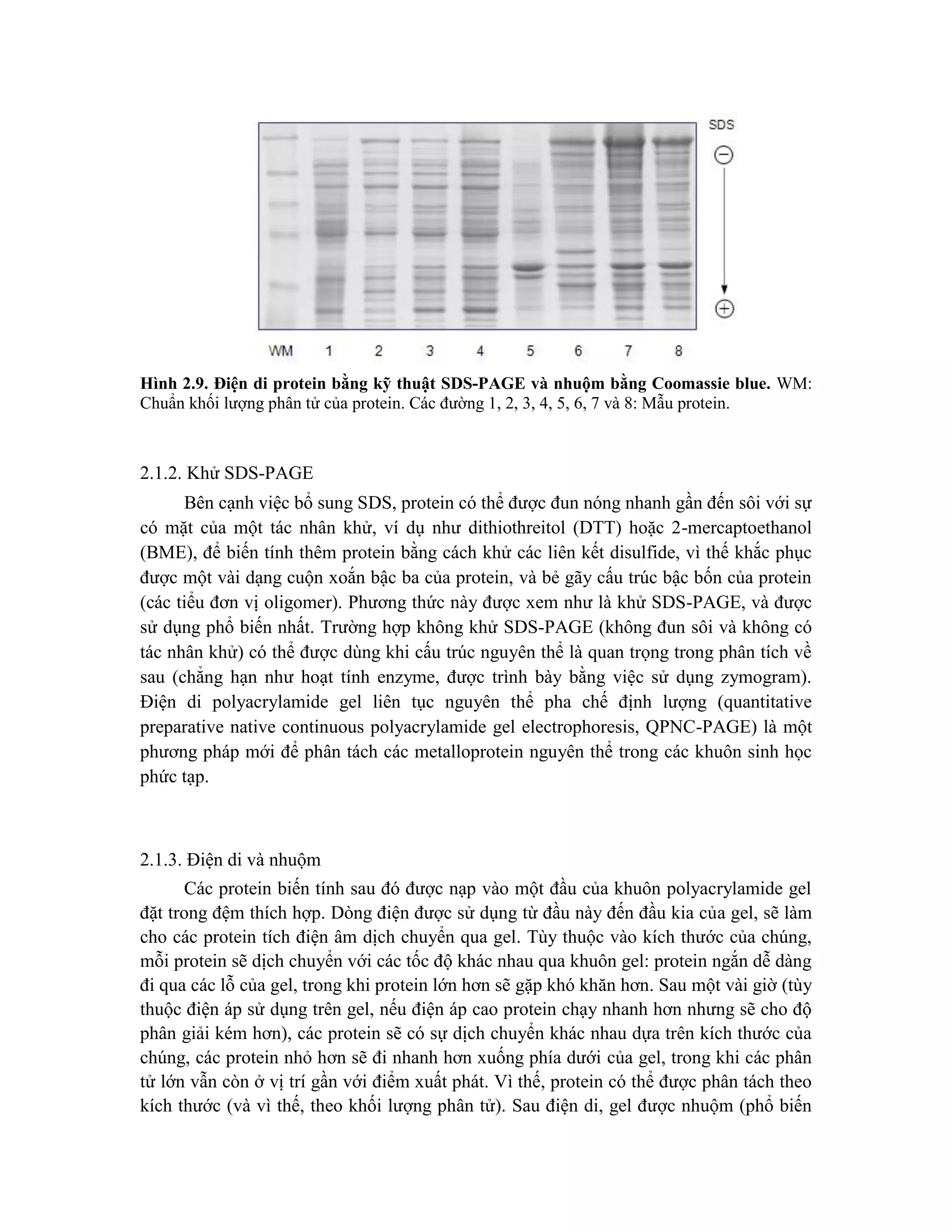 Hình 2.9. Điện di protein bằng kỹ thuật SDS-PAGE và nhuộm bằng Coomassie blue. WM:
Chuẩn khối lượng phân tử của protein. Các đường 1, 2, 3, 4, 5, 6, 7 và 8: Mẫu protein.
2.1.2. Khử SDS-PAGE
Bên cạnh việc bổ sung SDS, protein có thể được đun nóng nhanh gần đến sôi với sự
có mặt của một tác nhân khử, ví dụ như dithiothreitol (DTT) hoặc 2-mercaptoethanol
(BME), để biến tính thêm protein bằng cách khử các liên kết disulfide, vì thế khắc phục
được một vài dạng cuộn xoắn bậc ba của protein, và bẻ gãy cấu trúc bậc bốn của protein
(các tiểu đơn vị oligomer). Phương thức này được xem như là khử SDS-PAGE, và được
sử dụng phổ biến nhất. Trường hợp không khử SDS-PAGE (không đun sôi và không có
tác nhân khử) có thể được dùng khi cấu trúc nguyên thể là quan trọng trong phân tích về
sau (chẳng hạn như hoạt tính enzyme, được trình bày bằng việc sử dụng zymogram).
Điện di polyacrylamide gel liên tục nguyên thể pha chế định lượng (quantitative
preparative native continuous polyacrylamide gel electrophoresis, QPNC-PAGE) là một
phương pháp mới để phân tách các metalloprotein nguyên thể trong các khuôn sinh học
phức tạp.
2.1.3. Điện di và nhuộm
Các protein biến tính sau đó được nạp vào một đầu của khuôn polyacrylamide gel
đặt trong đệm thích hợp. Dòng điện được sử dụng từ đầu này đến đầu kia của gel, sẽ làm
cho các protein tích điện âm dịch chuyển qua gel. Tùy thuộc vào kích thước của chúng,
mỗi protein sẽ dịch chuyển với các tốc độ khác nhau qua khuôn gel: protein ngắn dễ dàng
đi qua các lỗ của gel, trong khi protein lớn hơn sẽ gặp khó khăn hơn. Sau một vài giờ (tùy
thuộc điện áp sử dụng trên gel, nếu điện áp cao protein chạy nhanh hơn nhưng sẽ cho độ
phân giải kém hơn), các protein sẽ có sự dịch chuyển khác nhau dựa trên kích thước của
chúng, các protein nhỏ hơn sẽ đi nhanh hơn xuống phía dưới của gel, trong khi các phân
tử lớn vẫn còn ở vị trí gần với điểm xuất phát. Vì thế, protein có thể được phân tách theo
kích thước (và vì thế, theo khối lượng phân tử). Sau điện di, gel được nhuộm (phổ biến
 