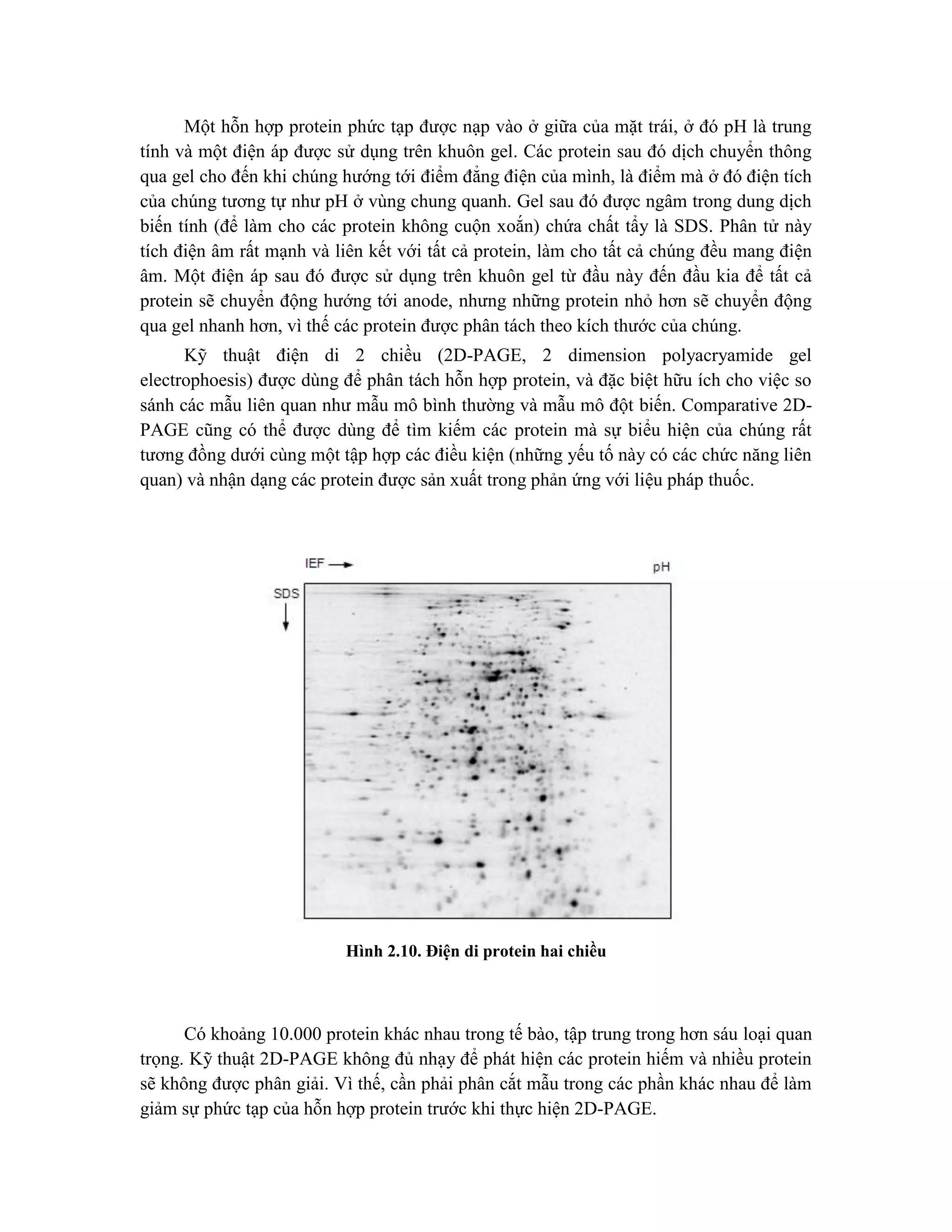 Một hỗn hợp protein phức tạp được nạp vào ở giữa của mặt trái, ở đó pH là trung
tính và một điện áp được sử dụng trên khuôn gel. Các protein sau đó dịch chuyển thông
qua gel cho đến khi chúng hướng tới điểm đẳng điện của mình, là điểm mà ở đó điện tích
của chúng tương tự như pH ở vùng chung quanh. Gel sau đó được ngâm trong dung dịch
biến tính (để làm cho các protein không cuộn xoắn) chứa chất tẩy là SDS. Phân tử này
tích điện âm rất mạnh và liên kết với tất cả protein, làm cho tất cả chúng đều mang điện
âm. Một điện áp sau đó được sử dụng trên khuôn gel từ đầu này đến đầu kia để tất cả
protein sẽ chuyển động hướng tới anode, nhưng những protein nhỏ hơn sẽ chuyển động
qua gel nhanh hơn, vì thế các protein được phân tách theo kích thước của chúng.
Kỹ thuật điện di 2 chiều (2D-PAGE, 2 dimension polyacryamide gel
electrophoesis) được dùng để phân tách hỗn hợp protein, và đặc biệt hữu ích cho việc so
sánh các mẫu liên quan như mẫu mô bình thường và mẫu mô đột biến. Comparative 2D-
PAGE cũng có thể được dùng để tìm kiếm các protein mà sự biểu hiện của chúng rất
tương đồng dưới cùng một tập hợp các điều kiện (những yếu tố này có các chức năng liên
quan) và nhận dạng các protein được sản xuất trong phản ứng với liệu pháp thuốc.
Hình 2.10. Điện di protein hai chiều
Có khoảng 10.000 protein khác nhau trong tế bào, tập trung trong hơn sáu loại quan
trọng. Kỹ thuật 2D-PAGE không đủ nhạy để phát hiện các protein hiếm và nhiều protein
sẽ không được phân giải. Vì thế, cần phải phân cắt mẫu trong các phần khác nhau để làm
giảm sự phức tạp của hỗn hợp protein trước khi thực hiện 2D-PAGE.
 
