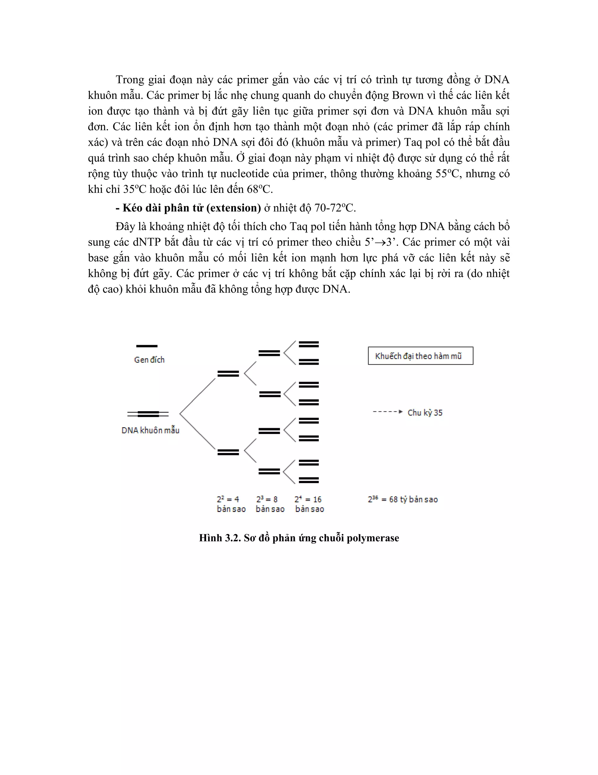 Trong giai đoạn này các primer gắn vào các vị trí có trình tự tương đồng ở DNA
khuôn mẫu. Các primer bị lắc nhẹ chung quanh do chuyển động Brown vì thế các liên kết
ion được tạo thành và bị đứt gãy liên tục giữa primer sợi đơn và DNA khuôn mẫu sợi
đơn. Các liên kết ion ổn định hơn ta ̣o thành một đoạn nhỏ (các primer đã lắp ráp chính
xác) và trên các đoạn nhỏ DNA sợi đôi đó (khuôn mẫu và primer) Taq pol có thể bắt đầu
quá trình sao chép khuôn mẫu. Ở giai đoạn này phạm vi nhiệt độ được sử dụng có thể rất
rộng tùy thuộc vào trình tự nucleotide của primer, thông thường khoảng 55o
C, nhưng có
khi chỉ 35o
C hoặc đôi lúc lên đến 68o
C.
- Kéo dài phân tử (extension) ở nhiệt độ70-72o
C.
Đây là khoảng nhiệt độ tối thích cho Taq pol tiến hành tổng hợp DNA bằng cách bổ
sung các dNTP bắt đầu từ các vị trí có primer theo chiều 5’3’. Các primer có một vài
base gắn vào khuôn mẫu có mối liên kết ion mạnh hơn lực phá vỡ các liên kết này sẽ
không bi ̣đứ t gãy. Các primer ở các vị trí không bắt cặp chính xác lại bị rời ra (do nhiệt
độcao) khỏi khuôn mẫu đã không tổng hợp được DNA.
Hình 3.2. Sơ đồ phản ứng chuỗi polymerase
 
