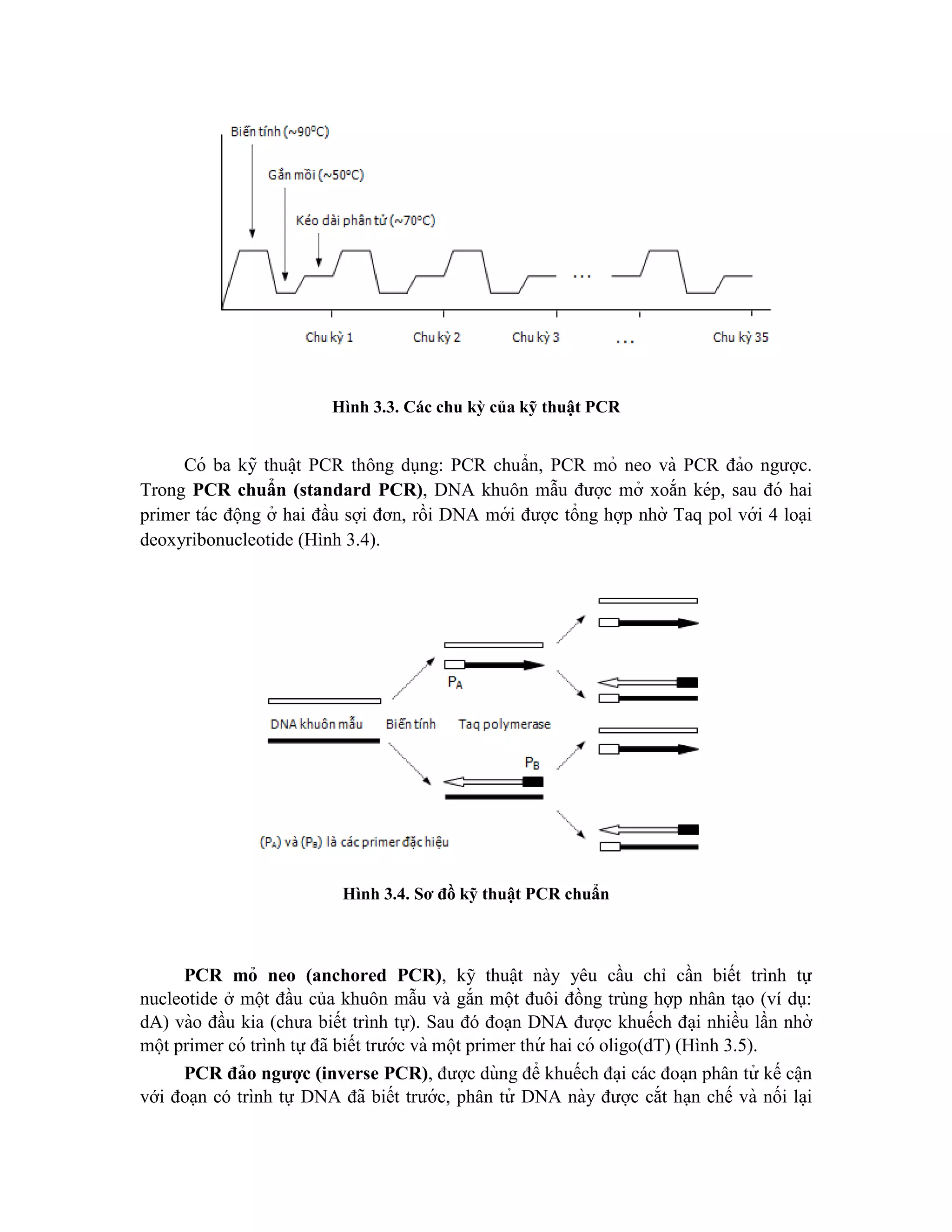 Hình 3.3. Các chu kỳ của kỹ thuật PCR
Có ba kỹ thuâ ̣t PCR thông dụng: PCR chuẩn, PCR mỏ neo và PCR đảo ngược.
Trong PCR chuẩn (standard PCR), DNA khuôn mẫu được mở xoắn kép, sau đó hai
primer tác động ở hai đầu sợi đơn, rồi DNA mới được tổng hợp nhờ Taq pol với 4 loại
deoxyribonucleotide (Hình 3.4).
Hình 3.4. Sơ đồ kỹ thuật PCR chuẩn
PCR mỏ neo (anchored PCR), kỹ thuật này yêu cầu chỉ cần biết trình tự
nucleotide ở một đầu của khuôn mẫu và gắn một đuôi đồng trùng hợp nhân tạo (ví dụ:
dA) vào đầu kia (chưa biết trình tự). Sau đó đoạn DNA được khuếch đa ̣i nhiều lần nhờ
một primer có trình tự đã biết trước và một primer thứ hai có oligo(dT) (Hình 3.5).
PCR đảo ngược (inverse PCR), được dùng để khuếch đa ̣i các đoa ̣n phân tử kế câ ̣n
với đoạn có trình tự DNA đã biết trước, phân tử DNA này được cắt hạn chế và nối la ̣i
 
