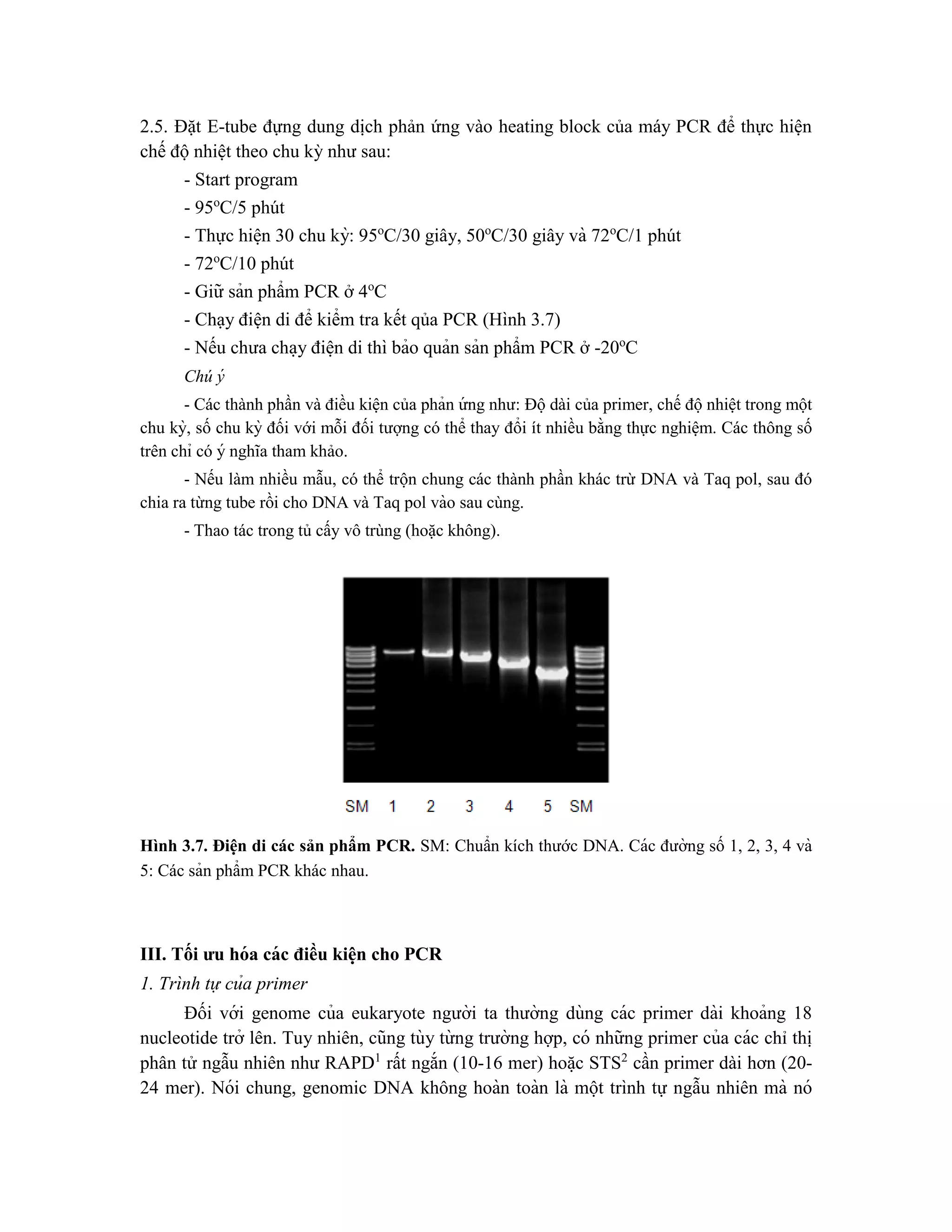 2.5. Đặt E-tube đựng dung dịch phản ứng vào heating block của máy PCR để thực hiện
chế độ nhiệt theo chu kỳ như sau:
- Start program
- 95o
C/5 phút
- Thực hiê ̣n 30 chu kỳ: 95o
C/30 giây, 50o
C/30 giây và 72o
C/1 phút
- 72o
C/10 phút
- Giữ sản phẩm PCR ở 4o
C
- Chạy điện di để kiểm tra kết qủa PCR (Hình 3.7)
- Nếu chưa cha ̣y điê ̣n di thì bảo quản sản phẩm PCR ở -20o
C
Chú ý
- Các thành phần và điều kiện của phản ứ ng như: Độdài của primer, chế độnhiệt trong một
chu kỳ, số chu kỳ đối với mỗi đối tượng có thể thay đổi ít nhiều bằng thực nghiệm. Các thông số
trên chỉ có ý nghĩa tham khảo.
- Nếu làm nhiều mẫu, có thể trộn chung các thành phần khác trừ DNA và Taq pol, sau đó
chia ra từng tube rồi cho DNA và Taq pol vào sau cùng.
- Thao tác trong tủ cấy vô trùng (hoặc không).
Hình 3.7. Điện di các sản phẩm PCR. SM: Chuẩn kích thước DNA. Các đường số 1, 2, 3, 4 và
5: Các sản phẩm PCR khác nhau.
III. Tối ưu hóa các điều kiê ̣
n cho PCR
1. Trình tự của primer
Đối với genome của eukaryote người ta thường dùng các primer dài khoảng 18
nucleotide trở lên. Tuy nhiên, cũng tùy từ ng trường hợp, có những primer của các chỉ thị
phân tử ngẫu nhiên như RAPD1
rất ngắn (10-16 mer) hoă ̣c STS2
cần primer dài hơn (20-
24 mer). Nói chung, genomic DNA không hoàn toàn là một trình tự ngẫu nhiên mà nó
 