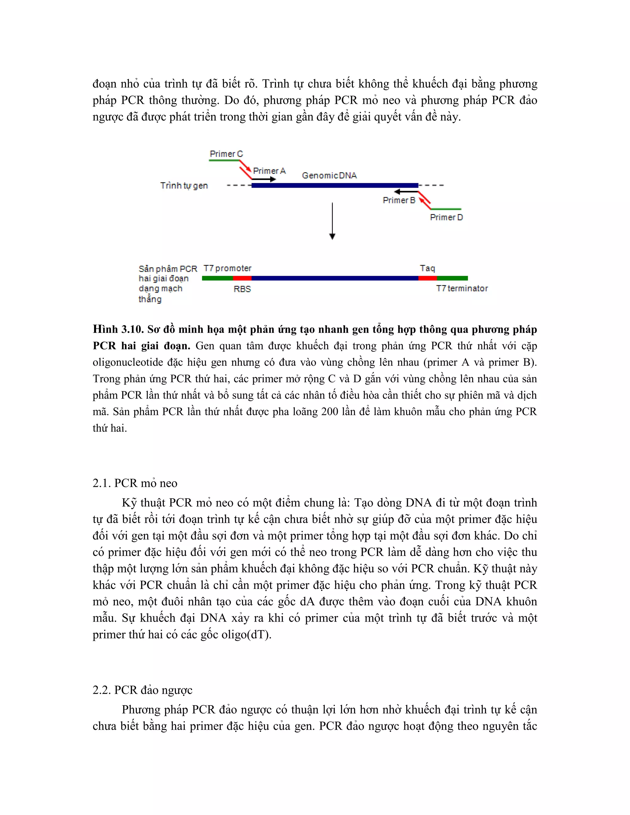 đoa ̣n nhỏ của trình tự đã biết rõ. Trình tự chưa biết không thể khuếch đa ̣i bằng phương
pháp PCR thông thường. Do đó, phương pháp PCR mỏ neo và phương pháp PCR đảo
ngược đã được phát triển trong thời gian gần đây để giải quyết vấn đề này.
Hình 3.10. Sơ đồ minh họa một phản ứng tạo nhanh gen tổng hợp thông qua phương pháp
PCR hai giai đoạn. Gen quan tâm được khuếch đại trong phản ứng PCR thứ nhất với cặp
oligonucleotide đặc hiệu gen nhưng có đưa vào vùng chồng lên nhau (primer A và primer B).
Trong phản ứng PCR thứ hai, các primer mở rộng C và D gắn với vùng chồng lên nhau của sản
phẩm PCR lần thứ nhất và bổ sung tất cả các nhân tố điều hòa cần thiết cho sự phiên mã và dịch
mã. Sản phẩm PCR lần thứ nhất được pha loãng 200 lần để làm khuôn mẫu cho phản ứng PCR
thứ hai.
2.1. PCR mỏ neo
Kỹ thuâ ̣t PCR mỏ neo có một điểm chung là: Ta ̣o dòng DNA đi từ một đoa ̣n trình
tự đã biết rồi tới đoa ̣n trình tự kế câ ̣n chưa biết nhờ sự giúp đỡ của một primer đă ̣c hiê ̣u
đối với gen ta ̣i một đầu sợi đơn và một primer tổng hợp ta ̣i một đầu sợi đơn khác. Do chỉ
có primer đă ̣c hiê ̣u đối với gen mới có thể neo trong PCR làm dễ dàng hơn cho viê ̣c thu
thâ ̣p một lượng lớn sản phẩm khuếch đa ̣i không đă ̣c hiệu so với PCR chuẩn. Kỹ thuật này
khác với PCR chuẩn là chỉ cần một primer đặc hiệu cho phản ứ ng. Trong kỹ thuâ ̣t PCR
mỏ neo, một đuôi nhân ta ̣o của các gốc dA được thêm vào đoa ̣n cuối của DNA khuôn
mẫu. Sự khuếch đa ̣i DNA xảy ra khi có primer của một trình tự đã biết trước và một
primer thứ hai có các gốc oligo(dT).
2.2. PCR đảo ngược
Phương pháp PCR đảo ngược có thuâ ̣n lợi lớn hơn nhờ khuếch đa ̣i trình tự kế câ ̣n
chưa biết bằng hai primer đă ̣c hiệu của gen. PCR đảo ngược hoa ̣t động theo nguyên tắc
 